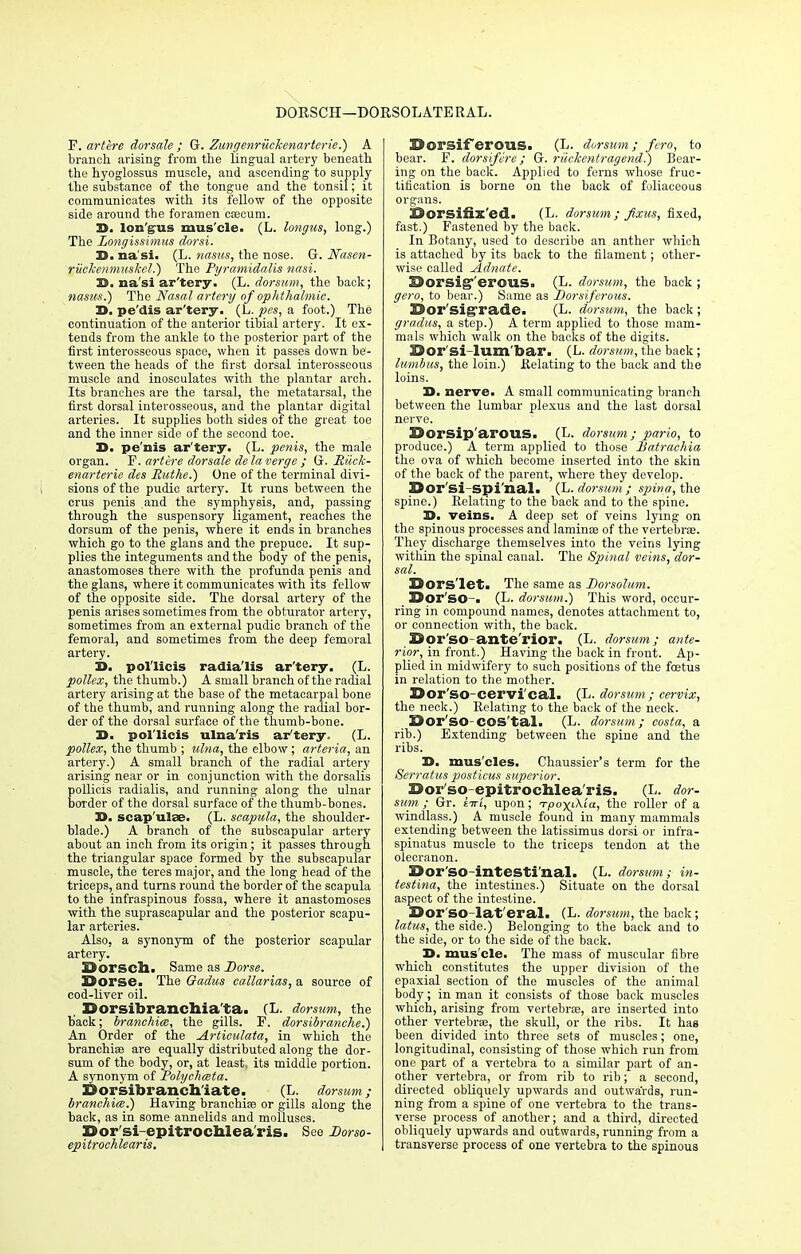 DOESCH—DORSOLATERAL. P. artere dorsale ; G. Zungenruckenarterie.) A branch, arising from the lingual artery beneath the hyoglossus muscle, and ascending to supply the substance of the tongue and the tonsil; it communicates with its fellow of the opposite side around the foramen caecum. D. lon'gus mus'cle. (L. longus, long.) The Longissimus dorsi. H. nasi. (L. nasus, the nose. G. JVasen- ruekemnuskel.) The Pyramidalis nasi. D. na'si ar'tery. (L. dorsum, the back; nasus.) The Nasal artery of ophthalmic. D. pe'dis ar'tery. (L. pes, a foot.) The continuation of the anterior tibial artery. It ex- tends from the ankle to the posterior part of the first interosseous space, when it passes down be- tween the heads of the first dorsal interosseous muscle and inosculates with the plantar arch. Its branches are the tarsal, the metatarsal, the first dorsal interosseous, and the plantar digital arteries. It supplies both sides of the great toe and the inner side of the second toe. S. pe'nis ar'tery. (L. penis, the male organ. F. artere dorsale de la verge ; G. Riick- enarterie des Blithe.) One of the terminal divi- sions of the pudic artery. It runs between the crus penis and the symphysis, and, passing through the suspensory ligament, reaches the dorsum of the penis, where it ends in branches which go to the glans and the prepuce. It sup- plies the integuments and the body of the penis, anastomoses there with the profunda penis and the glans, where it communicates with its fellow of the opposite side. The dorsal artery of the penis arises sometimes from the obturator artery, sometimes from an external pudic branch of the femoral, and sometimes from the deep femoral artery. D. pol'licis radia'lis ar'tery. (L. pollex, the thumb.) A small branch of the radial artery arising at the base of the metacarpal bone of the thumb, and ruuning along the radial bor- der of the dorsal surface of the thumb-bone. H. pol'licis ulna'ris ar'tery. (L. pollex, the thumb ; ulna, the elbow; arteria, an artery.) A small branch of the radial artery arising near or in conjunction with the dorsalis pollicis radialis, and running along the ulnar border of the dorsal surface of the thumb-bones. 3D. scapulae. (L. scapula, the shoulder- blade.) A branch of the subscapular artery about an inch from its origin; it passes through the triangular space formed by the subscapular muscle, the teres major, and the long head of the triceps, and turns round the border of the scapula to the infraspinous fossa, where it anastomoses with the suprascapular and the posterior scapu- lar arteries. Also, a synonym of the posterior scapular artery. Borsch. Same as Dorse. Dorse. The Qadus eallarias, a source of cod-liver oil. Dorsibrancbia'ta. (L. dorsum, the back; branchiae, the gills. F. dorsibranche.) An Order of the Articulata, in which the branchiae are equally distributed along the dor- sum of the body, or, at least its middle portion. A synonym of Polychceta. Dorsibranch'iate. (L. dorsum; branchice.) Having branchiae or gills along the hack, as in some annelids and molluscs. Dor'si-epitrocblea'ris. See Dorso- epitrochlearis. Dorsiferous. (L. dorsum; fero, to bear. F. dorsifere ; G. riickentragend.) Bear- ing on the back. Applied to ferns whose fruc- tification is borne on the back of foliaceous organs. Dorsifix'ed. (L. dorsum; fixus, fixed, fast.) Fastened by the back. In Botany, used to describe an anther which is attached by its back to the filament; other- wise called Adnate. Dorsiferous. (L. dorsum, the back ; gero, to bear.) Same as Dorsiferous. Dor'sigrade. (L. dorsum, the back; gradus, a step.) A term applied to those mam- mals which walk on the backs of the digits. Dorsi lum bar. (L. dorsum, the back; Iambus, the loin.) Relating to the back and the loins. 3>. nerve. A small communicating branch between the lumbar plexus and the last dorsal nerve. DorSip'arOUS. (L. dorsum; pario, to produce.) A term applied to those Datrachia the ova of which become inserted into the skin of the back of the parent, where they develop. Dor'si-spi'nal. (L. dor-sum; spina, the spine.) Relating to the back and to the spine. J>. veins. A deep set of veins lying on the spinous processes and laminae of the vertebrae. They discharge themselves into the veins lying within the spinal canal. The Spinal veins, dor- sal. Dors'let. The same as Dorsolum. Dor'SO-. (L. dorsum.) This word, occur- ring in compound names, denotes attachment to, or connection with, the back. Dor'so-ante'rior. (L. dorsum; ante- rior, in front.) Having the back in front. Ap- plied in midwifery to such positions of the foetus in relation to the mother. Dor'SO-cervi'cal. (L. dorsum; cervix, the neck.) Relating to the back of the neck. Dor'SO-COS'tal. (L. dorsum; casta, a rib.) Extending between the spine and the ribs. 3D. mus'cles. Chaussier's term for the Serratus posticus superior. Dor'so-epitrochlea'ris. (L. dor- sum; Gr. liri, upon; Tpox^ia, the roller of a windlass.) A muscle found in many mammals extending between the latissimus dorsi or infra- spinatus muscle to the triceps tendon at the olecranon. Dor so intesti nal. (L. dorsum; in- testina, the intestines.) Situate on the dorsal aspect of the intestine. Dor'SO-lat'eral. (L. dorsum, the back; latus, the side.) Belonging to the back and to the side, or to the side of the back. D. mus'cle. The mass of muscular fibre which constitutes the upper division of the epaxial section of the muscles of the animal body; in man it consists of those back muscles which, arising from vertebrae, are inserted into other vertebras, the skull, or the ribs. It has been divided into three sets of muscles; one, longitudinal, consisting of those which run from one part of a vertebra to a similar part of an- other vertebra, or from rib to rib; a second, directed obliquely upwards and outwards, run- ning from a spine of one vertebra to the trans- verse process of another; and a third, directed obliquely upwards and outwards, running from a transverse process of one vertebra to the spinous