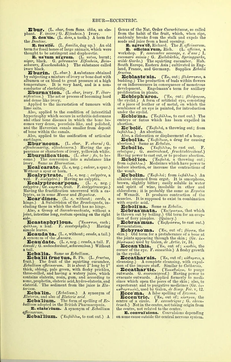 EBUR—ECCENTRIC. 35'bur. (L- ebur, from Sang, ibha, an ele- phant. F. ivoire; G. Elfenbein.') Ivory. E. den'tis. (L. dens, a tooth.) A term for the Dentine. E. fossile. (L.fossilis, dug up.) An old term for fossil bones of large animals, which were thought to be astringent and diaphoretic. E. us'tum nigrum. (L. ustas, burnt; niger, black. G. gebranntes Elfenbein, Bein- schwarz, Knoehenkohle.) The substance called ivory black. 3S'burin. (L. ebur.) A substance obtained by subjecting a mixture of ivory or bone dust with albumen or ox blood to great pressure at a high temperature. It is very hard, and is a non- conductor of electricity. Uburna'tion. (L. ebur, ivory. F. ebur- nification.) The act or process of becoming hard and dense like ivory. Applied to the incrustation of tumours with lime salts. Also, applied to the condition of interstitial hypertrophy which occurs in arthritis deformans and other bone diseases in which the bone be- comes very dense, porcelain-like, and polished, and the Haversian canals smaller from deposit of bone within the canals. Also, applied to the ossification of articular cartilages. Ebur'neous. (L. ebur. F. eburne; G. elfenbeinartig, elfenbeinem.) Having the ap- pearance or characters of ivory, yellowish white. Eburnifica'tion. _ (L. ebur ; fio, to be- come.) The conversion into a substance like ivory. Same as Eburnation. Ecal'carate. (L. e, neg.; ealcar, a spur.) Without a spur or horn. Ecaljrp'trate. (L. e, neg.; calyptra, a veil. F. ecalyptre.) Having no calyptra. Ecalyptrocar'pous. (L. e, neg.; calyptra; Gr. KapTroi, fruit. F. eealyptrocarpe.) Having the fructification uncovered with a ca- lyptra, as in some Muscat and Hepaticce. XScar'dines. (L. e, without; cardo, a hinge.) A Subdivision of the Braehiopoda, in- cluding those in which the shell has no hinge. Also, a Group of Sarcobranchiata, without a joint, intestine long, rectum opening on the right Bide. Ecastaphyllous. (Ekccd-tos, each; <pv\Xov, a leaf. F. ecastaphylle.) Having simple leaves. Ecauda'ta. (L. e, without; cauda, a tail.) A synom m of the Anoura. Ecaudate. (L. e, neg.; cauda, a tail. F. ecaude; G. unbeschwdnzt,schwanzloss.) Without a tail. Ecba'lia. Same as Ecballium. Ecbalii fructus, B. Ph. (L. fructus, fruit.) The fruit of the squirting cucumber, Ecballium officinarum. It is about 2 long by 1 thick, oblong, pale green, with fleshy prickles, three-celled, and having a watery juice, which contains elaterin, resin, gum, and according to some,prophetin, elateric acid,hydro-elaterin, and elaterid. The sediment from the juice is Ela- terium. Ecbalin. (Ecbalium.) A synonym of Elaterin, and also of Elateric acid. Ecbalium. The form of spelling of Ec- ballium adopted in the British Pharmacopoeia. E. elate'rium. A synonym of Ecballium officinarum. Ecballium. ('E/v73a\X(u, to cast out.) A Genus of the Nat. Order Cucurbitacece, so called from the habit of the fruit, which, when ripe, suddenly breaks from the stalk and expels the seeds and juice from a basal opening. E. agxes'te, Richard. The E. officinarum. E. officinarum, Rich. (L. officina, a workshop. F. conconibre sauvage, c. d'ane; I. cocomaro asinio ; G. Eselskiirbis, Springgurke, wilde Gurke.) The squirting cucumber. Hab. South Europe, Eastern Asia ; cultivated in Eng- land, France, and Germany. Supplies Ecbalii fr actus. Ecblaste'sis. ('Ek, out; pXafrrva-is, a budding.) The production of buds within flowers or on inflorescences in consequence of monstrous development. Engelmann's term for axillary proliferation in plants. Ecbleph'aros. ('Ek, out; p\l<papov, the eyelid.) A form of artificial eye, consisting of a piece of leather or of metal, on which the semblance of an eye is painted, for introduction under the eyelid. Ecblo'ma. CEk^oXXoi, to cast out.) The embryo or foetus which has been expelled in abortion. Ec'bole. ('EkjGioX);, a throwing out; from E/c/3aX\a>.) An abortion. Also, a dislocation or displacement of a bone. Ecbol'ia. ('EKj3o\ioi>, a drug for causing abortion.) Same as Ecbolics. EcboTic. ('Ek/JuWw, to cast out. F. ecbolique; G. austreibend, fruchtabtreibend.) Having power to cast out, or to produce abortion. Ecbolics. ('EKpoXri, a throwing out; from tKfiaXXw.) Medicines which have power to induce abortion, or increase the contractions of the womb. Ec'bolin. ('EkPuXv; from ii<pd\\u>.) An alkaloid obtained from ergot. It is amorphous, brown, slightly bitter; easily soluble in water and spirit of wine, insoluble in ether and chloroform; it is probably the same as Ergotin of Wenzelt. It produces contraction of the muscles. It is supposed to exist in combination with ergotic acid. Ecboli'na. Same as Ecbolin. Ecbras'mata. (Ex/fyao'/ua, that which is thrown out by boiling.) Old term for an erup- tion of fiery pimples. (Quincy.) Ecbras'mus. ('EK^iiu™, to cast out.) Fermentation. Ecbyrso'ma. ('E«, out of; pip^a, the skin.) Old term for a protuberance of a bone at the joints appearing through the skin ; (Gr. £/c- flvpau>iia) used by Galen, de Artie, iv, 34. Eccan'this. ('Ek, out of; kuvQos, the corner of the eye. F. eccanthis.) A fleshy growth in the eyelid. Eccathar'siS. ('Ek, out of; Kadapa-is, a cleansing.) A complete cleansing, with expul- sion of the impure stuff. Similar to Catharsis. Eccathar'tlC. ('EKnadaipw, to purge outwards. G. ausreinigend.) Having power to evacuate outwards. Applied formerly to medi- cines which open the pores of the skin ; also, to expectorant and to purgative medicines (Gr. iU- naQapTiKO's), used by Galen, de Simp. Fac. v, 12. Ecce'ma. A false spelling of Eczema. Eccen'triC. ('Ek, out of; Ktvrpov, the centre of a circle. F. excentrique; G. ekcen- trisch.) Not in the centre, not taking origin from the centre, not related to the centre. E. convul sions. Convulsions depending on some cause outside the central nervous system.