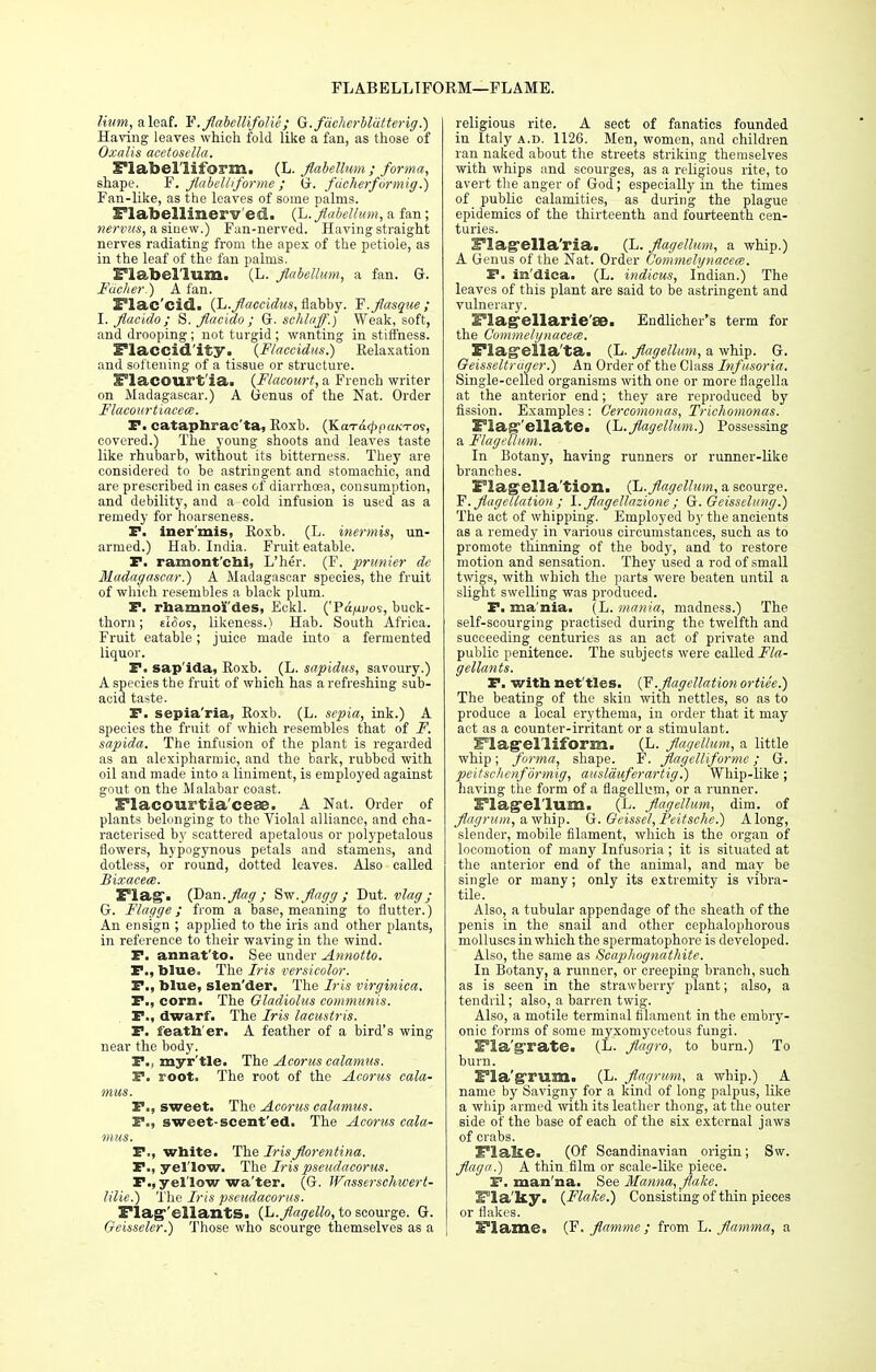 FLABELLIFORM—FLAME. Hum, a leaf. F'. flabellifolie; G.fac/tcrblutterig.) Having leaves which fold like a fan, as those of Oxalis acetosella, Flabeliiform. (L. flabellnm ; forma, shape. F. Jiahelliforme; G. fdcherformig.) Fan-like, as the leaves of some palms. Flabellinerv ed. (L. flabellnm^ a fan; nervus, a siaew.) Fan-nerved. Having straight nerves radiating from the apex of the petiole, as in the leaf of the fan palms. Flabel'lum. (L. Jlabellum, a fan. G. Facher.) A fan. Flac'cid. (L.flaccidus, flabby. Y.flasque ; I. Jlacido ; S. flacido ; G. schlaff.) Weak, soft, and drooping; not turgid ; wanting in stiffness. Flaccid'ity. {Flaccidus.) Relaxation and softening of a tissue or structure. Flacourt'ia. (Flacourt, a French writer on Madagascar.) A Genus of the Nat. Order Flacourtiaceee. P. cataphrac'ta, Roxb. (KaTcuppaKTos, covered.) The young shoots and leaves taste like rhubarb, without its bitterness. They are considered to be astringent and stomachic, and are prescribed in cases of diarrhoea, consumption, and debility, and a cold infusion is used as a remedy for hoarseness. P. iner'mis, Roxb. (L. inermis, un- armed.) Hab. India. Fruit eatable. P. ramont'cbi, L'her. (F. primier de Madagascar.) A Madagascar species, the fruit of which resembles a black plum. P. rbamnol'des, Eckl. ('Pa/xvo*;, buck- thorn ; slrSos, likeness.) Hab. South Africa. Fruit eatable; juice made into a fermented liquor. P. sap'ida, Roxb. (L. sapidus, savoury.) A species the fruit of which has a refreshing sub- acid taste. P. sepia'ria, Roxb. (L. sepia, ink.) A species the fruit of which resembles that of F. sapida. The infusion of the plant is regarded as an alexipharmic, and the bark, rubbed with oil and made into a liniment, is employed against gout, on the Malabar coast. Flacourtia'cese. A Nat. Order of plants belonging to the Violal alliance, and cha- racterised by scattered apetalous or polypetalous flowers, hypogynous petals and stamens, and dotless, or round, dotted leaves. Also called Bixacem. Flag. (Dan. flag ; Svr.flagg; Dut. vlag; G. Flagge ; from a base, meaning to flutter.) An ensign ; applied to the iris and other plants, in reference to their waving in the wind. P. annat'to. See under Annotto. P., blue. The Iris versicolor. P., blue, slen'der. The Iris virginica. P., corn. The Gladiolus communis. P., dwarf. The Iris lacustris. P. feath'er. A feather of a bird's wing- near the body. P., myr'tle. The Acorus calamus. P. root. The root of the Acorus cala- mus. P., sweet. The Acorus calamus. P., sweet-scent'ed. The Acorus cala- mus. P., white. The Iris florentina. P., yel'low. The Irispseudacorus. P.,yellow wa'ter. (G. Wasserschwert- lilie.) The Iris pseudacorus. Flag'ellants. {L.flagello, to scourge. G. Geisseler.) Those who scourge themselves as a religious rite. A sect of fanatics founded in Italy a.d. 1126. Men, women, and children ran naked about the streets striking themselves with whips and scourges, as a religious rite, to avert the anger of God; especially in the times of public calamities, as during the plague epidemics of the thirteenth and fourteenth cen- turies. Flagrella'ria. (L. Jlagellum, a whip.) A Genus of the Nat. Order Gommelynacece. P. in'dica- (L. indicus, Indian.) The leaves of this plant are said to be astringent and vulnerary. Flagellar iese. Endlicher's term for the Commelynaeece. Flagella'ta. (L. Jlagellum, a whip. G. Geisseltruger.) An Order of the Class Infusoria. Single-celled organisms with one or more flagella at the anterior end; they are reproduced by fission. Examples : Cercomonas, Trichomonas. Flagellate. (L.Jlagellum.) Possessing a Flagellum. In Botany, having runners or runner-like branches. Flagellation. (L. Jlagellum, a scourge. F. flagellation ; \. flagellazione ; G. Geissclung.) The act of whipping. Employed by the ancients as a remedy in various circumstances, such as to promote thinning of the body, and to restore motion and sensation. They used a rod of small twigs, with which the parts were beaten until a slight swelling was produced. P. ma nia. (L. mania, madness.) The self-scourging practised during the twelfth and succeeding centuries as an act of private and public penitence. The subjects were called Fla- gellants. P. with net'tles. (F.flagellation ortie'e.) The beating of the skin with nettles, so as to produce a local erythema, in order that it may act as a counter-irritant or a stimulant. Flagel'liform. (L. flagellum, a little whip; forma, shape. F. flagtiliforme; G. peitschenformig, auslduferartiy.) Whip-like ; having the form of a flagellum, or a runner. Flagellum. (L. flagellum, dim. of flagrum, a whip. G. Geissel, Feitsche.) Along, slender, mobile filament, which is the organ of locomotion of many Infusoria ; it is situated at the anterior end of the animal, and may be single or many; only its extremity is vibra- tile. Also, a tubular appendage of the sheath of the penis in the snail and other cephalophorous molluscs in which the spermatophore is developed. Also, the same as Scapliognathite. In Botany, a runner, or creeping branch, such as is seen in the strawberry plant; also, a tendril; also, a barren twig. Also, a motile terminal filament in the embry- onic forms of some myxomycetous fungi. Fla'grate. (L. flagro, to burn.) To burn. Fla'gTUm. (L. flagrum, & whip.) A name by Savigny for a kind of long palpus, like a whip armed with its leather thong, at the outer side of the base of each of the six external jaws of crabs. Flake. (Of Scandinavian origin; Sw. flaga.) A thin film or scale-like piece. P. man na. See Manna, flake. Flaky. {Flake.) Consisting of thin pieces or flakes. Flame. (F. flamme ; from L. flamma, a