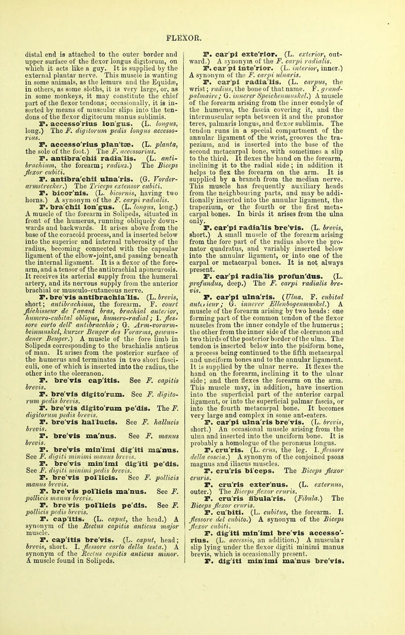 distal end is attached to the outer border and upper surface of the flexor longus digitorum, on wliich it acts like a guy. It is supplied by the external plantar nerve. This muscle is wanting in some animals, as the lemurs and the Equidse, in others, as some sloths, it is very large, or, as in some monkeys, it may constitute the chief part of the flexor tendons; occasionally, it is in- serted by means of muscular slips into the ten- dons of the flexor digitorum manus sublimis. F. accesso'rius lon'gus. (L. longus, long.) The F. digitorum pedis longus aceesso- rius. F. accesso'rius plan'tae. (L. planta, the sole of the foot.) The F. accessorius. F. antibra'chii radia'iis. (L. anti- brachium, the forearm; radius.) The Biceps flexor cubiti. F. antibra'chii ulna'ris. (GL Vorder- armstrecker.) The Triceps extensor cubiti. F. bicor'nis. (L. bicornis, having two horns.) A synonym of the F. carpi radialis. F. bra'chii lon'gus. (L. longus, long.) A muscle of the forearm in Solipeds, situated in front of the humerus, running obliquely down- wards and backwards. It arises above from the base of the coracoid process, and is inserted below into the superior and internal tuberosity of the radius, becoming connected with the capsular ligament of the elbow-joint, and passing beneath the internal ligament. It is a flexor of the fore- arm, and a tensor of the antibrachial aponeurosis. It receives its arterial supply from the humeral artery, and its nervous supply from the anterior brachial or musculo-cutaneous nerve. I*. bre'vis antibrachia'lls. (L. brevis, short; antibrachiicm, the forearm. F. court flechisseur de Vavant bras, brachial anterior, humero-cubital oblique, humero-radial; I. fles- sore corto dell' antibracchio ; Or. Arm-vorarm- beinmuskel, kurzer Beuger des Vorarms, gexoun- dener Beuger.) A muscle of the fore limb in Solipeds corresponding to the brachialis anticus of man. It arises from the posterior surface of the humerus and terminates in two short fasci- culi, one of which is inserted into the radius, the other into the olecranon. F. bre'vis cap itis. See F. capitis brevis. F. bre'vis digitorum. See F. digito- rum pedis brevis. F. bre'vis digito'rum pe'dis. The F. digitorum pedis brevis. F. bre'vis hal'lucis. See F. hallucis brevis. F. bre'vis ma'nus. See F. manus brevis. F. bre'vis min'imi dig'iti ma'nus. See F. digiti minimi manus brevis. F. bre'vis min'imi dig'iti pe'dis. See F. digiti minimi pedis brevis. F. bre'vis pol'licis. See F. pollicis manus brevis. F. bre'vis pol'licis ma'nus. See F. pollicis manus brevis. F. bre'vis pol'licis pe'dis. See F. pollicis pedis brevis. F. cap'itis. (L. caput, the head.) A synonym of the Rectus capitis anticus major muscle. P. cap'itis bre'vis. (L. caput, head; brevis, short. I. flessore corto delta testa.) A synonym of the Rectus capitis anticus minor. A muscle found in Solipeds. F. car'pi exte'rior. (L. exterior, out- ward.) A synonym of the F. carpi radialis. F. car pi inte'rior. (L. interior, inner.) A synonym of the F. carpi ulnaris. F. car'pi radia'iis. (L. carpus, the wrist; radius, the bone of that name. F. grand- palmaire; G. innerer Speichcnmuskel.) A muscle of the forearm arising from the inner condyle of the humerus, the fascia covering it, and the intermuscular septa between it and the pronator teres, palmaris longus, and flexor sublimis. The tendon runs in a special compartment of the annular ligament of the wrist, grooves the tra- pezium, and is inserted into the base of the second metacarpal bone, with sometimes a slip to the third. It flexes the hand on the forearm, inclining it to the radial side ; in addition it helps to flex the forearm on the arm. It is supplied by a branch from the median nerve. This muscle has frequently auxiliary heads from the neighbouring parts, and may be addi- tionally inserted into the annular ligament, the trapezium, or the fourth or the first meta- carpal bones. In birds it arises from the ulna only. F. car'pi radia'iis bre'vis. (L. brevis, short.) A small muscle of the forearm arising from the fore part of the radius above the pro- nator quadratus, and variably inserted below into the annular ligament, or into one of the carpal or metacarpal bones. It is not always present. F. car'pi radia'iis profun'dus. (L. profundus, deep.) The F. carpi radialis bre- vis. F. car'pi ulna'ris. (Ulna. F. cubital antuieur; Q. innerer Ellenbogenmuskel.) A muscle of the forearm arising by two heads : one forming part of the common tendon of the flexor muscles from the inner condyle of the humerus ; the other from the inner side of the olecranon and two thirds of the posterior border of the ulna. The tendon is inserted below into the pisiform bone, a process being continued to the fifth metacarpal and unciform bones and to the annular ligament. It is supplied by the ulnar nerve. It flexes the hand on the forearm, inclining it to the ulnar side; and then flexes the forearm on the arm. This muscle may, in addition, have insertion into the superficial part of the anterior carpal ligament, or into the superficial palmar fascia, or into the fourth metacarpal bone. It becomes very large and complex in some ant-eaters. F. car'pi ulna'ris bre'vis. (L. brevis, short.) An occasional muscle arising from the ulna and inserted into the unciform bone. It is probably a homologue of the peron&us longus. F. cru'ris. (L. cms, the leg. 1. flessore delta coscia.) A synonym of the conjoined psoas magnus and iliacus muscles. F. cru'ris bi'ceps. The Biceps flexor cruris. F. cru'ris exter'nus. (L. externus, outer.) The Biceps flexor cruris. F. cru'ris fibula'ris. (Fibula.) The Biceps flexor cruris. F. cu'biti. (L. cubitus, the forearm. I. flessore del cubito.) A synonym of the Biceps flexor cubiti. F. dig'iti min'imi bre'vis accesso'- rius. (L. acccssio, an addition.) A muscular slip lying under the flexor digiti minimi manus brevis, which is occasionally present. F. dig'iti min'imi ma'nus bre'vis.