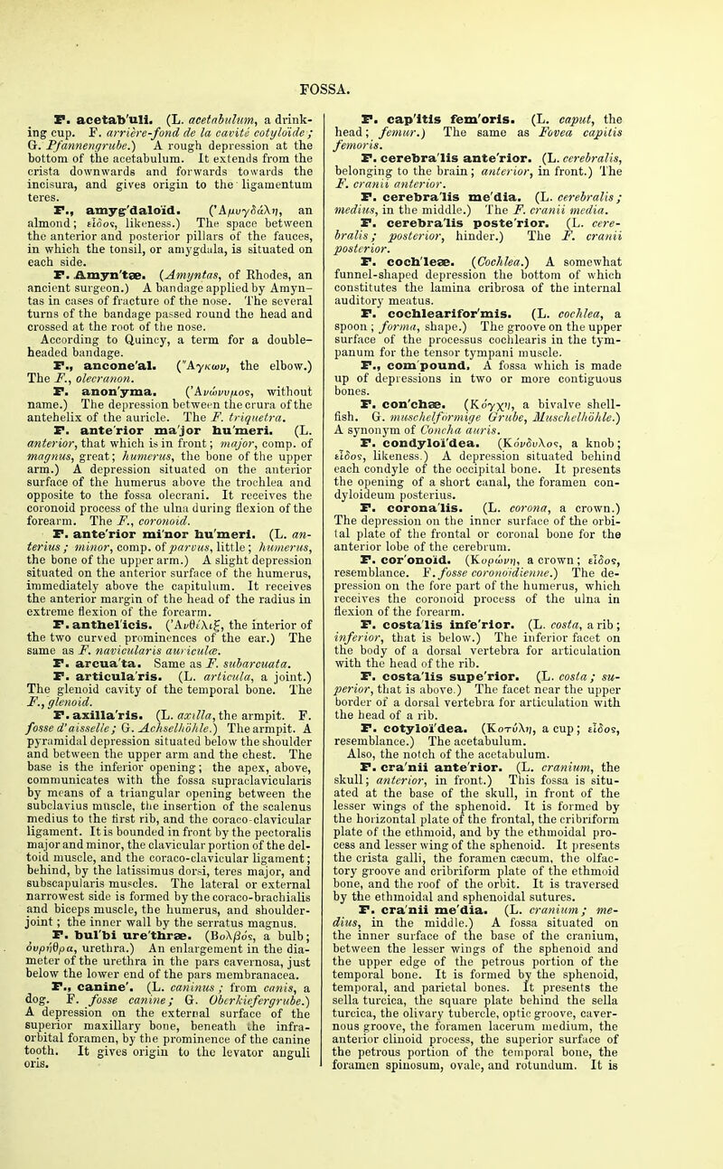 P. acetab'uli. (L. acetabulum, a drink- ing cup. F. arriere-fond de la cavite cotyldide ; G. Pfannengrube.) A rough depression at the bottom of the acetabulum. It extends from the crista downwards and forwards towards the incisura, and gives origin to the' ligamentum teres. P., amyg-'daloid. ('AnuyfiuXn, an almond; eloo«, likeness.) The space between the anterior and posterior pillars of the fauces, in which the tonsil, or amygdala, is situated on each side. P. .&myn'tse. (Amyntas, of Rhodes, an ancient surgeon.) A bandage applied by Amyn- tas in cases of fracture of the nose. The several turns of the bandage passed round the head and crossed at the root of the nose. According to Quincy, a term for a double- headed bandage. P., ancone'al. (AyKiov, the elbow.) The F., olecranon. P. anon'yma, ('Avuvv/xov, without name.) The depression between thecrm-a of the antehelix of the auricle. The F. triquetra. P. anterior major humeri. (L. anterior, that which is in front; major, comp. of magnus, great; humerus, the bone of the upper arm.) A depression situated on the anterior surface of the humerus above the trochlea and opposite to the fossa olecrani. It receives the coronoid process of the ulna during flexion of the forearm. The F., coronoid. P. ante'rior mi'nor bu'meri. (L. an- terius ; minor, comp. of parvus, little; humerus, the bone of the upper arm.) A slight depression situated on the anterior surface of the humerus, immediately above the capitulum. It receives the anterior margin of the head of the radius in extreme flexion of the forearm. P. anthel'icis. (Ai/0t\i£, the interior of the two curved prominences of the ear.) The same as F. navicularis auricula;. P. arcua'ta. Same as F. subarcuata. P. articula'ris. (L. articula, a joint.) The glenoid cavity of the temporal bone. The F., glenoid. P. axillaris. (L. axilla, the armpit. F. fosse d'aisselle; G. Achselltohle.) The armpit. A pyramidal depression situated below the shoulder and between the upper arm and the chest. The base is the inferior opening; the apex, above, communicates with the fossa supraclavicularis by means of a triangular opening between the subclavius muscle, the insertion of the scalenus medius to the first rib, and the coraco-clavicular ligament. It is bounded in front by the pectoralis major and minor, the clavicular portion of the del- toid muscle, and the coraco-clavicular ligament; behind, by the latissimus dorsi, teres major, and subscapularis muscles. The lateral or external narrowest side is formed by the coraco-brachialis and biceps muscle, the humerus, and shoulder- joint ; the inner wall by the serratus magnus. P. bul'bi ure'ttarae. (Bo\/3o's, a bulb; ovpvdpa, urethra.) An enlargement in the dia- meter of the urethra in the pars cavernosa, just below the lower end of the pars membranacea. P., canine'. (L. caninus ; from canis, a dog. F. fosse canine; G. Obcrkiefergrube.) A depression on the external surface of the superior maxillary bone, beneath the infra- orbital foramen, by the prominence of the canine tooth. It gives origin to the levator anguli oris. P. cap'ltls fem'oris. (L. caput, the head; femur.) The same as Fovea capitis femoris. P. cerebra'lis ante'rior. (L. cerebralis, belonging to the brain; anterior, in front.) The F. cranii anterior. P. cerebra'lis me'dia. (L. cerebralis; medius, in the middle.) The F. cranii media. P. cerebra'lis posterior. (L. cere- bralis; posterior, hinder.) The F. cranii posterior. P. coeb'leae. {Cochlea.) A somewhat funnel-shaped depression the bottom of which constitutes the lamina cribrosa of the internal auditory meatus. P. cochlearifor'mis. (L. cochlea, a spoon ; forma, shape.) The groove on the upper surface of the processus cochlearis in the tym- panum for the tensor tympani muscle. P., com pound, A fossa which is made up of depressions in two or more contiguous bones. P. con'chss. (Koyx'h a bivalve shell- fish. G. muschelformige Grube, Muschelhohle.) A synonym of Concha auris. P. condyloi'dea. (K6vSv\o<;, a knob; tlcios, likeness.) A depression situated behind each condyle of the occipital bone. It presents the opening of a short canal, the foramen con- dyloideum posterius. P. corona'lis. (L. corona, a crown.) The depression on the inner surface of the orbi- tal plate of the frontal or coronal bone for the anterior lobe of the cerebrum. P. coronoid. (Kopoivij, a crown ; eI<5os, resemblance. F. fosse coronoidienne.) The de- pression on the fore part of the humerus, which receives the coronoid process of the ulna in flexion of the forearm. P. costa'lis infe'rior. (L. costa, a rib; inferior, that is below.) The inferior facet on the body of a dorsal vertebra for articulation with the head of the rib. P. costa'lis supe'rior. (L. costa; su- perior, that is above.) The facet near the upper border of a dorsal vertebra for articulation with the head of a rib. P. cotyloi'dea. (KotuA?;, a cup ; tl&os, resemblance.) The acetabulum. Also, the notch of the acetabulum. P. cra'nii ante'rior. (L. cranium, the skull; anterior, in front.) This fossa is situ- ated at the base of the skull, in front of the lesser wings of the sphenoid. It is formed by the horizontal plate of the frontal, the cribriform plate of the ethmoid, and by the ethmoidal pro- cess and lesser wing of the sphenoid. It presents the crista galli, the foramen caecum, the olfac- tory groove and cribriform plate of the ethmoid bone, and the roof of the orbit. It is traversed by the ethmoidal and sphenoidal sutures. P. cra'nii me'dia. (L. cranium; me- dius, in the middle.) A fossa situated on the inner surface of the base of the cranium, between the lesser wings of the sphenoid and the upper edge of the petrous portion of the temporal bone. It is formed by the sphenoid, temporal, and parietal bones. It presents the sella turcica, the square plate behind the sella turcica, the olivary tubercle, optic groove, caver- nous groove, the foramen lacerum medium, the anterior clinoid process, the superior surface of the petrous portion of the temporal bone, the foramen spinosum, ovale, and rotundum. It is