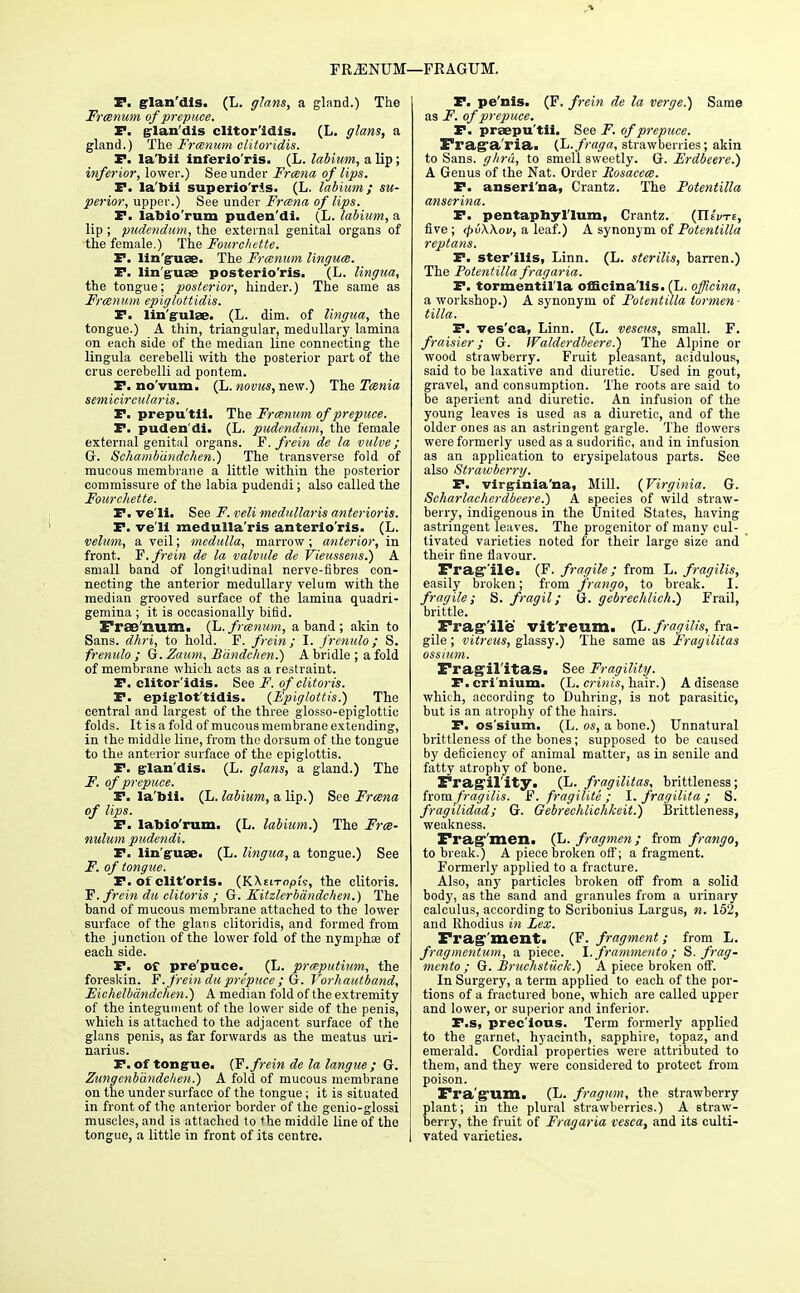 FRJSNUM- F. grlan'dis. (L. glans, a gland.) The Frcenum of prepuce. P. grlan'dis clitor'idis. (L. glans, a gland.) The Frcenum clitoridis. F. la'bii inferio'ris. (L. labium, a lip; inferior, lower.) See under Frcena of lips. F. la'bii superior-Is. (L. labium; su- perior, upper.) See under Frcena of lips. F. labio'rum puden'di. (L. labium, a lip ; pudendum, the external genital organs of the female.) The Fourcltette. P. lin'g-use. The Frcenum lingua. F. lin'gruee posterio'ris. (L. lingua, the tongue; posterior, hinder.) The same as Frcenum epiglottidis. P. lin'grulae. (L. dim. of lingua, the tongue.) A thin, triangular, medullary lamina on each side of the median line connecting the lingula cerebelli with the posterior part of the crus cerebelli ad pontem. P. no'vum. (L. novus, new.) The Taenia semicircularis. P. prepu'tli. The Frcenum of prepuce. P. puden'di. (L. pudendum, the female external genital organs. F. frein de la valve; G. Schambdndchen.) The transverse fold of mucous membrane a little within the posterior commissure of the labia pudendi; also called the Fourcltette. P. ve'li. See F. veli medullaris anterioris. P. ve'li medulla'ris anterio'ris. (L. velum, a veil; medulla, marrow; anterior, in front. F. frein de la valvule de Vieussens.) A small band of longitudinal nerve-fibres con- necting the anterior medullary velum with the median grooved surface of the lamina quadri- gemina ; it is occasionally bifid. Frae'num. (L. frcenum, a band; akin to Sans, dhri, to hold. F. frein; I. fremtio ; S. frenulo ; G. Zaum, Bdndchen.) A bridle ; a fold of membrane which acts as a restraint. P. clitor'idis. See F. of clitoris. P. epiglot tidis. {Epiglottis.) The central and largest of the three glosso-epiglottic folds. It is a fold of mucous membrane extending, in the middle line, from the dorsum of the tongue to the anterior surface of the epiglottis. P. grlan'dis. (L. glans, a gland.) The F. of prepuce. P. la'bii. (L. labium, a lip.) See Frcena of lips. P. labio'rum. (L. labium.) The Fre- nulum pudendi. P. lin'gruse. (L. lingua, a tongue.) See F. of tongue. P. of clit'orls. (KXtiTO/oi'e, the clitoris. F. frein du clitoris ; G. Kitzlerbandchen.) The band of mucous membrane attached to the lower surface of the glans clitoridis, and formed from the junction of the lower fold of the nymphae of each side. P. of pre'puce. (L. prceputium, the foreskin. F. frein du prepuce ; G. Vorhautband, Eichelbdndchen.) A median fold of the extremity of the integument of the lower side of the penis, which is attached to the adjacent surface of the glans penis, as far forwards as the meatus uri- narius. P. of tongue. (F. frein de la langue ; G. Zungenbdndcken.) A fold of mucous membrane on the under surface of the tongue; it is situated in front of the anterior border of the genio-glossi muscles, and is attached to the middle line of the tongue, a little in front of its centre. -FRAGUM. P. pe'nis. (F. frein de la verge.) Same as F. of prepuce. P. praepu'tii. See F. of prepuce. Fragaria. (L.fraga, strawberries; akin to Sans, g/ird, to smell sweetly. G. Erdbeere.) A Genus of the Nat. Order Rosacece. P. anseri'na, Crantz. The Potentilla anserina. P. pentaphyl'lum, Crantz. (JIIvti, five ; <pv\\ov, a leaf.) A synonym of Potentilla reptans. P. ster'ilis, Linn. (L. sterilis, barren.) The Potentilla fragaria. P. tormentil'la officina lis. (L. officina, a workshop.) A synonym of Potentilla tormen- tilla. P. ves'ca, Linn. (L. vescus, small. F. fraisier; G. Walderdbeere.) The Alpine or wood strawberry. Fruit pleasant, acidulous, said to be laxative and diuretic. Used in gout, gravel, and consumption. The roots are said to be aperient and diuretic. An infusion of the young leaves is used as a diuretic, and of the older ones as an astringent gargle. The flowers were formerly used as a sudorific, and in infusion as an application to erysipelatous parts. See also Strawberry. P. virgrinia'na, Mill. {Virginia. G. Scharlacherdbeere.) A species of wild straw- berry, indigenous in the United States, having astringent leaves. The progenitor of many cul- tivated varieties noted for their large size and their fine flavour. Fragile. (F. fragile; from L. fragilis, easily broken; from frango, to break. I. fragile; S. fragil; G. gebrechlich.) Frail, brittle. Fragile' Vit'reum. (L. fragilis, fra- gile ; vitreus, glassy.) The same as Fragilitas ossium. Fragilitas. See Fragility. P. cri'nium. (L. crinis, hair.) A disease which, according to Duhring, is not parasitic, but is an atrophy of the hairs. P. os'sium. (L. os, a bone.) Unnatural brittleness of the bones; supposed to be caused by deficiency of animal matter, as in senile and fatty atrophy of bone. Fragility. (L. fragilitas, brittleness; from fragilis. F. fragilite ; I. fragilita; 8. fragilidad; G. Gebrechlichkeit.) Brittleness, weakness. Frag'men. (L. fragmen; from frango, to break.) A piece broken off; a fragment. Formerly applied to a fracture. Also, any particles broken off from a solid body, as the sand and granules from a urinary calculus, according to Scribonius Largus, n. 152, and Rhodius in Lex. Fragment. (F. fragment; from L. fragmentum, a piece, l.frammento; S. frag- mcnto ; G. Bruchstiiek.) A piece broken off. In Surgery, a term applied to each of the por- tions of a fractured bone, which are called upper and lower, or superior and inferior. P.s, prec'ious. Term formerly applied to the garnet, hyacinth, sapphire, topaz, and emerald. Cordial properties were attributed to them, and they were considered to protect from poison. Fra'gUIXl. (L. fragum, the strawberry plant; in the plural strawberries.) A straw- berry, the fruit of Fragaria vesca, and its culti- vated varieties.