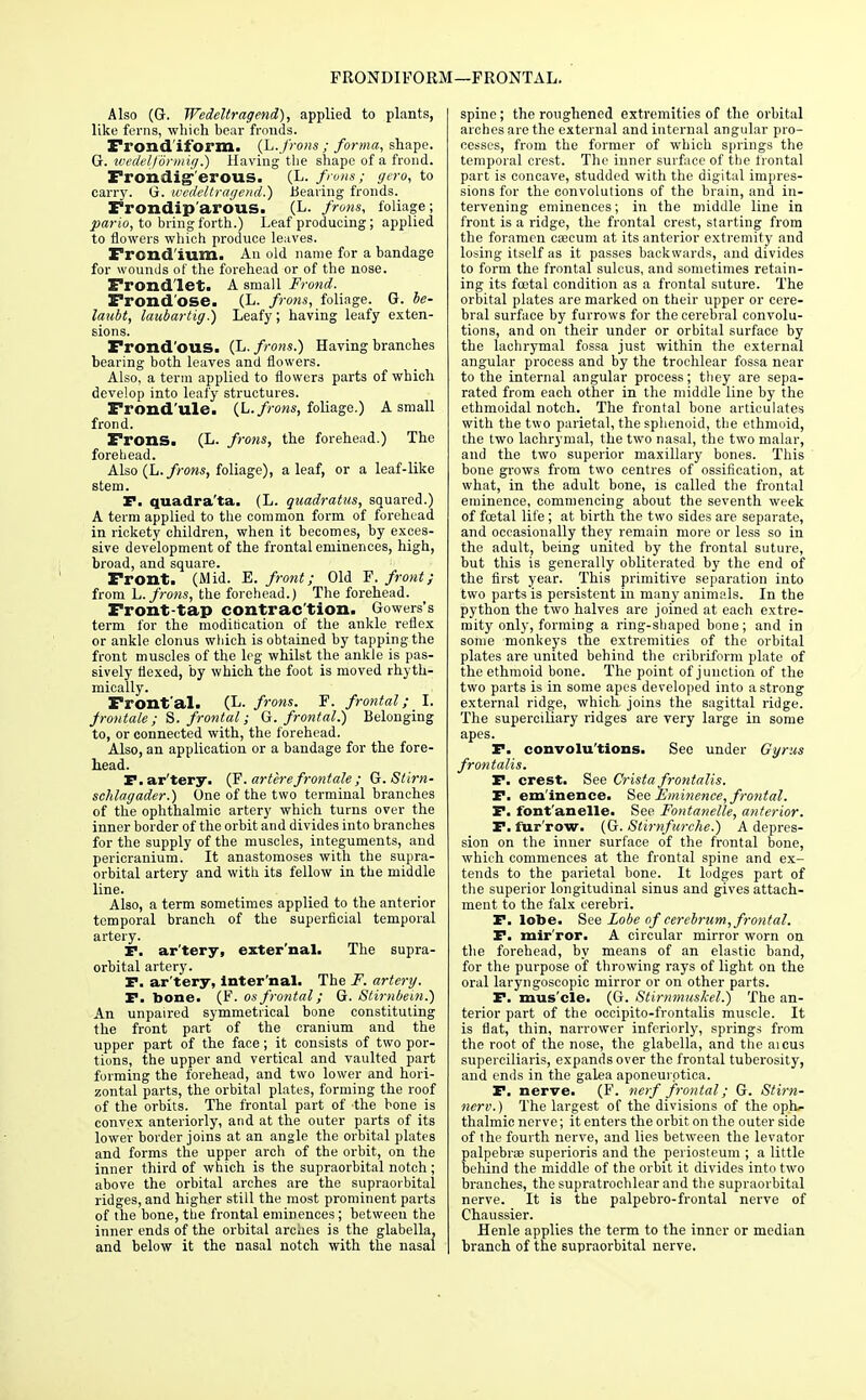 FRONDIFORM—FRONTAL. Also (G. Wedeltragend), applied to plants, like ferns, which bear fronds. Frond, itiorm. (L.frons ; forma, shape. G. wedeljormig.) Having the shape of a frond. Frondig-'erous. (L. from; gero, to carry. G. wedeltragend.') Bearing fronds. Frondip'arous. (L. from, foliage; pario, to bring forth.) Leaf producing; applied to flowers which produce leaves. Frond'ium. An old name for a bandage for wounds of the forehead or of the nose. Frond let. A small Frond. Frond'ose. (L. from, foliage. G. be- laubt, laubartig.) Leafy; having leafy exten- sions. Frond'ous. (L. from.) Having branches bearing both leaves and flowers. Also, a term applied to flowers parts of which develop into leafy structures. Frond'ule. (.L.frons, foliage.) A small frond. Frons. (L. from, the forehead.) The forehead. Also (L.frons, foliage), a leaf, or a leaf-like stem. P. quadra'ta. (L. quadratics, squared.) A term applied to the common form of forehead in rickety children, when it becomes, by exces- sive development of the frontal eminences, high, broad, and square. Front. (Mid. E. front; Old F. front; from L.frons, the forehead.) The forehead. Front-tap contraction. Gowers's term for the modification of the ankle reflex or ankle clonus which is obtained by tapping the front muscles of the leg whilst the ankle is pas- sively flexed, by which the foot is moved rhyth- mically. Frontal. (L. from. F. frontal; I. frontale; S. frontal; G. frontal.) Belonging to, or connected with, the forehead. Also, an application or a bandage for the fore- head. P. ar'tery. (F. arterefrontale; G. St'trn- schlagader.) One of the two terminal branches of the ophthalmic artery which turns over the inner border of the orbit and divides into branches for the supply of the muscles, integuments, and pericranium. It anastomoses with the supra- orbital artery and with its fellow in the middle line. Also, a term sometimes applied to the anterior temporal branch of the superficial temporal artery. TP. ar'tery, external. The supra- orbital artery. P. ar'tery, inter'nal. The F. artery. P. bone. (F. os frontal; G. Stirnbem.) An unpaired symmetrical bone constituting the front part of the cranium and the upper part of the face; it consists of two por- tions, the upper and vertical and vaulted part forming the forehead, and two lower and hori- zontal parts, the orbital plates, forming the roof of the orbits. The frontal part of the bone is convex anteriorly, and at the outer parts of its lower border joins at an angle the orbital plates and forms the upper arch of the orbit, on the inner third of which is the supraorbital notch ; above the orbital arches are the supraorbital ridges, and higher still the most prominent parts of the bone, the frontal eminences; between the inner ends of the orbital arches is the glabella, and below it the nasal notch with the nasal spine; the roughened extremities of the orbital arches are the external and internal angular pro- cesses, from the former of which springs the temporal crest. The inner surface of the frontal part is concave, studded with the digital impres- sions for the convolutions of the brain, and in- tervening eminences; in the middle line in front is a ridge, the frontal crest, starting from the foramen caecum at its anterior extremity and losing itself as it passes backwards, and divides to form the frontal sulcus, and sometimes retain- ing its foetal condition as a frontal suture. The orbital plates are marked on their upper or cere- bral surface by furrows for the cerebral convolu- tions, and on their under or orbital surface by the lachrymal fossa just within the external angular process and by the trochlear fossa near to the internal angular process; they are sepa- rated from each other in the middle line by the ethmoidal notch. The frontal bone articulates with the two parietal, the sphenoid, the ethmoid, the two lachrymal, the two nasal, the two malar, and the two superior maxillary bones. This bone grows from two centres of ossification, at what, in the adult bone, is called the frontal eminence, commencing about the seventh week of foetal life; at birth the two sides are separate, and occasionally they remain more or less so in the adult, being united by the frontal suture, but this is generally obliterated by the end of the first year. This primitive separation into two parts is persistent in many animals. In the python the two halves are joined at each extre- mity only, forming a ring-shaped bone; and in some monkeys the extremities of the orbital plates are united behind the cribriform plate of the ethmoid bone. The point of junction of the two parts is in some apes developed into a strong external ridge, which joins the sagittal ridge. The superciliary ridges are very large in some apes. P. convolutions. See under Gyrus frontalis. P. crest. See Crista frontalis. P. em inence. See Eminence, frontal. P. font'anelle. See Fontanelle, anterior. P. fur row. (G. Stirnfurche.) A depres- sion on the inner surface of the frontal bone, which commences at the frontal spine and ex- tends to the parietal bone. It lodges part of the superior longitudinal sinus and gives attach- ment to the falx cerebri. P. lobe. See Lobe of cerebrum, frontal. P. mir ror. A circular mirror worn on the forehead, by means of an elastic band, for the purpose of throwing rays of light on the oral laryngoscopic mirror or on other parts. P. muscle. (G. Stirnmuskel.) The an- terior part of the occipito-frontalis muscle. It is fiat, thin, narrower interiorly, springs from the root of the nose, the glabella, and the aicus superciliaris, expands over the frontal tuberosity, and ends in the galea aponeui ptica. P. nerve. (F. nerf frontal; G. Stirn- nerv.) The largest of the divisions of the oph- thalmic nerve; it enters the orbit on the outer side of the fourth nerve, and lies between the levator palpebrse superioris and the periosteum ; a little behind the middle of the orbit it divides into two branches, the supratrochlear and the supraorbital nerve. It is the palpebro-frontal nerve of Chaussier. Henle applies the term to the inner or median branch of the supraorbital nerve.