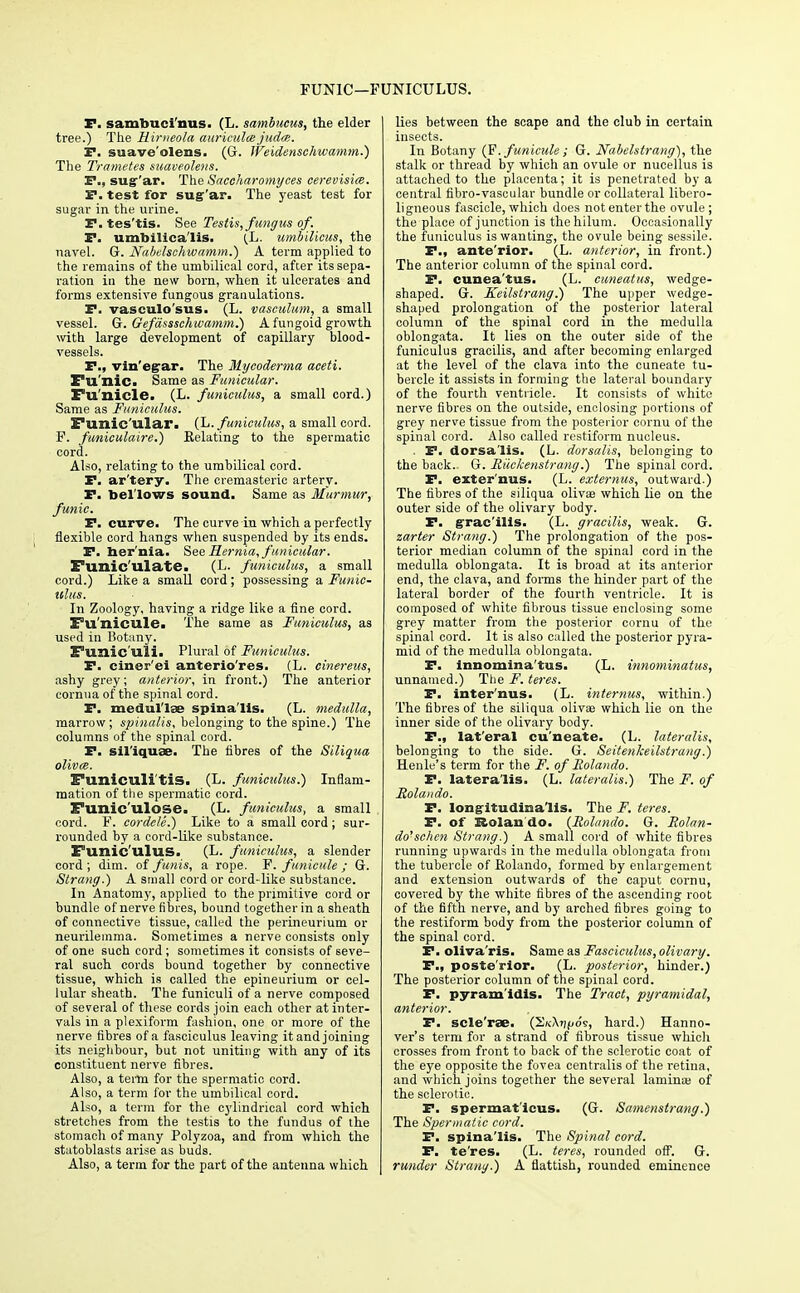 FUNIC—FUNICULUS. P. sambuci'nus. (L. sambucus, the elder tree.) The Himeola auriculce judce. F. suave'olens. (G. Weidenschwamm.) The Trametes suaveolens. P., sugf'ar. The Saccharomyces cerevisim. F. test for sug'ar. The yeast test for sugar in. the urine. F.tes'tis. See Testis, fungus of. F. umbilicalis. (.L. umbilicus, the navel. G. Nabelsehwamm.) A term applied to the remains of the umbilical cord, after its sepa- ration in the new bom, when it ulcerates and forms extensive fungous granulations. F. vasculo'sus. (L. vasculum, a small vessel. G. Gefassschwamm.) A fungoid growth with large development of capillary blood- vessels. P., vin'egar. The Mycoderma aceti. ru'nic. Same as Funicular. Fu'nicle. (L. funiculus, a small cord.) Same as Funiculus. E°uixic'ular. (L. funiculus, a small cord. F. funlculaire.) Relating to the spermatic cord. Also, relating to the umbilical cord. P. ar'tery. The cremasteric artery. P. bellows sound. Same as Murmur, funic. P. curve. The curve in which a perfectly flexible cord hangs when suspended by its ends. P. hernia. See Hernia, funicular. Funic'lllate. (L. funiculus, a small cord.) Like a small cord ; possessing a Funic- tllus. In Zoology, having a ridge like a fine cord. Fu'nicule. The same as Funiculus, as used in Botany. Funiculi. Plural of Funiculus. P. ciner'ei anterio'res. (L. cinereus, ashy grey; anterior, in front.) The anterior cornua of the spinal cord. P. medullae spinalis. (L. medulla, marrow; spinalis, belonging to the spine.) The columns of the spinal cord. P. sil'iquse. The fibres of the Siliqua olivce. Funiculi tis. (L. funiculus.) Inflam- mation of the spermatic cord. Funic'ulose. (L. funiculus, a small cord. F. cordele.) Like to a small cord; sur- rounded by a cord-like substance. Funiculus. (L. funiculus, a slender cord ; dim. of funis, a rope. F. funicule ; G. Strang.) A small cord or cord-like substance. In Anatomy, applied to the primitive cord or bundle of nerve fibres, bound together in a sheath of connective tissue, called the perineurium or neurilemma. Sometimes a nerve consists only of one such cord; sometimes it consists of seve- ral such cords bound together by connective tissue, which is called the epineurium or cel- lular sheath. The funiculi of a nerve composed of several of these cords join each other at inter- vals in a plexiform fashion, one or more of the nerve fibres of a fasciculus leaving it and joining its neighbour, but not uniting with any of its constituent nerve fibres. Also, a term for the spermatic cord. Also, a term for the umbilical cord. Also, a term for the cylindrical cord which stretches from the testis to the fundus of the stomach of many Polyzoa, and from which the statoblasts arise as buds. Also, a term for the part of the antenna which lies between the scape and the club in certain insects. In Botany (F. funicule; G. Nabelstrang), the stalk or thread by which an ovule or nucellus is attached to the placenta; it is penetrated by a central fibro-vascular bundle or collateral libero- ligneous fascicle, which does not enter the ovule; the place of junction is thehilum. Occasionally the funiculus is wanting, the ovule being sessile. P., ante'rior. (L. anterior, in front.) The anterior column of the spinal cord. P. cunea'tus. (L. cuneatus, wedge- shaped. G. Keilstrang.) The upper wedge- shaped prolongation of the posterior lateral column of the spinal cord in the medulla oblongata. It lies on the outer side of the funiculus gracilis, and after becoming enlarged at the level of the clava into the cuneate tu- bercle it assists in forming the lateral boundary of the fourth ventricle. It consists of white nerve fibres on the outside, enclosing portions of grey nerve tissue from the posterior cornu of the spinal cord. Also called restiform nucleus. . P. dorsa'lis. (L. dorsalis, belonging to the back. G. Riickenstrang.) The spinal cord. P. exter'nus. (L. externus, outward.) The fibres of the siliqua olivae which lie on the outer side of the olivary body. P. gracilis. (L. gracilis, weak. G. zarter Strang.) The prolongation of the pos- terior median column of the spinal cord in the medulla oblongata. It is broad at its anterior end, the clava, and forms the hinder part of the lateral border of the fourth ventricle. It is composed of white fibrous tissue enclosing some grey matter from the posterior cornu of the spinal cord. It is also called the posterior pyra- mid of the medulla oblongata. P. innomina'tus. (L. innominatus, unnamed.) The F. teres. P. inter'nus. (L. internus, within.) The fibres of the siliqua olivae which lie on the inner side of the olivary body. P., lat'eral cu'neate. (L. lateralis, belonging to the side. G. Seitenkeilstrang.) Henle's term for the F. of Rolando. P. lateralis. (L. lateralis.) The F. of Rolando. P. longltudina'lis. The F. teres. P. of Rolan do. {Rolando. G. Rolan- do'schen Strang.) A small cord of white fibres running upwards in the medulla oblongata from the tubercle of Rolando, formed by enlargement and extension outwards of the caput cornu, covered by the white fibres of the ascending root of the fifth nerve, and by arched fibres going to the restiform body from the posterior column of the spinal cord. P. oliva'ris. Same as Fasciculus, olivary. P., poste'rior. (L. posterior, hinder.) The posterior column of the spinal cord. P. pyramldis. The Tract, pyramidal, anterior. P. scle'rae. (2KXt)(/o's, hard.) Hanno- ver's term for a strand of fibrous tissue which crosses from front to back of the sclerotic coat of the eye opposite the fovea centralis of the retina, and which joins together the several lamina; of the sclerotic. P. spermatlcus. (G. Samenslrang.) The Spermatic cord. P. spinalis. The Spinal cord. P. te'res. (L. teres, rounded off. G. runder Strang.) A flattish, rounded eminence