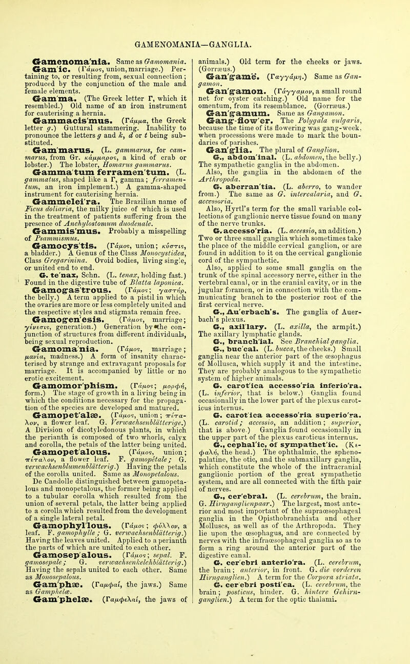 GAM ENOMANIA—GANGLIA. Ga.menoma n.ia. Same as Gamomania. Gam'iCi (Tapos, union,marriage.) Per- taining to, or resulting from, sexual connection ; produced by the conjunction of the male and female elements. Gam ma. (The Greek letter r, which it resembled.) Old name of aD iron instrument for cauterising a hernia. Gammacis'mus. (r<w»a> the Greek letter g.) Guttural stammering. Inability to pronounce the letters g and k, d or t being sub- stituted. Gammarus. (L. gammarus, for cam- marus, from Gr. Ka/x/j.apos, a kind of crab or lobster.) The lobster, Homarus gammarus. Gamma turn ferr amen turn. (L. gammatus, shaped like a r, gamma; ferramen- tum, an iron implement.) A gamma-shaped instrument for cauterising hernia. Gammelei'ra. The Brazilian name of Ficus doliaria, the milky juice of which is used in the treatment of patients suffering from the presence of Anchylostomum duodenale. Gammis'mus. Probably a misspelling of Psammismus. Gamocys'tis. (Vd/nos, union; /cuo-Tts, a bladder.) A Genus of the Class Monocystidea, Class Gregarinina. Ovoid bodies, living single, or united end to end. G. te'nax, Schn. (L. tenax, holding fast.) Found in the digestive tube of Blatta laponica. GamOffaS tl'OUS. (Va/Jioi; yaar-ri'ip, the belly.) A term applied to a pistil in which the ovaries are more or less completely united and the respective styles and stigmata remain free. Gamog'en'esiSi (radios, marriage; •yti/Eo-ts, generation.) Generation by«the con- junction of structures from different individuals, being sexual reproduction. Gamoma nia. (Tdp.os, marriage; fiavia, madness.) A form of insanity charac- terised by strange and extravagant proposals for marriage. It is accompanied by little or no erotic excitement. Gamomor phisin. (r-i/tos; /<..,../,>;, form.) The stage of growth in a living being in which the conditions necessary for the propaga- tion of the species are developed and matured. Gamopet'alae. (Tujuoe, union; irvra- \ov, a flower leaf. G. Verwachsenblatterige.) A Division of dicotyledonous plants, in which the perianth is composed of two whorls, calyx and corolla, the petals of the latter being united. Gamopet'alous. (r<lp.os, union; irtTa\ov, a flower leaf. F. gamopetale ; G. verwachsenblumenblatterig.) Having the petals of the corolla united. Same as Monopetalous. De Candolle distinguished between gamopeta- lous and monopetalous, the former being applied to a tubular corolla which resulted from the union of several petals, the latter being applied to a corolla which resulted from the development of a single lateral petal. Gamophyl'lous. (ra,uos; <pv\\ov, a leaf. F. gamophylle ; G. verwachscnbldtterig.) Having the leaves united. Applied to a perianth the parts of which are united to each other. Gamosep'alous. (ra^os; sepal. F. gamosepale; G. verwaehsenkelchblatterig.) Having the sepals united to each other. Same as Monosepalous. Gam ph3E. (Fapcpai, the jaws.) Same as Gamphelce. Gamphela?. (ja^iXni, the jaws of animals.) Old term for the cheeks or jaws. (Gorraeus.) Gan'g'ame'a (Tayyayuij.) Same as Gaii- g anion. Gan'g'amon. (rdyya/nov, a small round net for oyster catching.) Old name for the omentum, from its resemblance. (Gomeus.) Gan'g'amu.m. Same as Gangamon. Gang'-flow'er. The Polygala vulgaris, because the time of its flowering was gang-week, when processions were made to mark the boun- daries of parishes. Gan'glia. The plural of Ganglion. G., abdominal. (L. abdomen, the belly.) The sympathetic ganglia in the abdomen. Also, the ganglia in the abdomen of the Arthrojwda. G. aberran'tia. (L. aberro, to wander from.) The same as G. intercalaria, and G. accesa&ria. Also, Hyrtl's term for the small variable col- lections of ganglionic nerve tissue found on many of the nerve trunks. G. accesso'ria. (L. accessio, an addition.) Two or three small ganglia which sometimes take the place of the middle cervical ganglion, or are found in addition to it on the cervical ganglionic cord of the sympathetic. Also, applied to some small ganglia on the trunk of the spinal accessory nerve, either in the vertebral canal, or in the cranial cavity, or in the jugular foramen, or in connection with the com- municating branch to the posterior root of the first cervical nerve. G., Au'erbacb's. The ganglia of Auer- bach's plexus. G., axillary. (L. axilla, the armpit.) The axillary lymphatic glands. G., branchial. See Branchial ganglia. G., buc cal. (L. bucca, the cheeks.) Small ganglia near the anterior part of the oesophagus of Mollusca, which supply it and the intestine. They are probably analogous to the sympathetic system of higher animals. G- carot'ica accesso'ria inferio'ra. (L. inferior, that is below.) Ganglia found occasionally in the lower part of the plexus carot- icus internus. G. carot'ica accesso'ria superio'ra. (L. carotid; accessio, an addition; superior, that is above.) Ganglia found occasionally in the upper part of the plexus caroticus internus. G., cepbal'ic, of sympathetic. (Kt- <f>a\ri, the head.) The ophthalmic, the spheno- palatine, the otic, and the submaxillary ganglia, which constitute the whole of the intracranial ganglionic portion of the great sympathetic system, and are all connected with the fifth pair of nerves. G., cer'ebral. (L. cerebrum, the brain. G. Hirnganglienpaar.) The largest, most ante- rior and most important of the supraoesophageal ganglia in the Opisthobranchiata and other Molluscs, as well as of the Arthropoda. They lie upon the oesophagus, and are connected by nerves with the infraoesophageal ganglia so as to form a ring around the anterior part of the digestive canal. G. cer ebri anterio'ra. (L. cerebrum, the brain; anterior, in front. G. die vorderen Hirnganglien.) A term for the Corpora striata. G. cer ebri posti'ca. (L. cerebrum, the brain; posticus, hinder. G. hintcre Gehim- ganglien.) A term for the optic thalami.