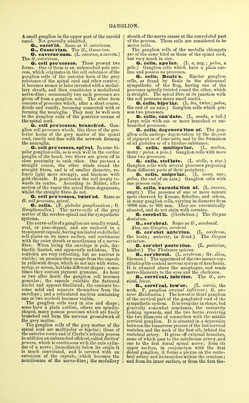 A small ganglion in the upper part of the carotid canal. Not generally admitted. G., carot'id. Same as G. earotieum. O., Casse'rian. The 67., Gasserian. G. caverno'sum. (L. eavcrna, a cavern.) The G. earotieum. G. cell pro'cesses. These present two forms. One of them is an unbranched pale pro- cess, which originates in the cell substance of the ganglion cells of the anterior horn of the grey substance of the spinal cord and other centres ; it becomes sooner or later invested with a medul- lary sheath, and then constitutes a medullated nerve-fibre; occasionally two such processes are given off from a ganglion cell. The other form consists of processes which, after a short course, divide and ramify, becoming connected with or forming the neuroglia. They may be well seen in the ganglion cells of the posterior cornua of the spinal cord. G. cell pro'cesses, branch'ed. Gan- glion cell processes which, like those of the pos- terior horns of the grey matter of the spinal cord, ramify and fuse with the network forming the neuroglia. G. cell pro'cesses, spl'ral. In some bi- polar ganglion cells, as is seen well in the cardiac ganglia of the heart, two fibres are given off in close proximity to each other. One pursues a straight course, the other winds round the straight fibres, and is of smaller diameter, re- fracts light more strongly, and blackens with gold chloride. It penetrates the cell deeply to- wards its centre. According to Bidder, after section of the vagus the spiral fibres degenerate, whilst the straight fibres do not. G. cell pro'cesses, twist'ed. Same as G. cell processes, spiral. G. cells. (F. globules ganglionaires; G. Ganglienzellen.) The nerve-cells of the grey matter of the cerebro-spinal and the sympathetic systems. The nerve-cells of a ganglion are usually round, oval, or pear-shaped, and are enclosed in a transparent capsule, having nucleated endothelial cell-plates on its inner surface, and continuous with the outer sheath or neurilemma of a nerve- fibre. AVhen living the envelope is pale, dis- tinctly limited, and apparently anhistous. The contents are very refracting, but no nucleus is visible; on pressure they escape from the capsule in yellowish drops, which do not mix with water, syrup, or serum, but take different shapes; some- times they contain pigment granules. An hour or two after death the ganglion cell becomes granular; the capsule exhibits the flattened nuclei and appears fibrillated; the contents be- come solid and separate themselves from the envelope; and a reticulated nucleus containing one or two nucleoli becomes visible. The ganglion cells vary in size and shape; some have a plain outline, others are spindle- shaped, many possess processes which are finely branched and form the nervous groundwork of the grey matter. The ganglion cells of the grey matter of the spinal cord are multipolar or bipolar; those of the anterior cornu and of Clarke's column possess in addition an unbranched offshoot, called Beiters' process, which is continuous with the axis cylin- der of a nerve; immediately below its origin it is much convoluted, and is covered with an extension of the capsule, vhich becomes the neurilemma of the nerve-fibre; the medullary sheath of the nerve ceases at the convoluted part of the process. These cells are considered to be motor cells. The ganglion cells of the medulla oblongata are of the same kind as those of the spinal cord, but vary much in size. G. cells, apo'lar. (L. a, neg.; polus, a pole.) Ganglion cells which have a plain out- line and possess no processes. G. cells, Beale's. Bipolar ganglion cells, as found by Beale in the abdominal sympathetic of the frog, having one of the processes spirally twisted round the other, which is straight. The spiral fibre at its junction with the cell possesses many small nuclei. G. cells, bipolar. (L. bis, twice; polus, the end of an axis.) Ganglion cells which pos- sess two processes. G. cells, cau'date. (L. cauda, a tail.) Large cells with one or more branched or un- branched processes. G. cells, degrenera'tion of. The gan- glion cells undergo degeneration by the deposit of pigment or of lime salts, and by the formation of oil globules or of a hyaline substance. G. cells, multipolar. (L. inultus, many; polus, a pole.) Ganglion cells with more than two processes. G. cells, stellate. (L. stclla, a star.) Ganglion cells with several processes projecting from different parts of their periphery. G. cells, unipolar. (L. unus, one; polus, the end of an axis.) Ganglion cells with one process only. G. cells, vacuola'tion of. (L. vacuus, empty.) The presence of one or more minute spots observed by Krauze, Schultze, and others, in many ganglion cells, varying in diameter from •0006 mm. to -001 mm. They are excentrically situated, and do not stain with carmine. G. cerebel'U. (Cerebellum.) The Corpus dentatum. G., cer'ebral. Same as G., cerebroid. Also, see Ganglia, cerebral. G. cer'ebri ante'rius. (L. cerebrum, the brain; anterior, in front.) The Corpus striatum. G. cer'ebri poste'rius. (L. posterior, hinder.) The Thalamus opticus. G., cer'ebro'id. (L. cerebrum; Gr. t!<5o9, likeness.) The uppermost of the two masses con- stituting the central nervous system of Arachnida. It is situated above the oesophagus, and sends nerve-filaments to the eyes and the chelicerae. G., cervi'cal, inferior. The G., cer- vical, lower. G., cervi'cal, low'er. (L. cervix, the neck. F. ganglion cervical inferieur; G. un- terer Halsknoten.) The lowest or third ganglion of the cervical part of the gangliated cord of the sympathetic system. It is irregular in shape, but generally somewhat semilunar, the concavity looking upwards, and the two horns receiving the two filaments of connection with the middle cervical ganglion. It is situated in a depression between the transverse process of the last cervical vertebra and the heck of the first rib, behind the vertebral artery. It gives off external branches, some of which pass to the subclavian artery, and one to the first dorsal spinal nerve; from its upper surface, in conjunction with the first dorsal ganglion, it forms a plexus on the verte- bral artery and its branches within the cranium ; and from its inner surface, or from the first tho-
