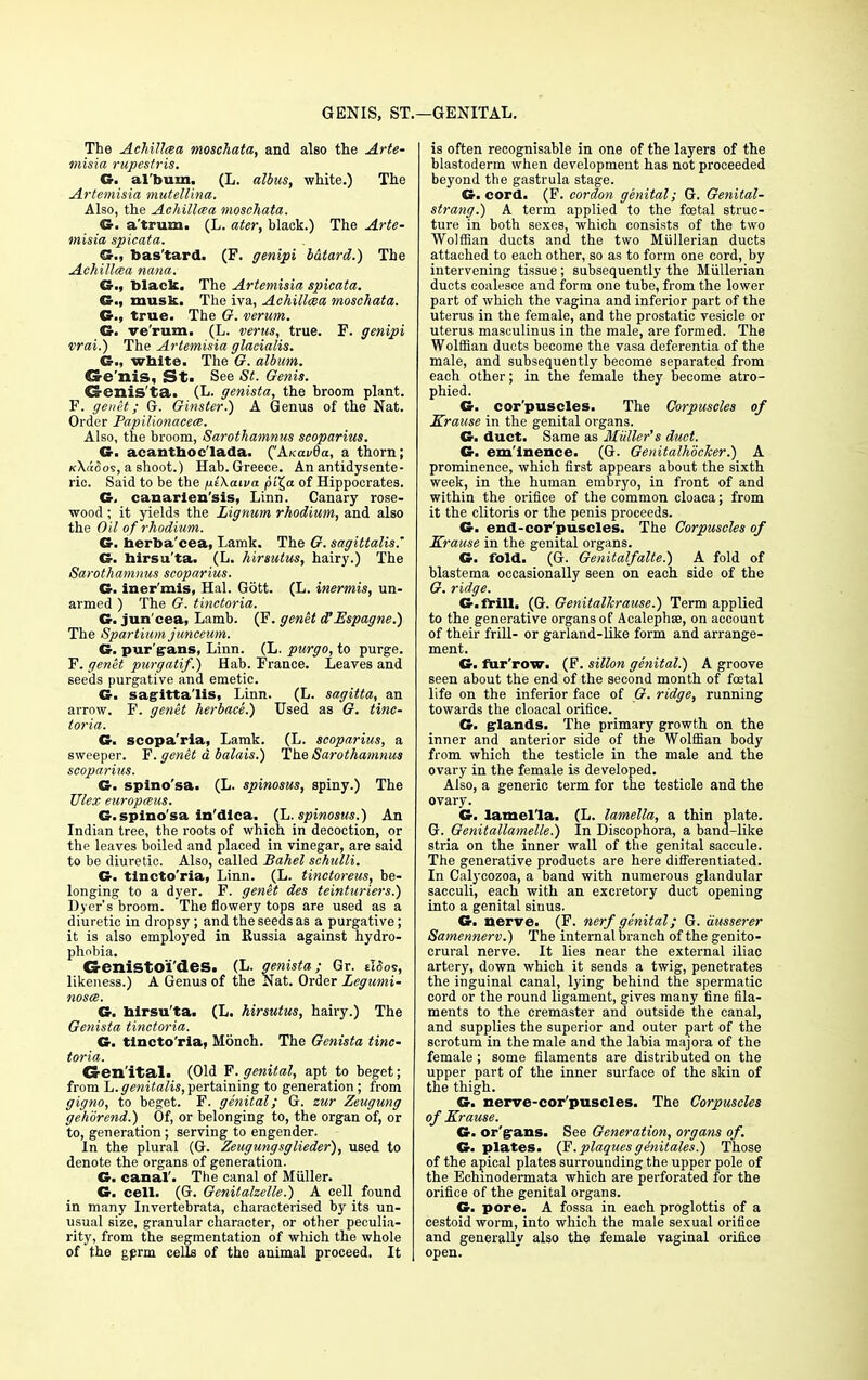 The Achillcea moschata, and also the Arte- misia rupestris. G. al'bum. (L. albus, white.) The Artemisia mutellina. Also, the Achillea moschata. G. a'trum. (L. ater, black.) The Arte- misia spicata. bas'tard. (F. genipi batard.) The Achillcea nana. G., black. The Artemisia spicata. musk. The iva, Achillcea moschata. Cr., true. The G. verum. G. ve'rum. (L. verus, true. F. genipi vrai.) The Artemisia glacialis. G., white. The G. album. Cre'nis, St. See St. Genis. Cs-enis ta. (L. genista, the broom plant. F. genet; G. Ginster.) A Genua of the Nat. Order Papilionacece. Also, the broom, Sarothamnus scoparius. G. acantboc'lada. ('Atcavda, a thorn; icXa5o9, a shoot.) Hab. Greece. An antidysente- ric. Said to be the /meXaiva pi'£a of Hippocrates. Cr, canarien'sis, Linn. Canary rose- wood ; it yields the Lignum rhodium, and also the Oil of rhodium. G. nerba'cea, Lamk. The G. sagittalis. G. hirsu'ta. (L. hirsutus, hairy.) The Sarothamnus scoparius. G. iner'mis, Hal. Gott. (L. inermis, un- armed ) The G. tinctoria. G. jun'cea, Lamb. (F. genet d'Hspagne.) The Spartium janceum. G. pur'gans, Linn. (L. purgo, to purge. F. genet purgatif.) Hab. France. Leaves and seeds purgative and emetic. G. sagitta lis, Linn. (L. sagitta, an arrow. F. genet herbace.) Used as G. tinc- toria. G. scopa'ria, Lamk. (L. scoparius, a sweeper. F. genet d balais.) The Sarothamnus scoparius. G. spino'sa. (L. spinosus, spiny.) The Ulex europceus. G. spino'sa in'dica. (L. spinosus.) An Indian tree, the roots of which in decoction, or the leaves boiled and placed in vinegar, are said to be diuretic. Also, called Bahel schulli. G. tincto'ria, Linn. (L. tinctoreus, be- longing to a dyer. F. genet des teinturiers.) Dyer's broom. The flowery tops are used as a diuretic in dropsy; and the seeds as a purgative; it is also employed in Russia against hydro- phobia. G-eniStOl'deS. (L. genista; Gr. elSos, likeness.) A Genus of the Nat. Order Legumi- nosce. Cr. hirsu'ta. (L. hirsutus, hairy.) The Genista tinctoria. G. tincto'ria, Monch. The Genista tinc- toria. Cren'ital. (Old F. genital, apt to beget; from ~L. genitalis, pertaining to generation ; from gigno, to beget. F. genital; G. zur Zeugung gehorend.) Of, or belonging to, the organ of, or to, generation; serving to engender. In the plural (G. Zeugungsglieder), used to denote the organs of generation. G. canal'. The canal of Miiller. G. cell. (G. Genitalzelle.) A cell found in many Invertebrata, characterised by its un- usual size, granular character, or other peculia- rity, from the segmentation of which the whole of the gprm cells of the animal proceed. It is often recognisable in one of the layers of the blastoderm when development has not proceeded beyond the gastrula stage. G. cord. (F. cordon genital; G. Genital- strang.) A term applied to the foetal struc- ture in both sexes, which consists of the two Wolffian ducts and the two Mullerian ducts attached to each other, so as to form one cord, by intervening tissue; subsequently the Mullerian ducts coalesce and form one tube, from the lower part of which the vagina and inferior part of the uterus in the female, and the prostatic vesicle or uterus masoulinus in the male, are formed. The Wolffian ducts become the vasa deferentia of the male, and subsequently become separated from each other; in the female they become atro- phied. G. cor'puscles. The Corpuscles of Krause in the genital organs. G. duct. Same as Miller's duct. Cr. em inence. (G. Genitalhbcker.) A prominence, which first appears about the sixth week, in the human embryo, in front of and within the orifice of the common cloaca; from it the clitoris or the penis proceeds. G. end-cor'puscles. The Corpuscles of Krause in the genital organs. G. fold. (G. Genitalfalte.) A fold of blastema occasionally seen on each side of the G. ridge. G. frill. (G. Genitallcrause.) Term applied to the generative organs of Acalephse, on account of their frill- or garland-like form and arrange- ment. G. fur'row. (F. sillon genital^) A groove seen about the end of the second month of foetal life on the inferior face of G. ridge, running towards the cloacal orifice. G. glands. The primary growth on the inner and anterior side of the Wolffian body from which the testicle in the male and the ovary in the female is developed. Also, a generic term for the testicle and the ovary. G. lamella. (L. lamella, a thin plate. G. Genitallamelle.) In Discophora, a band-like stria on the inner wall of the genital saccule. The generative products are here differentiated. In Calycozoa, a band with numerous glandular sacculi, each with an excretory duct opening into a genital sinus. G. nerve. (F. nerf genital; G. ausserer Samennerv.) The internal branch of the genito- crural nerve. It lies near the external iliac artery, down which it sends a twig, penetrates the inguinal canal, lying behind the spermatic cord or the round ligament, gives many fine fila- ments to the cremaster and outside the canal, and supplies the superior and outer part of the scrotum in the male and the labia majora of the female ; some filaments are distributed on the upper part of the inner surface of the skin of the thigh. G. nerve-cor puscles. The Corpuscles of Krause. Cr. or'gans. See Generation, organs of. Cr. plates. (F.plaquesgenitales.) Those of the apical plates surrounding the upper pole of the Echinodermata which are perforated for the orifice of the genital organs. G. pore. A fossa in each proglottis of a cestoid worm, into which the male sexual orifice and generally also the female vaginal orifice open.