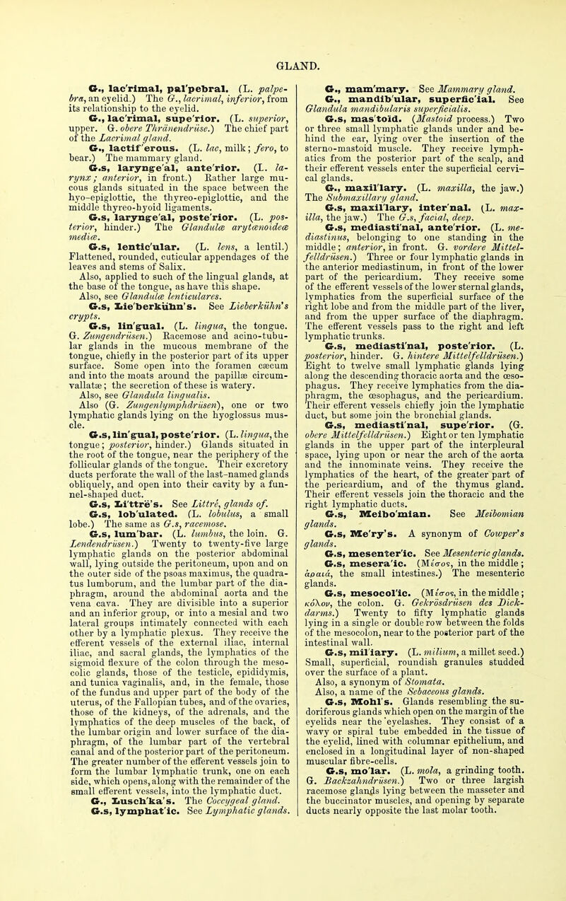 C, lac'rimal, pal'pebral. (L. palpe- bra, an eyelid.) The G., lacrimal, inferior, from its relationship to the eyelid. G., lac'rimal, supe'rlor. (L. superior, upper. G. obere Thrdnendrusc.) The chief part of the Lacrimal gland. G., lactiferous. (L. lac, milk; fero, to bear.) The mammary gland. G.s, laryngeal, anterior. (L. la- rynx; anterior, in front.) Eather large mu- cous glands situated in the space between the hyo-epiglottic, the thyreo-epiglottic, and the middle thyreo-hyoid ligaments. G.s, laryngeal, poste'rior. (L. pos- terior, hinder.) The Glandules arytcenoidem media. G.s, lentic'ular. (L. lens, a lentil.) Flattened, rounded, cuticular appendages of the leaves and stems of Salix. Also, applied to such of the lingual glands, at the base of the tongue, as have this shape. Also, see Glandula lenticulares. G.s, Lie'berkuhn's. See Lieberkuhn's crypts. G.s, lin'gual. (L. lingua, the tongue. G. Zungendriisen.) Racemose and acino-tubu- lar glands in the mucous membrane of the tongue, chiefly in the posterior part of its upper surface. Some open into the foramen caecum and into the moats around the papilla? circum- vallatse; the secretion of these is watery. Also, see Glandula lingualis. Also (G. Zungenlymphdrusen), one or two lymphatic glands lying on the hyoglossus mus- cle. G.s, lin'g-ual, poste'rior. (L. lingua, the tongue; posterior, hinder.) Glands situated in the root of the tongue, near the periphery of the follicular glands of the tongue. Their excretory ducts perforate the wall of the last-named glands obliquely, and open into their cavity by a fun- nel-shaped duct. G.s, Xii'ttre's. See Littre, glands of. G.s, lob'ulated. CL. lobulus, a small lobe.) The same as G.s, racemose. G.s, lum'bar. (L. lumbus, the loin. G. Lendendrusen.) Twenty to twenty-five large lymphatic glands on the posterior abdominal wall, lying outside the peritoneum, upon and on the outer side of the psoas maximus, the quadra- tus lumborum, and the lumbar part of the dia- phragm, around the abdominal aorta and the vena cava. They are divisible into a superior and an inferior group, or into a mesial and two lateral groups intimately connected with each other by a lymphatic plexus. They receive the efferent vessels of the external iliac, internal iliac, and sacral glands, the lymphatics of the sigmoid flexure of the colon through the nieso- colic glands, those of the testicle, epididymis, and tunica vaginalis, and, in the female, those of the fundus and upper part of the body of the uterus, of the Fallopian tubes, and of the ovaries, those of the kidneys, of the adrenals, and the lymphatics of the deep muscles of the back, of the lumbar origin and lower surface of the dia- phragm, of the lumbar part of the vertebral canal and of the posterior part of the peritoneum. The greater number of the efferent vessels join to form the lumbar lymphatic trunk, one on each side, which opens, along with the remainder of the small efferent vessels, into the lymphatic duct. G., Iiusch'ka's. The Coccygeal gland. G.s, lymphat ic. See Lymphatic glands. G., mam'mary. See Mammary gland. G., mandibular, superficial. See Glandula mandibularis superficialis. G.s, mas'toid. {Mastoid process.) Two or three small lymphatic glands under and be- hind the ear, lying over the insertion of the sterno-mastoid muscle. They receive lymph- atics from the posterior part of the scalp, and their efferent vessels enter the superficial cervi- cal glands. G., maxil lary. (L. maxilla, the jaw.) The Submaxillary gland. G.s, maxillary, internal. (L. max- illa, the jaw.) The G.s, facial, deep. G.s, mediastinal, ante'rior. (L. me- diastinus, belonging to one standing in the middle; anterior, in front. G. vordere Mittel- felldriisen.) Three or four lymphatic glands in the anterior mediastinum, in front of the lower part of the pericardium. They receive some of the efferent vessels of the lower sternal glands, lymphatics from the superficial surface of the right lobe and from the middle part of the liver, and from the upper surface of the diaphragm. The efferent vessels pass to the right and left lymphatic trunks. G.s, mediastinal, poste'rior. (L. posterior, hinder. G. hintere Mittelfelldriisen.') Eight to twelve small lymphatic glands lying along the descending thoracic aorta and the oeso- phagus. They receive lymphatics from the dia- phragm, the oesophagus, and the pericardium. Their efferent vessels chiefly join the lymphatic duct, but some join the bronchial glands. G.s, mediastinal, supe'rior. (G. obere Mittelfelldriisen.) Eight or ten lymphatic glands in the upper part of the interpleural space, lying upon or near the arch of the aorta and the innominate veins. They receive the lymphatics of the heart, of the greater part of the pericardium, and of the thymus gland. Their efferent vessels join the thoracic and the right lymphatic ducts. G.s, Meibomian. See Meibomian glands. G.s, Itte'ry's. A synonym of Cowper's glands. G.s, mesenteric. See Mesenteric glands. G.s, mesera'ic. (MeVos, in the middle; apaia, the small intestines.) The mesenteric glands. G.s, mesocollc. (MtVos, in the middle; ko\ov, the colon. G. Gekrosdrusen des Dick- darms.) Twenty to fifty lymphatic glands lying in a single or double row between the folds of the mesocolon, near to the posterior part of the intestinal wall. G.s, mil'iary. (L. milium, a millet seed.) Small, superficial, roundish granules studded over the surface of a plant. Also, a synonym of Stomata. Also, a name of the Sebaceous glands. G.s, Xttohl's. Glands resembling the su- doriferous glands which open on the margin of the eyelids near the'eyelashes. They consist of a wavy or spiral tube embedded in the tissue of the eyelid, lined with columnar epithelium, and enclosed in a longitudinal layer of non-shaped muscular fibre-cells. G.s, molar. (L. mola, a grinding tooth. G. Backzahndriisen.) Two or three largish racemose glanfls lying between the masseter and the buccinator muscles, and opening by separate ducts nearly opposite the last molar tooth.