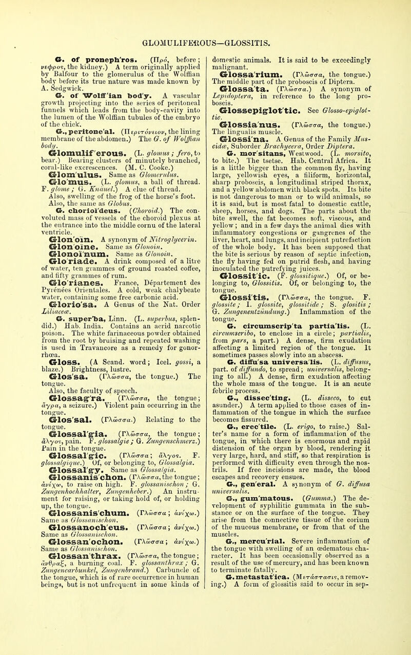 GLOMULlFEltOUS—GLOSSITIS. G. of proneph ros. (IIpo, before; vstppos, the kidney.) A term originally applied by Balfour to the glomerulus of the Wolffian body before its true nature was made known by A. Sedgwick. G. of Wolffian food'y. A vascular growth projecting into the series of peritoneal funnels wtiieh leads from the body-cavity into the lumen of the Wolffian tubules of the embryo of the chicle. G., peritone'al. (UipiTovnov, the lining membrane of the abdomen.) The G. of Wolffian bod//. Glomulif erous. (L. glomus ; fero, to bear.) Bearing clusters of minutely branched, coral-like excrescences. (M. C. Cooke.) Glom uIuS. Same as Glomerulus. Glomus. (L. glomus, a ball of thread. F. glome; G. Knduel.) A clue of thread. Also, swelling of the frog of the horse's foot. Also, the same as Globus. G. chorioi'deus. {Choroid.) The con- voluted mass of vessels of the choroid plexus at the entrance into the middle cornu of the lateral ventricle. Glon'oin. A synonym of Nitroglgcerin. Crlon'oine. Same as Glonoin. CHonoi'num. Same as Glonoin. Glo'riade. A drink composed of a litre of water, ten grammes of ground roasted coffee, and fifty grammes of rum. Glb'rianes. France, Departement des Pyrenees Orientales. A cold, weak chalybeate water, containing some free carbonic acid. Glorio'sa. A Genus of the Nat. Order Liliacem. G. superba, Linn. (L. superbus, splen- did.) Hab. India. Contains an acrid narcotic poison. The white farinaceous powder obtained from the root by bruising and repeated washing is used in Travancore as a remedy for gonor- rhoea. Gloss. (A Scand. word; Icel. gossi, a blaze.) Brightness, lustre. Glos'sa. (rXwa-aa, the tongue.) The tongue. Also, the faculty of speech. CrlOSSag^ra. (rXwcrcra, the tongue; aypa, a seizure.) Violent pain occurring in the tongue. CrlOS'Sal. (rA.aj<r<ra.) Relating to the tongue. Cs-lossal'g'ia. (r\S)<T<ru, the tongue; aXyos, pain. F. glossalgie ; G. Zungenschmerz.) Fain in the tongue. GlOSSal g'iC. (FXwtraa; a\yos. F. glossalgiquc.) Of, or belonging to, Glossalgia. Glossal'g'y. Same as Glossalgia. €3-1 OSS ail IS ch Oil. {TXtoaaa, the tongue; aviyu', to raise on high. F. glossanischon ; G. Zungenhochhalter, Zungenheber.) An instru- ment for raising, or taking hold of, or holding up, the tongue. Glossanis'cbum. (r,Wa-«; <Wx>.) Same us Glossanischon. Glossanoch'eus. (TXwaaa; <Wxo>.) Same as Glossanischon. Gloss an'ociion. (rAwo-o-a; ai/t'x«>.) Same as Glossanischon. Glossan'thrax. {TXoiaea, the tongue ; iivdpa£, a burning coal. F. ylossanthrax; G. Zungencarbunkel, Zungenbrand.) Carbuncle of the tongue, which is of rare occurrence in human beings, but is not unfrequcnt in some kinds of domestic animals. It is said to be exceedingly malignant. GlOSSa'rium. (TXwacra, the tongue.) The middle part of the proboscis of Diptera. GlOSSa'ta. (rAuio-<ra.) A synonym of Lepidoptera, in reference to the long pro- boscis. Glossepiglot'tic. See Glosso-epiglot- tic. Glossia'nus. (rAtoo-o-a, the tongue.) The lingualis muscle. Glossi'na. A Genus of the Family Mus- cidce, Suborder Brachycera, Order Diptera. G. mor'sitans, Westwood. (L. morsito, to bite.) The tsetse. Hab. Central Africa. It is a little bigger than the common fly, having large, yellowish eyes, a filiform, horizontal, sharp proboscis, a longitudinal striped thorax, and a yellow abdomen with black spots. Its bite is not dangerous to man or to wild animals, so it is said, but is most fatal to domestic cattle, sheep, horses, and dogs. The parts about the bite swell, the fat becomes soft, viscous, and yellow ; and in a few days the animal dies with inflammatory congestions or gangrenes of the liver, heart, and lungs, and incipient putrefaction of the whole body. It has been supposed that the bite is serious by reason of septic infection, the fly having fed on putrid flesh, and having inoculated the putrefying juices. GlOSSit'ic. (F. glossitique.) Of, or be- longing to, Glossitis. Of, or belonging to, the tongue. GlOSSi'tiS. (rXuia-cra, the tongue. F. glossite; I. glossite, glossitide; S. glositis; G. Zungenentziindung.) Inflammation of the tongue. G. circumscrip'ta partialis. (L. circumscribo, to enclose in a circle; partialis, from pars, a part.) A dense, firm exudation affecting a limited region of the tongue. It sometimes passes slowly into an abscess. G. diffusa universalis. (L. diffusus, part, of diffundo, to spread; universalis, belong- ing to all.) A dense, firm exudation affecting the whole mass of the tongue. It is an acute febrile process. G., dissecting-. (L. disseco, to cut asunder.) A term applied to those cases of in- flammation of the tongue in which the surface becomes fissured. G., erec'tile. (L. erigo, to raise.) Sal- ter's name for a form of inflammation of the tongue, in which there is enormous and rapid distension of the organ by blood, rendering it very large, hard, and stiff, so that respiration is performed with difficulty even through the nos- trils. If free incisions are made, the blood escapes and recovery ensues. G., general. A ajnonym of G. diffusa universalis. grum'matous. {Gumma.) The de- velopment of syphilitic gummata in the sub- stance or on the surface of the tongue. They arise from the connective tissue of the corium of the mucous membrane, or from that of the muscles. G., mercu'rial. Severe inflammation of the tongue with swelling of an oedematous cha- racter. It has been occasionally observed as a result of the use of mercury, and has been known to terminate fatally. G. metastatfica. (MtTaa-raoris, a remov- ing.) A form of glossitis said to occur in sep-