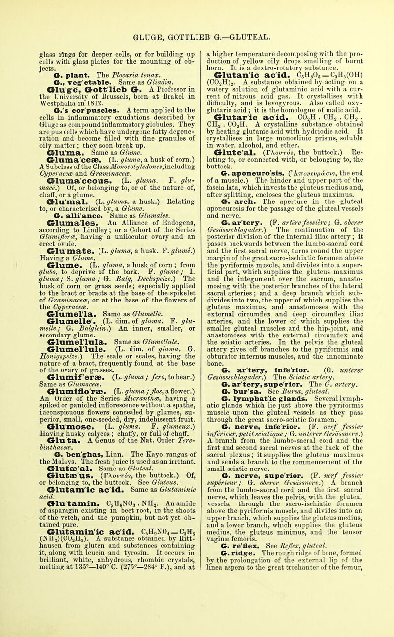 GLUGE, GOTTLIEB G.—GLUTEAL. glass rings for deeper cells, or for building up cells with, glass plates for the mounting of ob- jects. G. plant. The Plocaria tenax. G., vegetable. Same as Gliadin. Glu'gfe, Gottlieb G. A Professor in the University of Brussels, born at Brakel in Westphalia in 1812. G.'s cor'puscles. A term applied to the cells in inflammatory exudations described by Glugeas compound inflammatory globules. They are pus cells which have undergone fatty degene- ration and become filled with fine granules of oily matter; they soon break up. Gluma, Same as Glume. Gluma'ceae. (L. gluma, a husk of corn.) A Subclass of the Class Monocotyledones, including Cyperacece and Graminacece. Gluraa'ceous. (L. gluma. F. glu- inace.) Of, or belonging to, or of the nature of, chaff, or a glume. Crlu'mal. (L- gluma, a husk.) Relating to, or characterised by, a Glume. G. alli ance. Same as Glumales. Gluma les. An Alliance of Endogens, according to Lindley; or a Cohort of the Series Glumiflorce, having a unilocular ovary and an erect ovule. Glu'mate. (L. gluma, a husk. F. glume.) Having a Glume. Glume. (L. gluma, a husk of corn ; from glubo, to deprive of the bark. F. glume; I. gluma; S. gluma; G. Balg, Deckspelze.) The husk of corn or grass seeds; especially applied to the bract or bracts at the base of the spikelet of Graminacece, or at the base of the flowers of the Cyperacem. Glumel'la. Same as Glumelle. Glumelle'. (L. dim. of gluma. F. glu- melle ; G. Balglein.) An inner, smaller, or secondary glume. Glumel'lula. Same as Glumellule. Glumel'lule. (L. dim. of gluma. G. Honigspelze.) The scale or scales, having the nature of a bract, frequently found at the base of the ovary of grasses. Glumif'erae. (L. gluma ; fero, to bear.) Same as Glumacece. Crlumifio rSC. (L. gluma ;flos, a flower.) An Order of the Series Micranthce, having a spiked or panicled inflorescence without a spathe, inconspicuous flowers concealed by glumes, su- perior, small, one-seeded, dry, indehiscent fruit. Glu'mose. (L. gluma. F. glumeux.) Having husky calyces ; chaffy, or full of chaff. Glu'ta. A Genus of the Nat. Order Tere- binthaceae. G. ben'ghas, Linn. The Kayo rangas of the Malays. The fresh juice is used as an irritant. GlutSB'al. Same as Gluteal. Cs-lutae us. (r\ou-ros, the buttock.) Of, or belonging to, the buttock. See Gluteus. Glutam'ic ac id. Same as Glutaminie acid. Glu'tamin. C5H8N03.NH2. An amide of asparagin existing in beet root, in the shoots of the vetch, and the pumpkin, but not yet ob- tained pure. Glutamin'ic ac id. C5H9N04 = C3H5 (NH3)(CU2H2). A substance obtained by Ritt- hausen from gluten and substances containing it, along with lcucin and tyrosin. It occurs in brilliant, white, anhydrous, rhombic crystals, melting at 135°—140 C. (275°—284° F.), and at a higher temperature decomposing with the pro- duction of yellow oily drops smelling of burnt horn. It is a dextro-rotatory substance. Glutamic ac'id. C5H805 = C31L,(0H) (C02H)2. A substance obtained by acting on a watery solution of glutaminie acid with a cur- rent of nitrous acid gas. It crystallises with difficulty, and is levogyrous. Also called oxy- glutarie acid ; it is the homologue of malic acid. Glutar'ic ac'id. C02H . CH2 . CH2 . CH2 . C02H. A crystalline substance obtained by heating glutanic acid with hydriodic acid. It crystallises in large monocliuic prisms, soluble in water, alcohol, and ether. Glute'al. (T/Vouto?, the buttock.) Re- lating to, or connected with, or belonging to, the buttock. G. aponeurosis. ('kTrovtvpuxris, the end of a muscle.) The hinder and upper part of the fascia lata, which invests the gluteus medius and, after splitting, encloses the gluteus maximus. G. arch. The aperture in the gluteal aponeurosis for the passage of the gluteal vessels and nerve. G. ar'tery. (F. artere fessiere ; G. oberer Gesiissschlagader.) The continuation of the posterior division of the internal iliac artery; it passes backwards between the lumbo-sacral cord and the first sacral nerve, turns round the upper margin of the great sacro-ischiatic foramen above the pyriformis muscle, and divides into a super- ficial part, which supplies the gluteus maximus and the integument over the sacrum, anasto- mosing with the posterior branches of the Literal sacral arteries ; and a deep branch which sub- divides into two, the upper of which supplies the gluteus maximus, and anastomoses with the external circumflex and deep circumflex iliac arteries, and the lower of which supplies the smaller gluteal muscles and the hip-joint, and anastomoses with the external circumflex and the sciatic arteries. In the pelvis the gluteal artery gives off branches to the pyriformis and obturator internus muscles, and the innominate bone. G. ar'tery, infe'rior. (G. unterer Gesdssschlagader.) The Sciatic artery. G. ar'tery, supe'rior. The G. artery. G. bur sa. See Bursa, gluteal. G. lymphat ic glands. Several lymph- atic glands which lie just above the pyriformis muscle upon the gluteal vessels as they pass through the great sacro-sciatic foramen. G. nerve, infe'rior. (F. nerf fessier inferieur,petit sciatique ; G. unterer Gesassnerv.) A branch from the lumbo-sacral cord and the first and second sacral nerves at the back of the sacral plexus; it supplies the gluteus maximus and sends a branch to the commencement of the small sciatic nerve. G. nerve, supe'rior. (F. nerf fessier superieur ; G. oberer Gesassnerv.) A branch from the lumbo-sacral cord and the first sacral nerve, which leaves the pelvis, with the gluteal vessels, through the sacro-ischiatic foramen above the pyriformis muscle, and divides into an upper branch, which supplies the gluteus medius, and a lower branch, which supplies the gluteus medius, the gluteus minimus, and the tensor vaginae femoris. G. re'flex. See Reflex, gluteal. G. ridge. The rough ridge of bone, formed by the prolongation of the external lip of the linea aspera to the great trochanter of the femur,