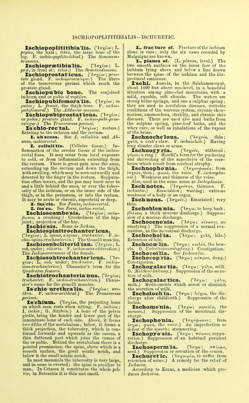 ISCHIOPOPLITITIBIALIS-ISCHURETIC. Ischiopoplititibia'lis. ('\<tx<> l- poples, the ham ; tibia, the large bone of the leg. F. ischio-popliti-tibial.) The Semimem- branosus. Ischiopraetibialis. ('Io-x'Of; L. in front of; tibia.) The Semitendinosus. Ischioprostat icus. {'ivx'ov; pros- tate gland. F. ischioprostatique.) The fibres of the transversus perinei which reach the prostate gland. Ischiopubic bone. The conjoined ischium and os pubis of reptiles. Ischiopubifemora'lis. ('io-x'ov; os pubis; L. femur, the thigh-bone. F. ischio- pubifemoral.) The Adductor magnus. Xschiopubiprostat'icus. O ^x11' I os pubis; prostate gland. F. ischio-pubi-pros- tatique.) The Transversus perinei. Is'cniO-rec'tal. ('Itrxioi/; rectum.) Relating to the ischium and the rectum. X. ab scess. See I. cellulitis and Ab- scess, ischiorectal. X. cellulitis. {Cellular tissue.) In- flammation of the areolar tissue of the ischio- rectal fossa. It may occur from local exposure to cold, or from inflammation extending from the rectum. There is great pain near the anus, extending up the rectum and down the thigh, with swelling, which may be seen outwardly and detected by the finger in the rectum. Suppura- tion often occurs, and the pus may burst near to and a little behind the anus, or over the tuber- osity of the ischium, or on the inner side of the thigh, or in the perinseum, or into the rectum. It may be acute or chronic, superficial or deep. X. fas'cia. See Fascia, ischio-rectal. X. fos'sa. See Fossa, ischio-rectal. Ischioscambo sis. ('la-xiou; o-k«^- /3co<ris, a crooking.) Crookedness of the hip- joint ; projection of the hip. Zscbio'siS. Same as Ischias. Ischiospinitrochanter'icus. ('Io-xioi/; L. spina, a spine; trochanter. F.is- chio-spini-trochanterien.) The Gemelli muscles. Ischiosubclitorid ian. ('i<rx'0; L. sub, under; clitoris. F. ischio-sous-clitoridien.) The Ischioeavernosus of the female. Ischiosubtrochanter icus. fi<r- X'ov; L. sub, under; trochanter. F. ischio- sous-trochanterien.) Chaussier's term for the Quadratus femoris. Ischiotrochanteria nus. ('ia-x<'<u/; trochanter. F. ischio-trochanterien.) Chaus- sier's name for the gemelli muscles. Is chio urethra lis. ('Io-xiW; ure- thra. F. ischio-urethral.) The Transversus perinei. Is chium, ('lcrx'iov, the projecting bone on which man rests when sitting. F. ischion ; I. ischio; G. Sitzbein.) A bone of the pelvic girdle, being the hinder and lower part of the innominate bone of each side. Above, it forms two fifths of the acetabulum; below, it forms a thick projection, the tuberosity, which is con- tinued forwards and upwards as the ramus, a thin flattened part which joins the ramus of the os pubis. Behind the acetabulum there is a pointed prominence, the spine, above which is a smooth surface, the great sciatic notch, and below it the small sciatic notch. In most mammals the tuberosity is very large, and in some is everted; the spine is peculiar to man. In Cetacea it constitutes the whole pel- vis; in Batrachia it is thin and small. X., frac'ture of. Fractureof the ischium alone is rare; only the six cases recorded by Malgaigne are known. X., planes of. (L. planus, level.) The two smooth surfaces on the inner face of the ischium lying above and below a line drawn between the spine of the ischium and the ilio- pectineal eminence. X'SChl. Austria, in the Salzkammergut, about 1600 feet above sea-level, in a beautiful situation among pine-clad mountains, with a mild, equable, soft climate. The waters are strong brine springs, and one a sulphur spring ; they are used in scrofulous diseases, irritable conditions of the nervous system, chronic rheu- matism, amenorrhoea, sterility, and chronic skin diseases. There are used also mud baths from the sulphur spring, pine-leaf baths, and the whey cure, as well as inhalations of the vapour of the brine. Ischnoche lous. ('logo's, thin; X>A'), a crab's claw. F. ischnochele.) Having long slender claws or arms. Xschnog'y'ria. ('Ia-X0'5! withered; yDpos, a ring.) Heschl's term tor the puckering and shrivelling of the superficies of the cere- brum which result from cerebral atrophy. Ischnopho'nia. (^i(rxoipu>via; from icrxvos, thin ; <j>uivn, the voice. F. ischnopho- nie.) Weakness and thinness of the voice. Also, used in the same sense as Ischophonia. Xsch'llOtes. ('Io-xvo-rij?, thinness. F. ischnotie.) Emaciation; wasting; extreme weakness of a body or an organ. Xsch'llOUS. ('Itrxfo's.) Emaciated; very thin. Xschoblen'nia. C'r^X''to kesP back; fiXiwa, a thick mucous discharge.) Suppres- sion of a mucous discharge. Ischoceno'sis. (Itrxw; Kt'i/uxrie, an emptying.) The suppression of a normal eva- cuation, as the menstrual discharge. Xschocholia. CloX<°; x°H bile.) Retention of bile. Ischocoe lia. (i°px<u> tot\£o, the bow- els. G. TTnterleibsverstopfung.) Constipation. Xschocoi'lia. See Ischoccelia. Ischocop'ria. (io-x^; koV/jos, dung.) Constipation. Xscbog'alac'tia. (io-x«>; y«\a, milk. G. Milehverhaltung.) Suppression of the secre- tion of milk. Xschogalac'tics. Cl-xw; ya\a, milk.) Medicaments which arrest or diminish the secretion of milk. XscholOCh'ia. (I<tx'«; X.o'x«i, the dis- charge after childbirth.) Suppression of the lochia. Xschome'nia. (io-xw, unviaia, the menses.) Suppression of the menstrual dis- charge. Ischophonia. ('Io-xo'<p6oi>os; from [<rxa>; <pusun, the voice.) An imperfection or defect of the speech ; stammering. Xschopyo'siS. (I<rx«>; ttiWis, suppu- ration.) Suppression of an habitual purulent discharge. Iscbosperm'ia. (1<tx«j; crntpua, seed.) Suppression or retention of the semen. Xschuret'iC. ('I<rxoi'ic,f'<' t0 suffer from retention of urine.) A remedy for the relief of Ischuria. According to Kraus, a medicine which pro- I duces Ischuria.