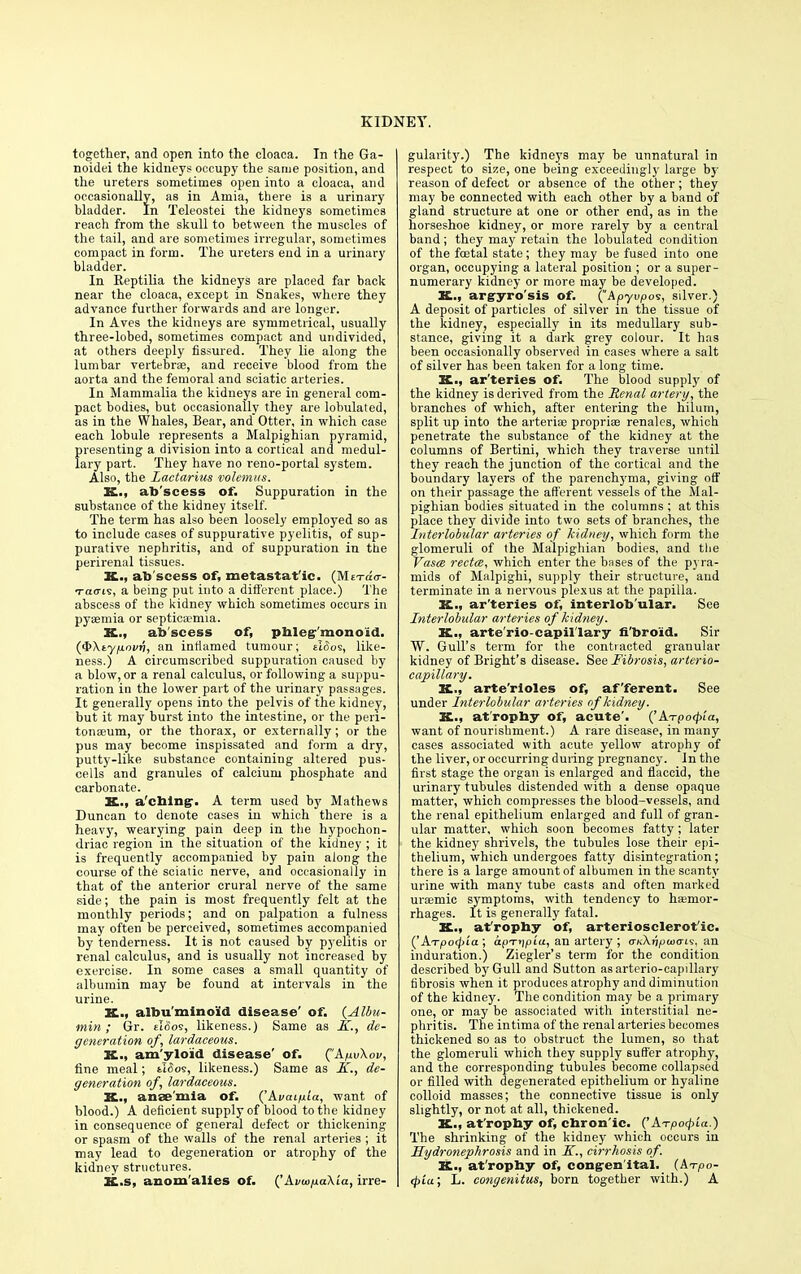 together, and open into the cloaca. In the Ga- noidei the kidneys occupy the same position, and the ureters sometimes open into a cloaca, and occasionally, as in Amia, there is a urinary bladder. In Teleostei the kidneys sometimes reach from the skull to between the muscles of the tail, and are sometimes irregular, sometimes compact in form. The ureters end in a urinary bladder. In Reptilia the kidneys are placed far back near the cloaca, except in Snakes, where they advance further forwards and are longer. In Aves the kidneys are symmetrical, usually three-lobed, sometimes compact and undivided, at others deeply fissured. They lie along the lumbar vertebra?, and receive blood from the aorta and the femoral and sciatic arteries. In Mammalia the kidneys are in general com- pact bodies, but occasionally they are lobulated, as in the Whales, Bear, and Otter, in which case each lobule represents a Malpighian pyramid, presenting a division into a cortical and medul- lary part. They have no reno-portal system. Also, the Lactarius volemus. K., ab'scess of. Suppuration in the substance of the kidney itself. The term has also been loosely employed so as to include cases of suppurative pyelitis, of sup- purative nephritis, and of suppuration in the perirenal tissues. X., ab'scess of, metastatic. (Met-cio-- T-a<ris, a being put into a different place.) The abscess of the kidney which sometimes occurs in pyaemia or septicaemia. K., ab'scess of, plileg-'mono'id. ($\tyfxnvn, an inflamed tumour; sI(5os, like- ness.) A circumscribed suppuration caused by a blow, or a renal calculus, or following a suppu- ration in the lower part of the urinary passages. It generally opens into the pelvis of the kidney, but it may burst into the intestine, or the peri- tonaeum, or the thorax, or externally; or the pus may become inspissated and form a dry, putty-like substance containing altered pus- cells and granules of calcium phosphate and carbonate. X., a'cblng. A term used by Mathews Duncan to denote cases in which there is a heavy, wearying pain deep in the hypochon- driac region in the situation of the kidney ; it is frequently accompanied by pain along the course of the sciatic nerve, and occasionally in that of the anterior crural nerve of the same side; the pain is most frequently felt at the monthly periods; and on palpation a fulness may often be perceived, sometimes accompanied by tenderness. It is not caused by pyelitis or renal calculus, and is usually not increased by exercise. In some cases a small quantity of albumin may he found at intervals in the urine. K., albuminoid disease' of. {Albu- min ; Gr. i:!<5oe, likeness.) Same as K., de- generation of, lardaceous. X., am'yloid disease' of. ('A/ivXov, fine meal; tI<5os, likeness.) Same as K., de- generation of, lardaceous. K., anse'mia of. ('Avaifiia, want of blood.) A deficient supply of blood to the kidney in consequence of general defect or thickening or spasm of the walls of the renal arteries ; it may lead to degeneration or atrophy of the kidney structures. X.s, anom'alies of. (' Avw/iaXia, irre- gularity.) The kidneys may be unnatural in respect to size, one being exceedingly large by reason of defect or absence of the other; they may be connected with each other by a band of gland structure at one or other end, as in the horseshoe kidney, or more rarely by a central band; they may retain the lobulated condition of the festal state; they may be fused into one organ, occupying a lateral position ; or a super- numerary kidney or more may be developed. K., argyro'sis of. ('Apyvpos, silver.) A deposit of particles of silver in the tissue of the kidney, especially in its medullary sub- stance, giving it a dark grey colour. It has been occasionally observed in cases where a salt of silver has been taken for a long time. K., ar'teries of. The blood supply of the kidney is derived from the Renal artery, the branches of which, after entering the hilum, split up into the arterise propriae renales, which penetrate the substance of the kidney at the columns of Bertini, which they traverse until they reach the junction of the cortical and the boundary layers of the parenchyma, giving off on their passage the afferent vessels of the Mal- pighian bodies situated in the columns ; at this place they divide into two sets of branches, the Interlobular arteries of kidney, which form the glomeruli of the Malpighian bodies, and the Vasce recta, which enter the bases of the pyra- mids of Malpighi, supply their structure, and terminate in a nervous plexus at the papilla. K., ar'teries of, interlobular. See Interlobular arteries of kidney. K., arte'rio-capillary fi'bro'id. Sir W. Gull's term for the contracted granular kidney of Bright's disease. See Fibrosis, arterio- capillary. K., arte'rioles of, afferent. See under Interlobular arteries of kidney. K., at'rophy of, acute'. ('ATpcxpia, want of nourishment.) A rare disease, in many cases associated with acute yellow atrophy of the liver, or occurring during pregnancy. In the first stage the organ is enlarged and flaccid, the urinary tubules distended with a dense opaque matter, which compresses the blood-vessels, and the renal epithelium enlarged and full of gran- ular matter, which soon becomes fatty ; later the kidney shrivels, the tubules lose their epi- thelium, which undergoes fatty disintegration; there is a large amount of albumen in the scanty urine with many tube casts and often marked uraemic symptoms, with tendency to haemor- rhages. It is generally fatal. X., at'ropby of, arteriosclerot'ic. ('hTpofyia ; apTripia, an artery ; GKXwpujcrLv, an induration.) Ziegler's term for the condition described by Gull and Sutton as arterio-capillary fibrosis when it produces atrophy and diminution of the kidney. The condition may be a primary one, or may be associated with interstitial ne- phritis. The intima of the renal arteries becomes thickened so as to obstruct the lumen, so that the glomeruli which they supply suffer atrophy, and the corresponding tubules become collapsed or filled with degenerated epithelium or hyaline colloid masses; the connective tissue is only slightly, or not at all, thickened. K., at'ropby of, chron'ic. ('ATpoipia.) The shrinking of the kidney which occurs in Hydronephrosis and in K., cirrhosis of. X., at'rophy of, congenital. {Ai-po- <pia; L. eongenitus, bora together with.) A
