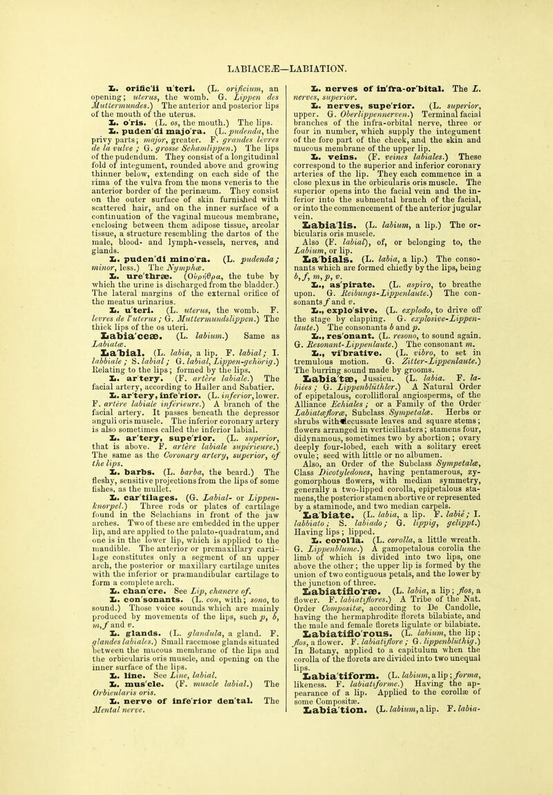 LABIACE2E—LABIATION. X>. oriflc'ii u'terl. (L. orificium, an opening; uterus, the womb. G. Lippen des Muttermundes.) The anterior and posterior lips of the mouth of the uterus. X. o'ris. (L. os, the mouth.) The lips. X. puden'di majo'ra. (L.pudenda, the privy parts; major, greater. F. grandes levres de la vulve ; G. grosse Schamlippen.) The lips of the pudendum. They consist of a longitudinal fold of integument, rounded above and growing thinner below, extending on each side of the lima of the vulva from the mons veneris to the anterior border of the perinreum. They consist on the outer surface of skin furnished with scattered hair, and on the inner surface of a continuation of the vaginal mucous membrane, enclosing between them adipose tissue, areolar tissue, a structure resembling the dartos of the male, blood- and lymph-vessels, nerves, and glands. X. puden'di minora. (L. pudenda; minor, less.) The Nymphos. X. ure'tliree. (Oupvdpa, the tube by which the urine is discharged from the bladder.) The lateral margins of the external orifice of the meatus urinarius. X. u'teri. (L. uterus, the womb. F. levres de Vuterus ; G. Muttermundslippen.) The thick lips of the os uteri. Xiabia'ceae. (L. labium.') Same as Labiatce. Xia'bial. (L. labia, a lip. F. labial; I. labbiule ; S. labial; G. labial, Lippen-gehorig.) Delating to the lips; formed by the lips. X. ar'tery. (F. artere labiale.) The facial artery, according to Haller and Sabatier. X. ar'tery, infe'rior. (L. inferior, lower. F. artere labiale inferieure.) A branch of the facial artery. It passes beneath the depressor anguli oris muscle. The inferior coronary artery is also sometimes called the inferior labial. X. ar'tery, supe'rior. (L. superior, that is above. F. artere labiale superieure.) The same as the Coronary artery, superior, of the lips. X. barbs. (L. barba, the beard.) The fleshy, sensitive projections from the lips of some fishes, as the mullet. X. car tilages. (G. Labial- or Lippen- knorpel.) Three rods or plates of cartilage found in the Selachians in front of the jaw arches. Two of these are embedded in the upper lip, and are applied to the palato-quadratum, and one is in the lower lip, which is applied to the mandible. The anterior or premaxillary carti- lage constitutes only a segment of an upper arch, the posterior or maxillary cartilage unites with the inferior or pramandibular cartilage to form a complete arch. X. chan cre. See Lip, chancre of. X. con sonants. (L. con, with; sono, to sound.) Those voice sounds which are mainly produced by movements of the lips, such p, b, w,/and v. X. glands. (L. glandula, a gland. F. glandes labiales.) Small racemose glands situated between the mucous membrane of the lips and the orbicularis oris muscle, and opening on the inner surface of the lips. X. line. See Line, labial. X. mus'cle. (F. muscle labial.) The Orbicularis oris. X. nerve of infe'rior den'tal. The Mental nerve. X. nerves of in'fra-or’bital. The L. nerves, superior. X. nerves, supe'rior. (L. superior, upper. G. Oberlippennerven.) Terminal facial branches of the infra-orbital nerve, three or four in number, which supply the integument of the fore part of the cheek, and the skin and mucous membrane of the upper lip. X. veins. (F. veines labiales.) These correspond to the superior and inferior coronary arteries of the lip. They each commence in a close plexus in the orbicularis oris muscle. The superior opens into the facial vein and the in- ferior into the submental branch of the facial, or into the commencement of the anterior jugular vein. Xiabia'lis. (L. labium, a lip.) The or- bicularis oris muscle. Also (F. labial), of, or belonging to, the Labium, or lip. Xaa'bials. (L. labia, a lip.) The conso- nants which are formed chiefly by the lips, being b,f,m,p,v. X., as'pirate. (L. aspiro, to breathe upon. G. Reibungs-Lippenlaute.) The con- sonants/and v. X., explo'sive. (L. explodo, to drive off the stage by clapping. G. explosive-Lippen- laute.) The consonants b and p. X., res onant. (L. resono, to sound again. G. Resonant-Lippenluute.) The consonant m. X., vi'brative. (L. vibro, to set in tremulous motion. G. Zitter-Lippenluute.) The burring sound made by grooms. Xiabia'tse, Jussieu. (L. labia. F. la- biees; G. Lippenbliithler.) A Natural Order of epipetalous, corollifloral angiosperms, of the Alliance Echiales ; or a Family of the Order Labiateejlorcs, Subclass Sympetalce. Herbs or shrubs with-*lecussate leaves and square stems; flowers arranged in verticillasters; stamens four, didynamous, sometimes two by abortion ; ovary deeply four-lobed, each with a solitary erect ovule; seed with little or no albumen. Also, an Order of the Subclass Sympetalce, Class Dicotyledones, having pentamerous, zy- gomorphous flowers, with median symmetry, generally a two-lipped corolla, epipetalous sta- mens, the posterior stamen abortive or represented by a staminode, and two median carpels. Xiabiate. (L. labia, a lip. F. labie ; I. labbiato; S. labiado; G. hppig, gelippt.) Having lips ; lipped. X. corolla. (L. corolla, a little wreath. G. Lippenblume.) A gamopetalous corolla the limb of which is divided into two lips, one above the other; the upper lip is formed by the union of two contiguous petals, and the lower by the junction of three. Xiabiatiflo’rse. (L. labia, a lip ; flos, a flower. F. labiatiflores.) A Tribe of the Nat. Order Composites, according to De Candolle, having the hermaphrodite florets bilabiate, and the male and female florets ligulate or bilabiate. Labiatiflo'rous. (L. labium, the lip ; flos, a flower. F. labiatiflore; G. lippenbliithig.) In Botany, applied to a capitulum when the corolla of the florets are divided into two unequal lips. Xiabia'tiform. (L. labium, a lip ; forma, likeness. F. labiatiforme.) Having the ap- pearance of a lip. Applied to the corollse of some Composite. Labiation. (L. labium, F. labia-