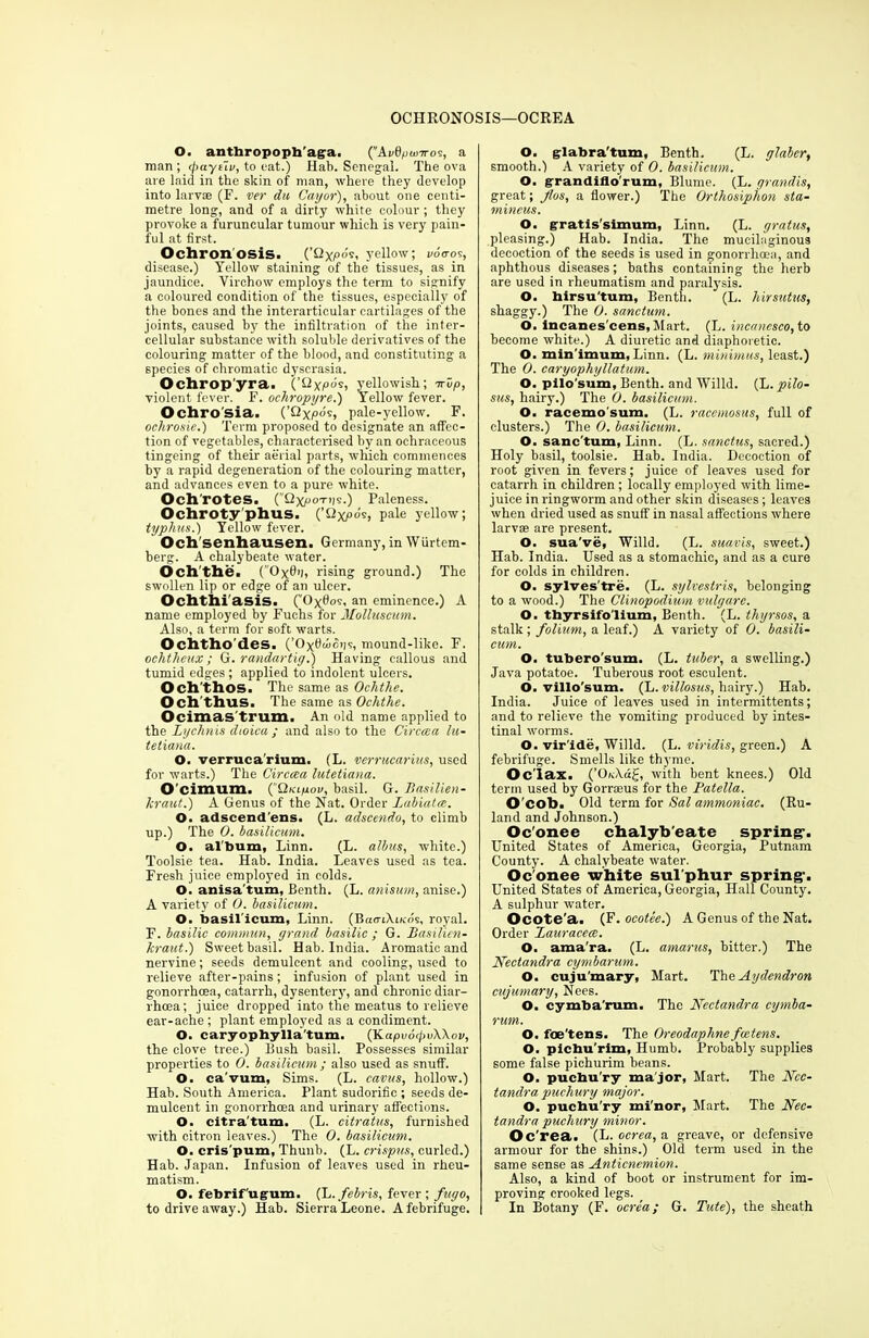 OCHRONOSIS—OCREA O. anthropoph'ag-a. ('Avd/junroi, a man ; faytiv, to eat.) Hab. Senegal. The ova are laid in the skin of man, where they develop into larvsB (F. ver dii Cayor), about one centi- metre long, and of a dirty white colour ; they provoke a furuncular tumour which is very pain- ful at first. Ochronosis. (’Qxpos, yellow; v6<ros, disease.) Yellow staining of the tissues, as in jaundice. Virchow employs the term to signify a coloured condition of the tissues, especially of the bones and the interarticular cartilages of the joints, caused by the infiltration of the inter- cellular substance with soluble derivatives of the colouring matter of the blood, and constituting a species of chromatic dyscrasia. Ochrop'yra. {’Qyp6s, yellowish; irup, violent fever. F. ochropyre.) Yellow fever. Ochro'sia. (’Qpale-yellow. F. ochrosie.) Term proposed to designate an affec- tion of vegetables, characterised by an ochraceous tingeing of their aerial parts, which commences by a rapid degeneration of the colouring matter, and advances even to a pure white. Och'rotes. (Qxpotiis.) Paleness. Ochroty'phus. (’£2xp°'s> pale yellow; typhus.) Yellow fever. Och'senhausen. Germany, in Wiirtem- berg. A chalybeate water. Ochthe. (’Oxfi'ii rising ground.) The swollen lip or edge of an ulcer. Ochthiasis. ('Oxdov, an eminence.) A name employed by Fuchs for Molluscum. Also, a term for soft warts. Ochtho'des. (’Oxdwoi)',, mound-like. F. ochtheux ; G. randartig.) Having callous and tumid edges ; applied to indolent ulcers. Och'thos. The same as Ochthe. Och thus. The same as Ochthe. Ocimas trurn. An old name applied to the Lychnis dioica ; and also to the Circma lu- tetiana. O. verrucarium. (L. verrucarius, used for warts.) The Circcea lutetiana. O’cimum. (”QKipov, basil. G. Basilien- kraut.) A Genus of the Nat. Order Labiatce. O. adscend'ens. (L. adscendo, to climb up.) The 0. basilicum. O. album, Linn. (L. albus, white.) Toolsie tea. Hab. India. Leaves used as tea. Fresh juice employed in colds. O. anisa’tum, Benth. (L. anisum, anise.) A variety of 0. basilicum. O. basil icum, Linn. (BaaiAiuos, royal. F. basilic commun, grand basilic ; G. Basilien- kraut.) Sweet basil. Hab. India. Aromatic and nervine; seeds demulcent and cooling, used to relieve after-pains ; infusion of plant used in gonorrhoea, catarrh, dysentery, and chronic diar- rhoea; juice dropped into the meatus to relieve ear-ache; plant employed as a condiment. O. caryophylla'tum. (Kapvocl>vA\ov, the clove tree.) Bush basil. Possesses similar properties to 0. basilicum ; also used as snuff. O. ca'vum, Sims. (L. cavus, hollow.) Hab. South America. Plant sudorific ; seeds de- mulcent in gonorrhoea and urinary affections. O. citra'tum. (L. citratus, furnished with citron leaves.) The 0. basilicum. O. cris'pum, Thunb. (L. crispus, curled.) Hab. Japan. Infusion of leaves used in rheu- matism. O. febrif'ugum. (L.febris, fever; fugo, to drive away.) Hab. Sierra Leone. A febrifuge. O. glabra'tum, Benth. (L. glabcr, smooth.) A variety of 0. basilicum. O. grrandiflo'rum, Blume. (L. grandis, great; Jios, a flower.) The Orthosiphon sta- mineus. O. gratis'simum, Linn. (L. gratus, pleasing.) Hab. India. The mucilaginous decoction of the seeds is used in gonorrhoea, and aphthous diseases; baths containing the herb are used in rheumatism and paralysis. O. birsu'tum, Benth. (L. hirsutus, shaggy.) The 0. sanctum. O. incanes'cens, Mart. (L. incanesco, to become white.) A diuretic and diaphoretic. O. min imum, Linn. (L. minimus, least.) The 0. caryophyllatum. O. pilo'sum, Benth. and Willd. (L. pilo- sus, hairy.) The 0. basilicum. O. racemo sum. (L. raccmosus, full of clusters.) The 0. basilicum. O. sanc'tum, Linn. (L. sanctus, sacred.) Holy basil, toolsie. Hab. India. Decoction of root given in fevers; juice of leaves used for catarrh in children ; locally employed with lime- juice in ringworm and other skin diseases; leaves when dried used as snuff in nasal affections where larvae are present. O. sua've, Willd. (L. suavis, sweet.) Hab. India. Used as a stomachic, and as a cure for colds in children. O. sylves'tre. (L. sylvestris, belonging to a wood.) The Clinopodium vulgarc. O. thyrsifo'lium, Benth. (L. thyrsos, a stalk ; folium, a leaf.) A variety of 0. basili- cum. O. tubero’sum. (L. tuber, a swelling.) Java potatoe. Tuberous root esculent. O. villo'sum. (L. villosus, hairy.) Hab. India. Juice of leaves used in intermittents; and to relieve the vomiting produced by intes- tinal worms. O. vir'ide, Willd. (L. viridis, green.) A febrifuge. Smells like thyme. Oc lax. (’0/,\d£, with bent knees.) Old term used by Gorrasus for the Patella. O'cob. Old term for Sal ammoniac. (Ru- land and Johnson.) Oc'onee chalyb'eate spring-. United States of America, Georgia, Putnam County. A chalybeate water. Oconee white sul phur spring-. United States of America, Georgia, Hall County. A sulphur water. Ocote’a. (F. ocotee.) A Genus of the Nat. Order Lauracecc. O. ama'ra. (L. amarus, bitter.) The Nectandra cymbarum. O. cuju'mary, Mart. TheAydendron cujumary, Nees. O. cymba'rum. The Nectandra cymba- rum. O. foe'tens. The Oreodaphne fastens. O. piehu'rim, Humb. Probably supplies some false pichurim beans. O. puchu’ry ma jor, Mart. The Nec- tandra puchury major. O. puchu'ry mi'nor, Mart. The Nec- tandra puchury minor. Oc'rea. (L. ocrea, a greave, or defensive armour for the shins.) Old term used in the same sense as Anticnemion. Also, a kind of boot or instrument for im- proving crooked legs. In Botany (F. ocrea; G. Tute), the sheath