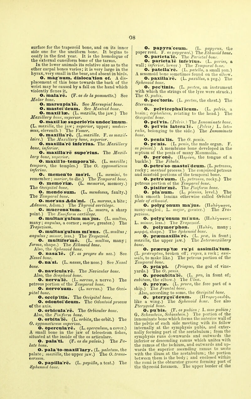 surface for the trapezoid bone, and on its inner side one for the unciform bone. It begins to ossify in the first year. It is the homologue of the external cuneiform bone of the tarsus. In the lower animals its relative size as to the other carpal bones varies; it is very large in the hyrax, very small in the bear, and absent in birds. O. mag num, disloca tion of. A dis- placement of this bone towards the back of the wrist may be caused by a fall on the hand which violently flexes it. O. mala re. (F. os de la pommette.) See Malar bone. O. marsupia'le. See Marsupial bone. O. mastoi'deum. See Mastoid bone. O. maxil lae. (L. maxilla, the jaw.) The Maxillary bone, superior. O. maxil lae superio'ris undec'imum (L. maxilla, the jaw; superior, upper; undeci- mus, eleventh.) The Vomer. O. maxilla're. (L. maxilla. F. os maxil- laire.) The Maxillary bone, superior. O. maxilla're infe'rius. The Maxillary bone, inferior. O. maxilla're supe'rius. The Maxil- lary bone, superior. O. maxillo tempora'le. (L. maxilla ; tempora, the temples.) The O. zygomatieum inferius. O. memen to mo'ri. (L. memini, to remember; morior, to die.) The Temporal bone. O. memo'riae. (L. memoria, memory.) The Occipital bone. O. mendo sum. (L. mendosus, faulty.) The Temporal bone. O. mor'sus dda'mi. (L. morsus, a bite; Adamus, Adam.) The Thyroid cartilage. O. mucrona'tum. (L. mucro, a sharp point.) The Enstform cartilage. O. multan’gulum ma jus. (L. multus, many; angulus, a comer; major, greater.) The Trapezium. O. multan'gulum mi'nus. (L. multus ; angulus ; minor, less.) The Trapezoid. O. multifor'me. (L. multus, many; forma, shape.) The Ethmoid bone. Also, the Sphenoid bone. O. nasa'le. (F. os propre du nez.) See Nasal bone. O.na'si. (L. nasus, the nose.) See Nasal bone. O. navicula re. The Navicular bone. Also, the Scaphoid bone. O. nerva'le. (L. nervus, a nerve.) The petrous portion of the Temporal bone. O. nervo'sum. (L. nervus.) The Occi- pital bone. O. occip'itis. The Occipital bone. O. odontoi'deum. The Odontoid process of the axis. O. orbicula're. The Orbicular bone. Also, the Pisiform bone. O. orbita'le. (L. orbita, the orbit.) The O. zygomatieum superius. O. opercula re. (L. operculum, a cover.) A small bone in the jaw of teleostean fishes, situated at the inside of the os artieulare. O. pala’ti. (F. os du palais.) The Pa- late bone. O. pala'to-maxil'lary. (L. palatum, the palate; maxilla, the upper jaw.) The 0. trans- versum. O. papilla're. (L. papilla, a teat.) The Sphenoid lone. O. papyra'ceum. (L. papyrus, the paper reed. F. os papyrace.) The Ethmoid bone. O. parieta'le. The Parietal bone. O. parietale infe'rius. (L. paries, a wall; inferior. lower.) The Temporal bone. O. patella're. (L. patella, a small pan.) A sesamoid bone sometimes found on the elbow. O. paxilla re. (L. paxillus, a peg.) The Sphenoid bone. O. pee tinis. (L. pecten, an instrument with which the strings of the lyre were struck.) The 0. pubis. O. pee'toris. (L. pectus, the chest.) The Sternum. O. pelvicephalicum. (L. pelvis, a basin; cephalicus, relating to the head.) The Occipital bone. O. pel'vis. (Pelvis.1 The Innominate bone. O. pel'vis latera'le. (Pelvis; L. late- ralis, belonging to the side.) The Innominate bone. O. penia'lis. The 0. penis. O. pe'nis. (L. penis, the male organ. F. os penial.) A membrane bone developed in the septum of the penis of many Mammalia. O. per'one. (Ylegoi/ii, the tongue of a buckle.) The Fibula. O. petro'so-masto'i deum. (L.petrosus, rocky; mastoid process.) The conjoined petrous and mastoid portions of the temporal bone. O. petrosum. (L. petrosus, rocky.) The petrous portion of the Temporal bone. O. pisifor'me. The Pisiform bone. O. pla'num. (L. planus, level.) The thin smooth lamina otherwise called Orbital plate of ethmoid. O. polyg onum ma'jus. (noXuytouos, many-angled; L. major, greater.) The Tra- pezium. O. polyg'onum mi'nus. (IIoX^iovos; L. minor, less.) The Trapezoid. O. polymorphon. (IIoXus, many ; Mop<pu, shape.) The Sphenoid bone. O. praemaxilla re. (L. prae, in front; maxilla, the upper jaw.) The Intermaxillary bone. O. praerup tae ru'pi assimilatum. (L.preeruptus, broken off; rupee, a rock; assi- milo, to make like.) The petrous portion of the Temporal bone. O. priapi. (Priapus, the god of vine- yards.) The 0. penis. O. procubita'le. (L. pro, in front of; cubitum, the elbow.) The Ulna. O. pro'rae. (L. prora, the fore part of a ship.) The Frontal bone. Also, according to some, the Occipital bone. O. pterygoi'deum. (TlTepvyotiStU, like a wing.) The Sphenoid bone. See also Pterygoid bone. O.pu'bis. (F. os pubien ; I. osso pnbico ; G. Schambein, Scliossbein.) The portion of the innominate bone which forms the anterior wall of the pelvis of each side meeting with its fellow internally at the symphysis pubis, and exter- nally forming part of the acetabulum ; from the symphysis runs downwards and outwards the inferior or descending ramus which unites with the ramus of the ischium, and outwards and up- wards the superior ascending ramus to unite with the ilium at the acetabulum; the portion between them is the body ; and enclosed within the rami is the obturator groove forming part of the thyreoid foramen. The upper border of the