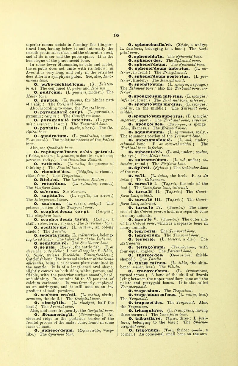 superior ramus assists in forming the ilio-pec- tineal line, having below it and internally the Bmooth pectineal surface and the obturator crest, and at its inner end the pubic spine. It is the homologue of the praecoracoid bone. In some lower Mammalia, as bats and moles, the os pubis does not unite with its fellow; in Aves it is very long, and only in the ostriches does it form a symphysis pubis. See, also, Inno- minate bone. O. pubo-ischiad'icum. (G. Leisten- bein.) The conjoined 0. pubis and Ischium. O. pudi cum. (L.pudicus, modest.) The Malar bone. O. pup’pls. (L. pnppis, the hinder part of a ship.) The Occipital bone. Also, according to some, the Frontal bone. O. pyramidale car pi. (L.pyramis,B. pyramid ; carpus.) The Cuneiform bone. O. pyramida'le infe'rius. (h.pyra- mis ; inferior, lower.) The Trapezoid bone. O.pyx'idis. (L. pyxis, a box.) The Oc- cipital bone. O. quadra'tum. (L. quadratus, square. F. os carrel) The palatine process of the Palate bone. Also, see Quadrate bone. O. raphogem'inans os'sis petro'si. ('Pdcf»i, a seam ; L. gemino, to double; os, a bone; petrosus, rocky.) The Ossiculum Biolani. O. rationis. (L. ratio, the process of thinking.) The Frontal bone. O. rhomboi'des. ('Pdp/3os, a rhomb; sloos, form.) The Trapezium. O. Riola ni. The Ossiculum Riolani. O. rotundum. (L. rotundas, round.) The Pisiform bone. O. sa crum. See Sacrum. O. sagittale. (L. sagitta, an arrow.) The Interparietal bone. O. saxeum. (L. saxeus, rocky.) The petrous portion of the Temporal bone. O. scaphoi’deum carpi. {Carpus.) The Scaphoid bone. O. scaphoi deum tar si. (2 Ka<pih a skiff; eibos, form; tarsus.) The Navicular bone. O. scutiforme. (L. scutum, an oblong shield.) The Patella. O. sedenta'rium. (L. sedentarius, belong- ing to sitting.) The tuberosity of the Ischium. O. semiluna're. The Semilunar bone. O. se'piae. (2>j7T£a,the cuttle fish. F. os de seiche, o. de seclie ; I. osso di seppia; S. Jibia; G. Sepie, weisses Fischbein, Tintenfischbem.) Cuttlefish bone. The internal skeleton of the Sepia officinalis, being a calcareous plate contained in the mantle. It is of a lengthened oval shape, slightly convex on both sides, white, porous, and friable, with the posterior surface smooth, hard, and shining. It contains 80 to 85 per cent, of calcium carbonate. It was formerly employed as an astringent, and is still used as an in- gredient of tooth powders. O. sex'turn cra'nii. (L. sextus, sixth; cranium, the skull.) The Occipital bone. O. sincip'itis. (L. sinciput, half the head.) The Frontal bone. Also, and more frequently, the Occipital bone. O. Sdmmering'ii. {Sommering.) An elevated ridge in the posterior border of the frontal process of the malar bone, found in some races of man. O. sphecoi'deum. (SfpijxoEtdds, wasp- like.) The Sphenoid bone. O. sphenobasila're. (2<pui/, a wedge; L. basilaris, belonging to a base.) The Occi- pital bone. O. sphenoidale. The Sphenoid bone. O. sphenoi'des. The Sphenoid bone. O. sphenoi'deum. The Sphenoid bone. O. sphenoi'deum anterius. (L. an- terior, in front.) The Prcesphenoid. O. sphenoi'deum poste rius. (L. pos- terior, hinder.) The Basisplienoid. O. spongio sum. {L. spongia,a sponge.) The Ethmoid bone; also the Turbinal bone, in- ferior. O. spongio'sum infe'rius. (L.spongia; inferior, lower.) The Turbinal bone, inferior. O. spongio’sum me'dius. (L. spongia ; medius, in the middle.) The Turbinal bone, middle. O. spongio'sum supe'rius. (L. spongia; superior, upper.) The Turbinal bone, superior. O. spongoi'des. (Swdy-yos, a sponge tidos, likeness.) The Ethmoid bone. O. squamo'sum. (L. squamosus, scaly.; The squamous portion of the Temporal bone. O. subethmoida'le. (L. sub, under; ethmoid bone. F. os sous-ethmoidal.) The Turbinal bone, inferior. O. subocula're. (L. sub, under; oculus, the eye.) The Malar bone. 6. subrotun’dum. (L. sub, under; ro- tundas, round.) The Pisiform bone. O. Syl'vii. {Sylvius.) The Orbicular bone of the ear. O. ta'li. (L. talus, the heel. F. os du talon.) The Calcaneum. O. tarsale 1. (Tupaoi, the sole of the foot.) The Cuneiform bone, internal. O. tarsa'le II. (Tapods.) The Cunei- form bone, middle. O. tarsa'le III. (Tapods.) The Cunei- form bone, external. O. tarsa'le IV. (Tapods.) The inner side of the Cuboid bone, which is a separate bone in many animals. O. tarsa'le V. (Tapo-ds.) The outer side of the Cuboid bone, which is a separate bone in many animals. O. tem'poris. The Temporal bone. O. tem'porum. The Temporal bone. O. tes'serae. (L. tessera, a die.) The Astragalus. O. tetrago'num. {TzTpaywvos, with four equal angles.) The Parietal bone. O, thyreo'i'des. {Qupsotions, shield- shaped.) The Patella. O. tibiae minus. (L. tibia, the shin- bone ; minor, less.) The Fibula. O. transver'sum. (L. transversus, turned across.) A bone of the skull of lizards lying between the upper maxillary bone and the palate and pterygoid bones. It is also called Ectopterygoid. O, trapezium. The Trapezium. O, trapezium mi'nus. (L. minus, less.) The Trapezoid. O. trapezoi'des. The Trapezoid. Also, the Trapezium. O. triangula're. (L. triangulus, having three corners.) The Cuneiform bone. O. tribasila're. (TpaTs, three ; L. basi- lar is, belonging to the base.) The Spheno- occipital bone. O. trigo'num. (Tpts, thrice; ywvia, a corner.) An occasional small bone on the out*
