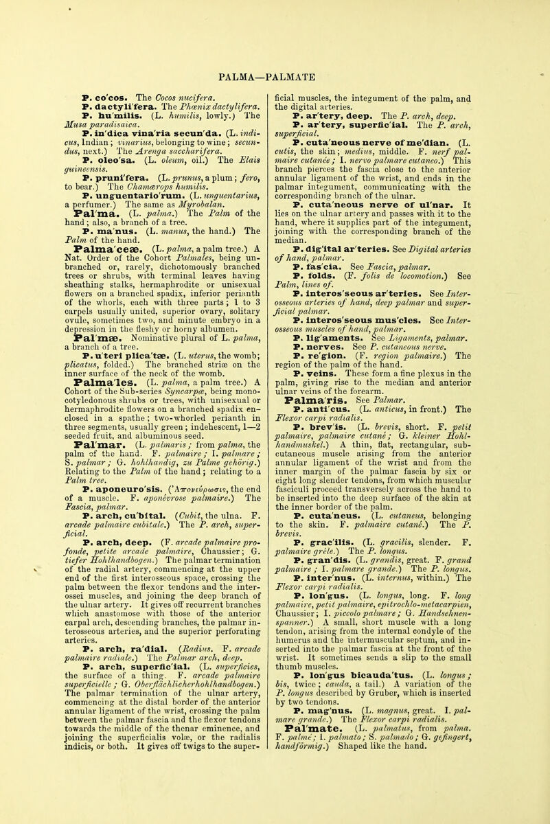 PALMA—PALMATE P. co'cos. The Cocos nucifera. P. dactyli'fera. The Phoenixdactylifera. P. bu'milis. (L. humilis, lowly.) The Musa paradisaica. P. in'dica viraa'ria secun'da. (L. indi- cus, Indian ; vinarius, belonging to wine; secun- dus, next.) The Arenga saccharifera. P. oleo'sa. (L. oleum, oil.) The Elais guineensis. P. pruni'fera. (L. prunus, a plum; fero, to bear.) The Chammrops humilis. P. unguentario'rum. (L. unguentarius, a perfumer.) The same as Myrobalan. Pal'ma! (L. palma.) The Palm of the hand ; also, a branch of a tree. P. ma'nus. (L. manus, the hand.) The Palm of the hand. Palma'ceae. (L. palma, a palm tree.) A Nat. Order of the Cohort Palmales, being un- branched or, rarely, diehotomously branched trees or shrubs, with terminal leaves having sheathing stalks, hermaphrodite or unisexual flowers on a branched spadix, inferior perianth of the whorls, each with three parts ; 1 to 3 carpels usually united, superior ovary, solitary ovule, sometimes two, and minute embryo in a depression in the fleshy or horny albumen. Pal mas. Nominative plural of L. palma, a branch of a tree. P. u teri plica'tae. (L. uterus, the womb; plicatus, folded.) The branched stria? on the inner surface of the neck of the womb. Palmales. (L. palma, a palm tree.) A Cohort of the Sub-series Syncarpm, being mono- cotyledonous shrubs or trees, with unisexual or hermaphrodite flowers on a branched spadix en- closed in a spathe; two-whorled perianth in three segments, usually green ; indehescent, 1—2 seeded fruit, and albuminous seed. Pal mar. (L. palmaris ; from palma, the palm of the hand. F. palmaire ; I. palmare ; S. palmar ; G. hohlhandig, zu Palme gehorig.) Relating to the Palm of the hand; relating to a Palm tree. P. aponeuro'sis. ('Airoutupuxris, the end of a muscle. F. aponcvrose palmaire.) The Fascia, palmar. P. arch, cu'bital. {Cubit, the ulna. P. arcade palmaire cubitale.) The P. arch, super- ficial. P. arch, deep. (F. arcade palmaire pro- fonde, petite arcade palmaire, Chaussier; G. tiefer Hohlhandbogen.) The palmar termination v of the radial artery, commencing at the upper end of the first interosseous space, crossing the palm between the flexor tendons and the inter- ossei muscles, and joining the deep branch of the ulnar artery. It gives off recurrent branches which anastomose with those of the anterior carpal arch, descending branches, the palmar in- terosseous arteries, and the superior perforating arteries. P. arch, ra'dial. (Radius. F. arcade palmaire radiate.) The Palmar arch, deep. P. arch, superfic ial. (L. superficies, the surface of a thing. F. arcade palmaire superficielle ; G. Oberjlachlicherhohlhandbogen.) The palmar termination of the ulnar artery, commencing at the distal border of the anterior annular ligament of the wrist, crossing the palm between the palmar fascia and the flexor tendons towards the middle of the thenar eminence, and joining the superflcialis volse, or the radialis indicis, or both. It gives off twigs to the super- ficial muscles, the integument of the palm, and the digital arteries. P. ar'tery, deep. The P. arch, deep. P. ar'tery, superficial. The P. arch, superficial. P. cuta neous nerve of me'dian. (L. cutis, the skin; medius, middle. F. nerf pal- maire cutanee ; I. nervo palmare cutaneo.) This branch pierces the fascia close to the anterior annular ligament of the wrist, and ends in the palmar integument, communicating with the corresponding branch of the ulnar. P. cuta'neous nerve of ul'nar. It lies on the ulnar artery and passes with it to the hand, where it supplies part of the integument, joining with the corresponding branch of the median. P. digital ar'teries. See Digital arteries of hand, palmar. P. fas'cia. See Fascia, palmar. P. folds. (F. folis de locomotion.) See Palm, lines of. P. interosseous ar'teries. See Inter- osseous arteries of hand, deep palmar and super- ficial palmar. P. interos'seous mus'cles. See Inter- osseous muscles of hand, palmar. P. ligaments. See Ligaments, palmar. P. nerves. See P. cutaneous nerve. P. re'gion. (F. region palmaire.) The region of the palm of the hand. P. veins. These form a fine plexus in the palm, giving rise to the median and anterior ulnar veins of the forearm. Palma'ris. See Palmar. P. anti'cus. (L. anticus, in front.) The Flexor carpi radialis. P. brev'is. (L. brevis, short. F. petit palmaire, palmaire cutane; G. kleiner Hohl- handmuskel.) A thin, flat, rectangular, sub- cutaneous muscle arising from the anterior annular ligament of the wrist and from the inner margin of the palmar fascia by six or eight long slender tendons, from which muscular fasciculi proceed transversely across the hand to be inserted into the deep surface of the skin at the inner border of the palm. P. cuta'neus. (L. cutaneus, belonging to the skin. F. palmaire cutane.) The P. brevis. P. gracilis. (L. gracilis, slender. F. palmaire grele.) The P. longus. P. gran'dis. (L. grandis, great. F. grand palmaire ; I. palmare grande.) The P. longus. P. inter'nus. (L. internus, within.) The Flexor carpi radialis. P. lon'gus. (L. longus, long. F. long palmaire, petit palmaire, epitrochlo-metacarpien, Chaussier; I. piccolo palmare ; G. Handsehnen- spanner.) A small, short muscle with a long tendon, arising from the internal condyle of the humerus and the intermuscular septum, and in- serted into the palmar fascia at the front of the wrist. It sometimes sends a slip to the small thumb muscles. P. lon'gus bicauda'tus. (L. longus; bis, twice ; cauda, a tail.) A variation of the P. longus described by Gruber, which is inserted by two tendons. P. mag'nus. (L. magnus, great. I. pal- mare grande.) The Flexor carpi radialis. Palmate. (L. palmatus, from palma. F. palme; 1. palmato ; S. palmado ; G. gefingert, handformig.) Shaped like the hand.