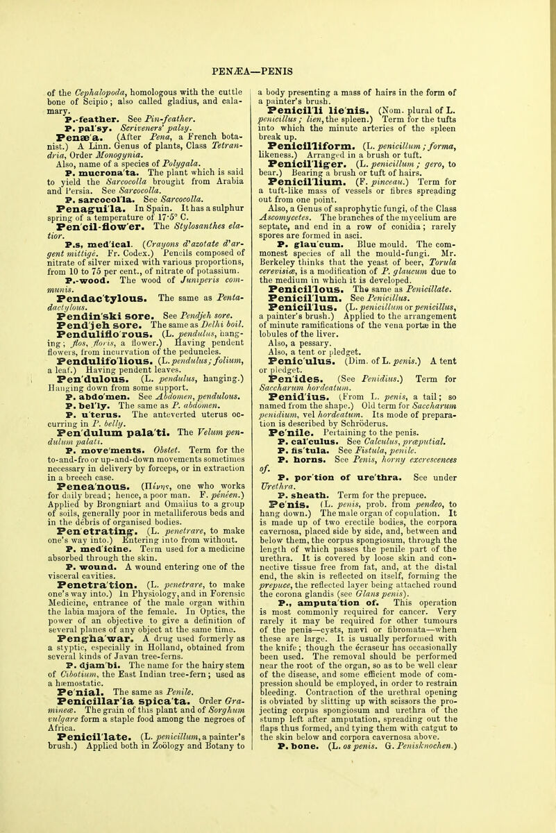 PENiEA- —PENIS of the Cephalopoda, homologous with the cuttle hone of Seipio ; also called gladius, and cala- mary. p.-feather. See Pin-feather. P. pal'sy. Scriveners' palsy. Fense'a. (After Pena, a French bota- nist.) A Linn. Genus of plants, Class Tetran- dria, Order Monogynia. Also, name of a species of Polygala. P. mucrona'ta. The plant which is said to yield the Sarcocolla brought from Arabia and 1'ersia. See Sarcocolla. P. sarcocol'la. See Sarcocolla. Penag'ui'la. In Spain. It has a sulphur spring of a temperature of 17'5° C. Fen'cil-flow'er. The Stylosanthes ela- tior. P.s, med ical. {Crayons d'azotate d'ar- gent mittige. Fr. Codex.) Pencils composed of nitrate of silver mixed with various proportions, from 10 to 75 per cent., of nitrate of potassium. P.-wood. The wood of Juniperis com- munis. Pendac'tylous. The same as Penta- dactylous. Fendin'ski sore. See Pendjeh sore. Pend'jeh sore. The same as Delhi boil. Penduliflo'rous. (h. pendulus, hang- ing ; flos, floris, a flower.) Having pendent flowers, from incurvation of the peduncles. Pendulifo'liOUS. (L.pendulus;folium, a leaf.) Having pendent leaves. Fen'dulOUS. (L. pendulus, hanging.) Hanging down from some support. P. abdo men. See Abdomen, pendulous. P. foel'ly. The same as P. abdomen. P. u'terus. The anteverted uterus oc- curring in P. belly. Pen'dulum pala'ti. The Velum pen- dulum palati. P. move'ments. Obstet. Term for the to-and-fro or up-and-down movements sometimes necessary in delivery by forceps, or in extraction in a breech case. Penea'nous. (Tlivn?, one who works for daily bread; hence, a poor man. F. peneen.) Applied by Brongniart and Omaiius to a group of soils, generally poor in metalliferous beds and in the debris of organised bodies. Pen etrating'. (L. penetrare, to make one's way into.) Entering into from without. P. med'icine. Term used for a medicine absorbed through the skin. P. wound. A wound entering one of the visceral cavities. Penetra'tion. (L. penetrare, to make one's way into.) In Physiology, and in Forensic Medicine, entrance of the male organ within the labia majora of the female. In Optics, the power of an objective to give a definition of several planes of any object at the same time. Peng'ha'war. A drug used formerly as a styptic, especially in Holland, obtained from several kinds of Javan tree-ferns. P. djam'bi. The name for the hairy stem of Cibotium, the East Indian tree-fern; used as a hfemostatic. Pe'nial. The same as Penile. Penicillar'ia spica'ta. Order Gra- minees. The grain of this plant and of Sorghum vulgare form a staple food among the negroes of Africa. Penicil'late. (L. penicillum, a painter's brush.) Applied both in Zoology and Botany to a body presenting a mass of hairs in the form of a painter's brush. Penicil'li lie'nis. (Nom. plural of L. penicillus ; lien,the spleen.) Term for the tufts into which the minute arteries of the spleen break up. Penicilliform. (L. penicillum ;forma, likeness.) Arranged in a brush or tuft. Penicil'lig'er. (L. penicillum ; gero, to bear.) Bearing a brush or tuft of hairs. Penicil'lium. (F. pinceau.) Term for a tuft-like mass of vessels or fibres spreading out from one point. Also, a Genus of saprophytic fungi, of the Class Ascomycetes. The branches of the mycelium are septate, and end in a row of conidia ; rarely spores are formed in asci. P. glau cum. Blue mould. The com- monest species of all the mould-fungi. Mr. Berkeley thinks that the yeast of beer, Torula cerevisia, is a modification of P. glaucum due to the medium in which it is developed. Penicil'lous. The same as Penicillate. Penicil'lum. See Penicillus. Penicillus. (L. penicillum or penicillus, a painter's brush.) Applied to the arrangement of minute ramifications of the vena porta; in the lobules of the liver. Also, a pessary. Also, a tent or pledget. Penic'ulus. (Dim. of L. penis.) A tent or pledget. Pen'ides. (See Penidius.) Term for Saecharum hordeatum. Fenid'ius. (From L. penis, a tail; so named from the shape.) Old term for Saecharum penidium, vel hordeatum. Its mode of prepara- tion is described by Schroderus. Fe'nile. Pertaining to the penis. P. cal culus. See Calculus, preputial. P. lis tula. Sec Fistula, penile. P. horns. See Penis, horny excrescences of P. por'tion of ure thra. See under Urethra. P. sheath. Term for the prepuce. Pe nis. (L. penis, prob. from pendeo, to hang down.) The male organ of copulation. It is made up of two erectile bodies, the corpora cavernosa, placed side by side, and, between and below them, the corpus spongiosum, through the length of which passes the penile part of the urethra. It is covered by loose skin and con- nective tissue free from fat, and, at the distal end, the skin is reflected on itself, forming the prepuce, the reflected layer being attached round the corona glandis (see Glaus penis). P., amputation of. This operation is most commonly required for cancer. Very rarely it may be required for other tumours of the penis—cysts, nam or fibromata—when these are large. It is usually performed with the knife ; though the ecraseur has occasionally been used. The removal should be performed near the root of the organ, so as to be well clear of the disease, and some efficient mode of com- pression should be employed, in order to restrain bleeding. Contraction of the urethral opening is obviated by slitting up with scissors the pro- jecting corpus spongiosum and urethra of the stump left after amputation, spreading out the flaps thus formed, and tying them with catgut to the skin below and corpora cavernosa above. P. bone. (L. ospenis. G. Penisknochen.)