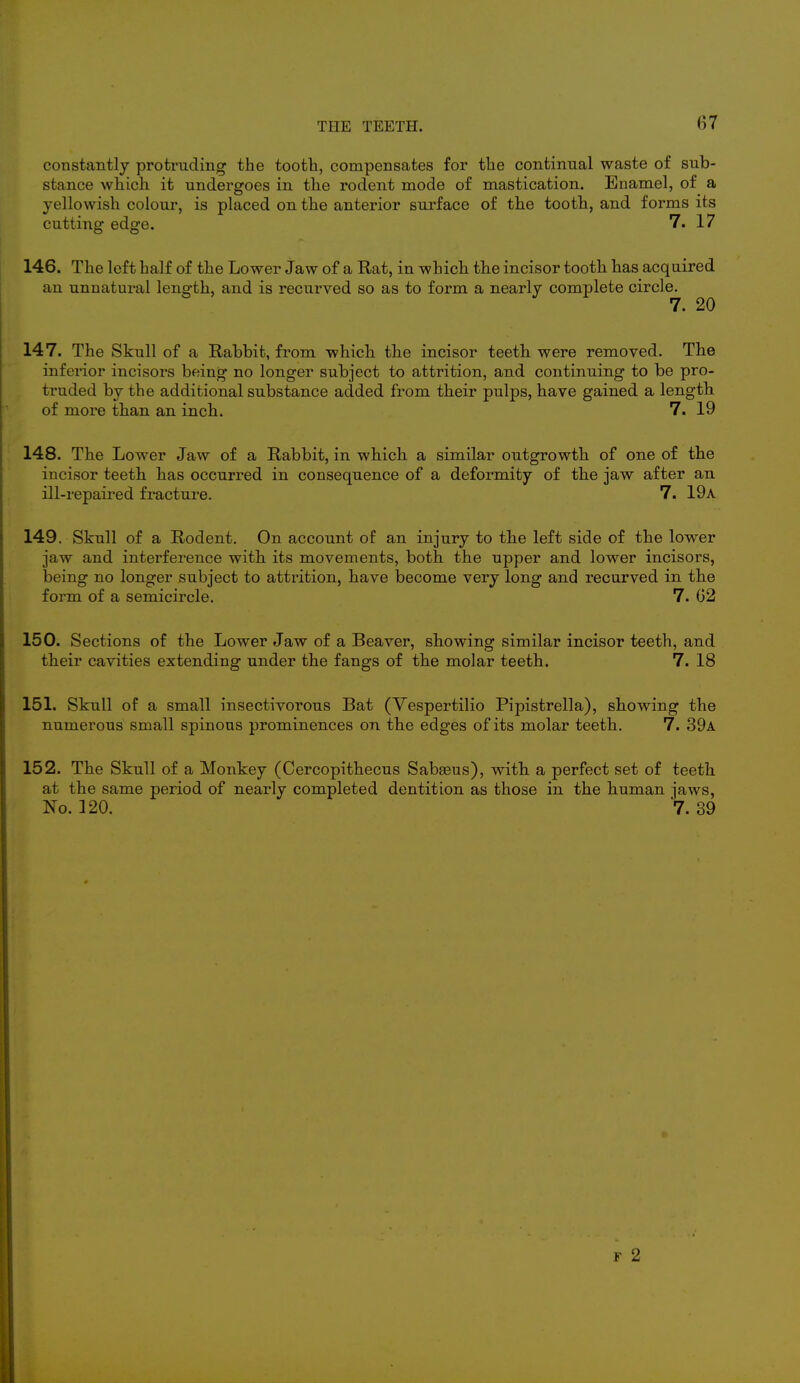 (57 constantly protruding the tooth, compensates for the continual waste of sub- stance which it undergoes in the rodent mode of mastication. Enamel, of a yellowish colour, is placed on the anterior surface of the tooth, and forms its cutting edge. 7. 17 146. The left half of the Lower Jaw of a Rat, in which the incisor tooth has acquired an unnatural length, and is recurved so as to form a nearly complete circle. J 7. 20 147. The Skull of a Rabbit, from which the incisor teeth were removed. The infei'ior incisors being no longer subject to attrition, and continuing to be pro- truded by the additional substance added from their pulps, have gained a length, of more than an inch. 7. 19 148. The Lower Jaw of a Rabbit, in which a similar outgrowth of one of the incisor teeth has occurred in consequence of a deformity of the jaw after an ill-repaired fracture. 7. 19a 149. Skull of a Rodent. On account of an injury to the left side of the lower jaw and interference with its movements, both the upper and lower incisors, being no longer subject to attrition, have become very long and recurved in the form of a semicircle. 7. 62 150. Sections of the Lower Jaw of a Beaver, showing similar incisor teeth, and their cavities extending under the fangs of the molar teeth. 7. 18 151. Skull of a small insectivorous Bat (Yespertilio Pipistrella), showing the numerous small spinous prominences on the edges of its molar teeth. 7. 39a 152. The Skull of a Monkey (Cercopithecus Sabseus), with, a perfect set of teeth at the same period of nearly completed dentition as those in the human jaws, No. 120. 7. 39 f 2