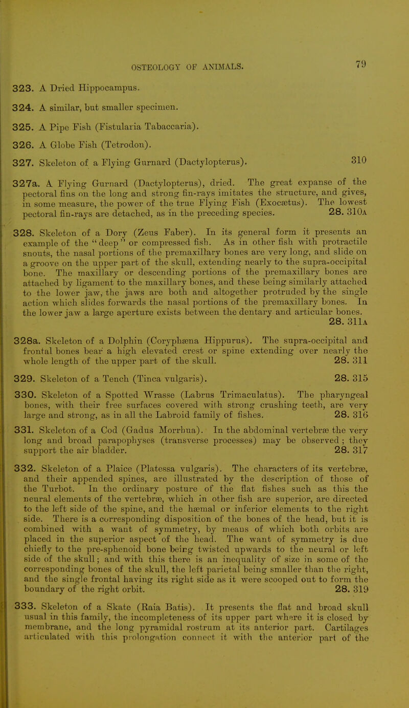 7!) 323. A Dried Hippocampus. 324. A similar, but smaller specimen. 325. A Pipe Fish (Fistularia Tabaccaria). 326. A Globe Fish (Tetrodon). 327. Skeleton of a Flying Gnrnard (Dactylopterus). 310 327a. A. Flying Gurnard (Dactylopterns), dried. The great expanse of the pectoral fins on the long and strong fin-rays imitates the structure, and gives, in some measure, the power of the true Flying Fish (Exocaetus). The lowest pectoral fin-rays are detached, as in the preceding species. 28. 310a 328. Skeleton of a Dory (Zeus Faber). In its general form it presents an example of the deep or compressed fish. As in other fish with protractile snouts, the nasal portions of the premaxillary bones are very long, and slide on a groove on the upper part of the skull, extending nearly to the supra-occipital bone. The maxillary or descending portions of the premaxillary bones are attached by ligament to the maxillary bones, and these being similarly attached to the lower jaw, the jaws are both and altogether protruded by the single action which slides forwards the nasal portions of the premaxillary bones. In the lower jaw a large aperture exists between the dentary and articular bones. 28. 311a 328a. Skeleton of a Dolphin (Coryphaena Hippurus). The supra-occipital and frontal bones bear a high elevated crest or spine extending over nearly the whole length of the upper part of the skull. 28. 311 329. Skeleton of a Tench (Tinea vulgaris). 28. 315 330. Skeleton of a Spotted Wrasse (Labrus Trimaculatus). The pharyngeal bones, with their free surfaces covered with strong crushing teeth, are very large and strong, as in all the Labroid family of fishes. 28. 316 331. Skeleton of a Cod (Gadus Morrhua). In the abdominal vertebras the very long and broad parapophyses (transverse processes) may be observed ; they support the air bladder. 28. 317 332. Skeleton of a Plaice (Platessa vulgaris). The characters of its vertebra?, and their appended sjiines, are illustrated by the description of those of the Turbot. In the ordinary posture of the flat fishes such as this the neural elements of the vertebrae, which in other fish are superior, are directed to the left side of the spine, and the haemal or inferior elements to the right side. There is a corresponding disposition of the bones of the head, but it is combined with a want of symmetry, by means of which both orbits are placed in the superior aspect of the head. The want of symmetry is due chiefly to the pre-sphenoid bone being twisted upwards to the neural or left side of the skull; and with this there is an inequality of size in some of the corresponding bones of the skull, the left parietal being smaller than the right, and the single frontal having its right side as it were scooped out to form the boundary of the right orbit. 28. 319 333. Skeleton of a Skate (Raia Batis). It presents the flat and broad skull usual in this family, the incompleteness of its upper part where it is closed by membrane, and the long pyramidal rostrum at its anterior part. Cartilages articulated with this prolongation connect it with the anterior part of the