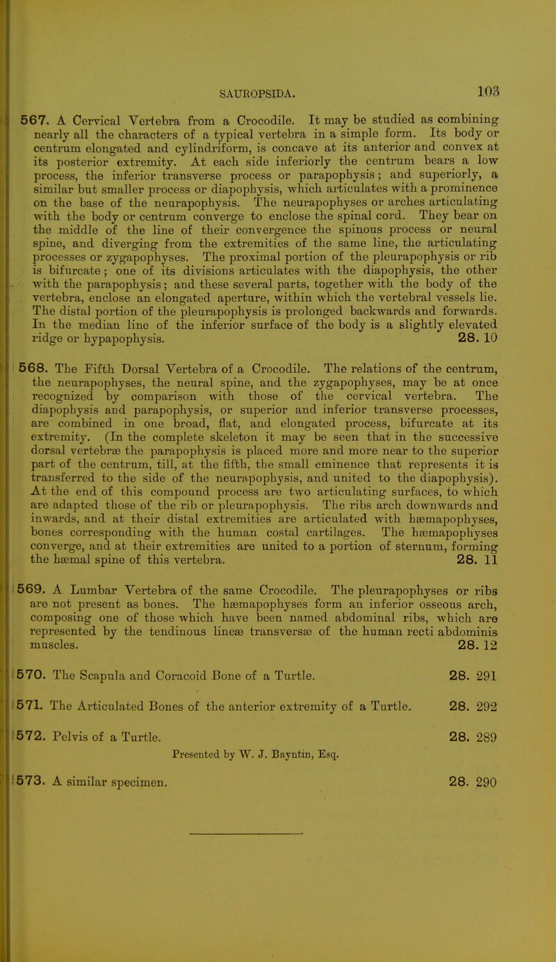 SAUROPSIDA. 567. A Cervical Vertebra from a Crocodile. It may be studied as combining nearly all the characters of a typical vertebra in a simple form. Its body or centrum elongated and cylindriform, is concave at its anterior and convex at its posterior extremity. At each side inferiorly the centrum bears a low- process, the inferior transverse process or parapophysis; and superiorly, a similar but smaller process or diapophysis, which articulates with a prominence on the base of the neurapophysis. The neurapophyses or arches articulating with the body or centrum converge to enclose the spinal cord. They bear on the middle of the line of their convergence the spinous process or neural spine, and diverging from the extremities of the same line, the articulating processes or zygapophyses. The proximal portion of the pleurapophysis or rib is bifurcate; one of its divisions articulates with the diapophysis, the other with the parapophysis; and these several parts, together with the body of the vertebra, enclose an elongated aperture, within which the vertebral vessels lie. The distal portion of the pleurapophysis is prolonged backwards and forwards. In the median line of the inferior surface of the body is a slightly elevated ridge or hypapophysis. 28. 10 568. The Fifth Dorsal Vertebra of a Crocodile. The relations of the centrum, the neurapophyses, the neural spine, and the zygapophyses, may be at once recognized by comparison with those of the cervical vertebra. The diapophysis and parapophysis, or superior and inferior transverse processes, are combined in one broad, flat, and elongated process, bifurcate at its extremity. (In the complete skeleton it may be seen that in the successive dorsal vertebras the parapophysis is placed more and more near to the superior part of the centrum, till, at the fifth, the small eminence that represents it is transferred to the side of the neurapophysis, and united to the diapophysis). At the end of this compound process are two articulating surfaces, to which are adapted those of the rib or pleurapophysis. The ribs arch downwards and inwards, and at their distal extremities are articulated with haamapophyses, bones corresponding with the human costal cartilages. The haemapophyses converge, and at their extremities are united to a portion of sternum, forming the haemal spine of this vertebra. 28. 11 569. A Lumbar Vertebra of the same Crocodile. The pleurapophyses or ribs are not present as bones. The hasmapophyses form an inferior osseous arch, composing one of those which have been named abdominal ribs, which are represented by the tendinous lineas transversaa of the human recti abdominis muscles. 28.12 570. The Scapula and Coracoid Bone of a Turtle. 28. 291 571. The Articulated Bones of the anterior extremity of a Turtle. 28. 292 572. Pelvis of a Turtle. 28. 289 Presented by W. J. Bayntin, Esq. 573. A similar specimen. 28. 290