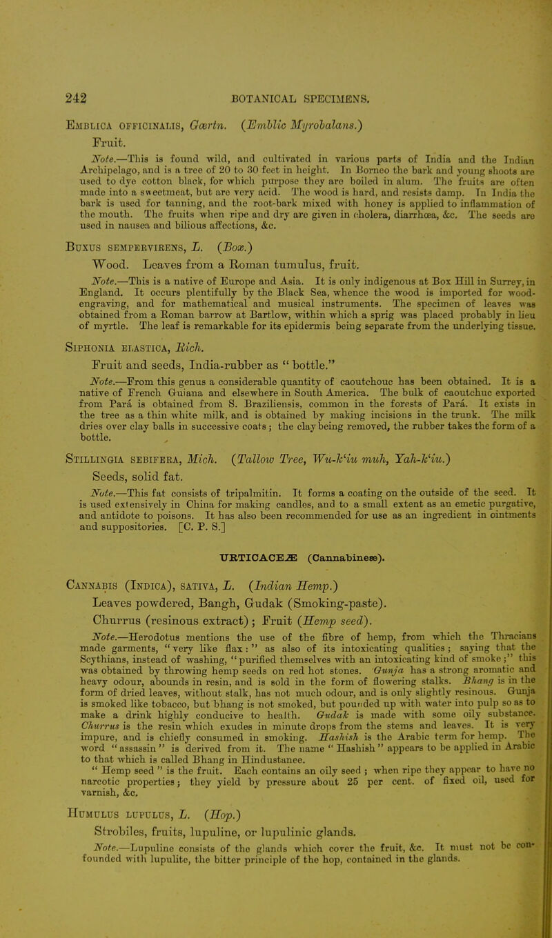 Emblica officinalis, Gcertn. (JEmblic Myrobalans.) Fruit. Note.—This is found wild, and cultivated in various parts of India and the Indian Archipelago, and is a tree of 20 to 30 feet in height. In Borneo the bark and young shoots are used to dye cotton black, for which purpose they are boiled in alum. The fruits are often made into a sweetmeat, but are very acid. The wood is hard, and resists damp. Tn India the bark is used for tanning, and the root-bark mixed with honey is applied to inflammation of the mouth. The fruits when ripe and dry are given in cholera, diarrhoea, &c. The seeds are used in nausea and bilious affections, &c. BUXUS SEMPEEVIRENS, L. (Box.) Wood. Leaves from a Roman tumulus, fruit. Note.—This is a native of Europe and Asia. It is only indigenous at Box Hill in Surrey, in England. It occurs plentifully by the Black Sea, whence the wood is imported for wood- engraving, and for mathematical and musical instruments. The specimen of leaves waB obtained from a Roman barrow at Bartlow, within which a sprig was placed probably in lieu of myrtle. The leaf is remarkable for its epidermis being separate from the underlying tissue. SlPHONIA ELASTICA, Bich. Fruit and seeds, India-rubber as  bottle. Note.—From this genus a considerable quantity of caoutchouc has been obtained. It is a native of French Guiana and elsewhere in South America. The bulk of caoutchuc exported from Para is obtained from S. Braziliensis, common in the forests of Para. It exists in the tree as a thin white milk, and is obtained by making incisions in the trunk. The milk dries over clay balls in successive coats ; the clay being removed, the rubber takes the form of a bottle. Stillingia sebifera, Mich. (Tallow Tree, Wu-hliu muli, Yali-Wiu.) Seeds, solid fat. Note.—This fat consists of tripalmitin. It forms a coating on the outside of the seed. It is used extensively in China for making candles, and to a small extent as an emetic purgative, and antidote to poisons. It has also been recommended for use as an ingredient in ointments and suppositories. [C. P. S.] TJRTICACE2E (Cannabineee). Cannabis (Indica), sativa, L. (Indian Hemp.) Leaves powdered, Bangh, Gudak (Smoking-paste). Churrus (resinous extract) ; Fruit (Hemp seed). Note.—Herodotus mentions the use of the fibre of hemp, from which the Thracians made garments,  very like flax :  as also of its intoxicating qualities ; saying that the Scythians, instead of washing, purified themselves with an intoxicating kind of smoke ; this was obtained by throwing hemp seeds on red hot stones. Ounja has a strong aromatic and heavy odour, abounds in resin, and is sold in the form of flowering stalks. Bhang is in the form of dried leaves, without stalk, has not much odour, and is only slightly resinous. Gunja is smoked like tobacco, but bhang is not smoked, but pounded up with water into pulp so as to make a drink highly conducive to health. Ghidak is made with some oily substance. Churrus is the resin which exudes in minute drops from the stems and leaves. It is very impure, and is chiefly consumed in smoking. Hashish is the Arabic term for hemp. The word assassin is derived from it. The name  Hashish appears to be applied in Arabic to that which is called Bhang in Hindustanee.  Hemp seed  is the fruit. Each contains an oily seed ; when ripe they appear to have no narcotic properties; they yield by pressure about 25 per cent, of fixed oil, used for varnish, &c. Humulus LUPULUS, L. (Hop.) Strobiles, fruits, lupuline, or lupulinic glands. Note.—Lupuline consists of the glands which cover the fruit, &c. It must not be con- founded with lupulite, the bitter principle of the hop, contained in the glands.