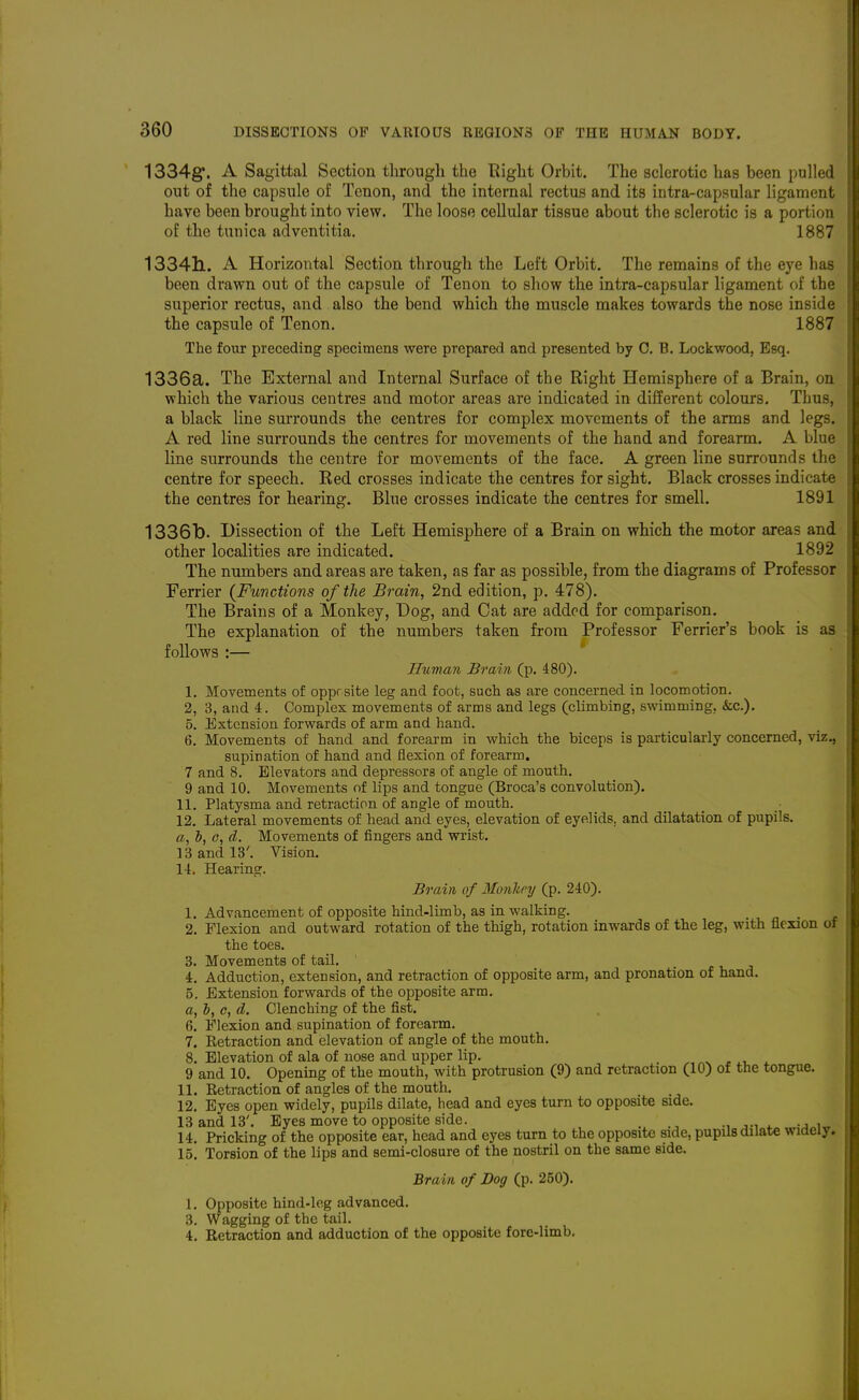 1334g'. A Sagittal Section through the Right Orbit. The sclerotic has been pulled out of the capsule of Tenon, and the internal rectus and its intra-capsular ligament have been brought into view. The loose cellular tissue about the sclerotic is a portion of the tunica adventitia. 1887 13341l. A Horizontal Section through the Left Orbit. The remains of the eye has been drawn out of the capsule of Tenon to show the intra-capsular ligament of the superior rectus, and also the bend which the muscle makes towards the nose inside the capsule of Tenon. 1887 The four preceding specimens were prepared and presented by 0. B. Lockwood, Esq. 1336a. The External and Internal Surface of the Right Hemisphere of a Brain, on which the various centres and motor areas are indicated in different colours. Thus, a black line surrounds the centres for complex movements of the arms and legs. A red line surrounds the centres for movements of the hand and forearm. A blue line surrounds the centre for movements of the face. A green line surrounds the centre for speech. Red crosses indicate the centres for sight. Black crosses indicate the centres for hearing. Blue crosses indicate the centres for smell. 1891 1336b. Dissection of the Left Hemisphere of a Brain on which the motor areas and other localities are indicated. 1892 The numbers and areas are taken, as far as possible, from the diagrams of Professor Ferrier {Functions of the Brain, 2nd edition, p. 478). The Brains of a Monkey, Dog, and Cat are added for comparison. The explanation of the numbers taken from Professor Ferrier's book is as follows :— Unman Brain (p. 480). 1. Movements of opprsite leg and foot, such as are concerned in locomotion. 2, 3, and 4. Complex movements of arms and legs (climbing, swimming, &c.). 5. Extension forwards of arm and hand. 6. Movements of hand and forearm in which the biceps is particularly concerned, viz., supination of hand and flexion of forearm. 7 and 8. Elevators and depressors of angle of mouth. 9 and 10. Movements of lips and tongue (Broca's convolution). 11. Platysma and retraction of angle of mouth. 12. Lateral movements of head and eyes, elevation of eyelids, and dilatation of pupils. a, b, G, d. Movements of fingers and wrist. 13 and 13'. Vision. 14. Hearing. Brain of Monkey (p. 240). 1. Advancement of opposite hind-limb, as in walking. 2. Flexion and outward rotation of the thigh, rotation inwards of the leg, with flexion of the toes. 3. Movements of tail. 4. Adduction, extension, and retraction of opposite arm, and pronation of hand. 5. Extension forwards of the opposite arm. a, b, c, A. Clenching of the fist. 6. Flexion and supination of forearm. 7. Eetraction and elevation of angle of the mouth, 8. Elevation of ala of nose and upper lip. _ , r.^ , ^ 9 and 10. Opening of the mouth, with protrusion (9) and retraction (10) of the tongue. 11. Eetraction of angles of the mouth. 12. Eyes open widely, pupils dilate, head and eyes turn to opposite side. 13 and 13'. Byes move to opposite side. , ., ^-i i. -a \^ 14. Pricking of the opposite ear, head and eyes turn to the opposite side, pupils dilate widely. 15. Torsion of the lips and semi-closure of the nostril on the same side. Brain of Dog (p. 250). 1. Opposite hind-leg advanced. 3. Wagging of the tail. 4. Retraction and adduction of the opposite fore-limb.