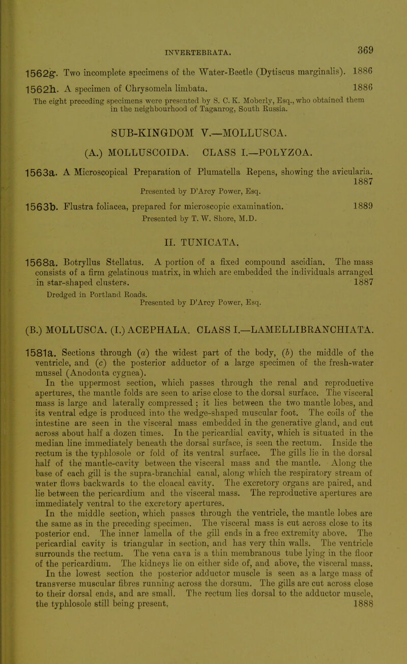 1562g'. Two incomplete specimens of the Water-Beetle (Dytiscus marginalis). 1886 156211. A specimen of Ohrysomela limbata. 1886 The eight preceding specimens were presented by S. C. K. Moberly, Esq., who obtained them in the neighbourhood of Taganrog, South Russia. SUB-KINGDOM V.—MOLLUSCA. (A.) MOLLUSCOIDA. CLASS I.—POLYZOA. 1563a. A Microscopical Preparation of Plumatella Repens, showing the avicularia. 1887 Presented by D'Arcy Power, Esq. 1563b. Flustra foliacea, prepared for microscopic examination. 1889 Presented by T. W. Shore, M.D. II. TUNICATA. 1568a. Botryllus Stellatus. A portion of a fixed compound ascidian. The mass consists of a firm gelatinous matrix, in which are embedded the individuals arranged in star-shaped clusters. 1887 Dredged in Portland Roads. Presented by D'Arcy Power, Esq. (B.) MOLLUSCA. (I.) ACEPHALA. CLASS I.—LAMELLIBRANCHIATA. 1581a. Sections through (a) the widest part of the body, (h) the middle of the ventricle, and (c) the posterior adductor of a large specimen of the fresh-water mussel (Anodonta cygnea). In the uppermost section, which passes through the renal and reproductive apertures, the mantle folds are seen to arise close to the dorsal surface. The visceral mass is large and laterally compressed ; it lies between the two mantle lobes, and its ventral edge is produced into the wedge-shaped muscular foot. The coils of the intestine are seen in the visceral mass embedded in the generative gland, and cut across about half a dozen times. In the pericardial cavity, which is situated in the median line immediately beneath the dorsal surface, is seen the rectum. Inside the rectum is the typhlosole or fold of its ventral surface. The gills lie in the dorsal half of the mantle-cavity between the visceral mass and the mantle. Along the base of each gill is the supra-branchial canal, along which the respiratory stream of water flows backwards to the cloacal cavity. The excretory organs are paired, and lie between the pericardium and the visceral mass. The reproductive apertures are immediately ventral to the excretory apertures. In the middle section, which passes through the ventricle, the mantle lobes are the same as in the preceding specimei). The visceral mass is cut across close to its posterior end. The inner lamella of the gill ends in a free extremity above. The pericardial cavity is triangular in section, and has very thin walls. The ventricle surrounds the rectum. The vena cava is a thin membranous tube lying in the floor of the pericardium. The kidneys lie on either side of, and above, the visceral mass. In the lowest section the posterior adductor muscle is seen as a large mass of transverse muscular fibres running across the dorsum. The gills are cut across close to their dorsal ends, and are small. The rectum lies dorsal to the adductor muscle, the typhlosole still being present. 1888