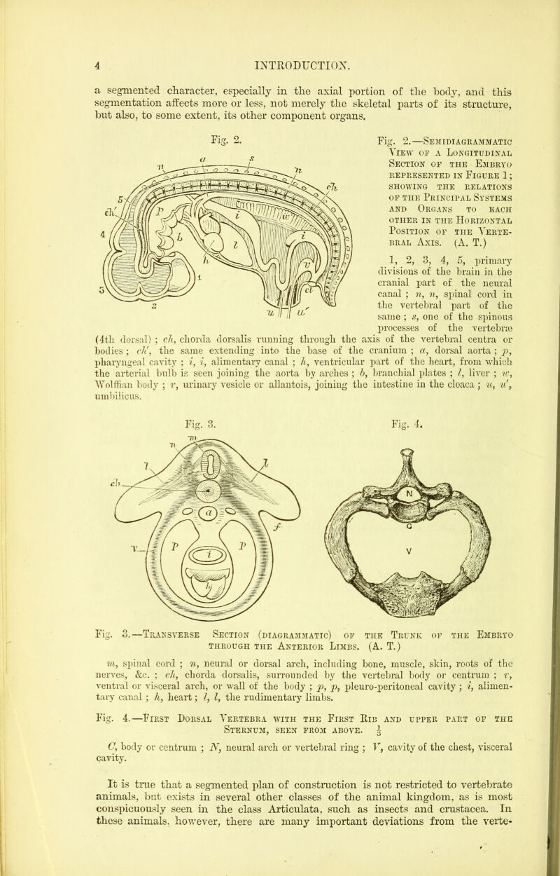 a segniented character, especially in the axial portion of the body, and this segmentation affects more or less, not merely the skeletal parts of its structure, but also, to some extent, its other component organs. Kg. 2. Fig. 2.—Semidiagrammatic \m\y OF A Longitudinal Section op the Embryo llEPEESENTED IN FiGURE 1 ; SHOWING THE RELATIONS OP THE Principal Systems AND Organs to each OTHER in the HORIZONTAL Position op the Verte- bral Axis. (A. T.) 1, 2, 3, 4, 5, primary divisions of tlie brain in the cranial part of the neural canal ; n, ?/, spinal cord in the vertebral part of the same ; s, one of tiie spinous processes of the vertebra? (4th dorsal) ; rJi, cliorda dorsalis running through the axis of the vertebral centra or bodies ; ch', the same extending into the base of the cranium ; a, dorsal aorta ; j?), pharyngeal cavity : /, /, alimentary canal ; h, ventricular part of the heart, from which the arterial bulb is seen joining the aorta by arches ; b, branchial plates ; I, liver ; it; AV^olffian body ; r, urinary vesicle or allantois, joining the intestine in the cloaca ; u, u\ umlnlicus. Fig. 3. Fig. 4. Fig. 3.—Transverse Section (diagrammatic) op the Trunk op the Embryo through the Anterior Limbs. (A. T.) ?«, spinal cord ; n, neural or dorsal arch, including bone, muscle, skin, roots of the nerves, &c. ; ch, chorda dorsalis, surrounded by the vei'tebral body or centrum ; %\ ventral or visceral arch, or wall of the body ; j), p, pleuro-peritoneal cavity ; i, alimen- tary canal ; h, heart; J, I, the rudimentary limbs. Fig. 4.—First Dorsal Vertebra with the First Eib and upper part of thg Sternum, seen from above. ^ C, body or centrum ; N, neural arch or vertebral ring ; F, cavity of the chest, visceral cavity. It is true that a segmented plan of construction is not restricted to vertebrate animals, but exists in several other classes of the animal kingdom, as is most conspicuously seen in the class Articulata, such as insects and Crustacea. In these animals, however, there are many important deviations from the verte-