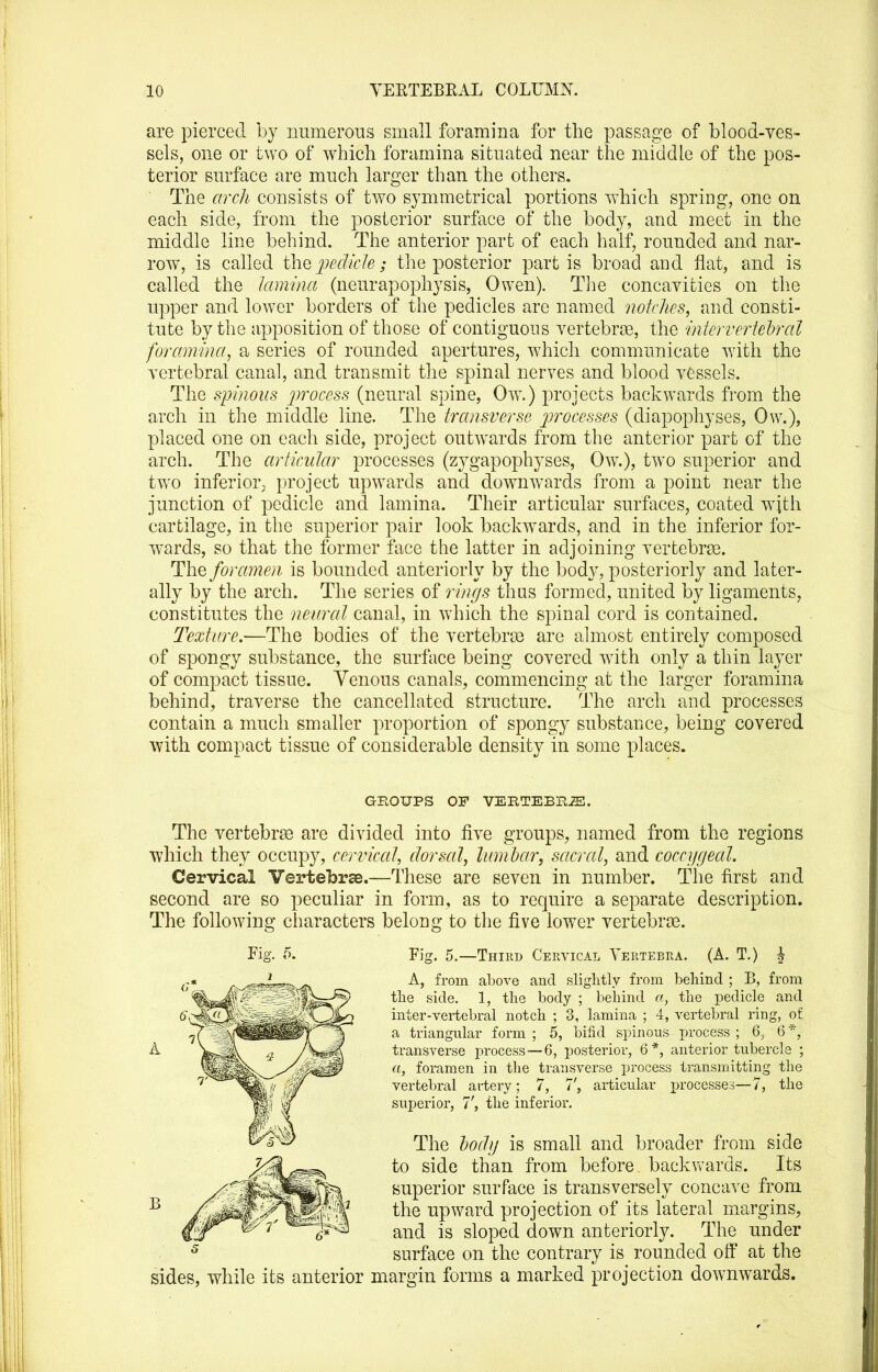 are pierced by numerous small foramina for the passage of blood-ves- sels, one or two of whicb foramina situated near the middle of the pos- terior surface are much larger than the others. The arch consists of two symmetrical portions which spring, one on each side, fi'om the posterior surface of the body, and meet in the middle line behind. The anterior part of each half, rounded and nar- row, is called the pedicle; the posterior partis broad and flat, and is called the lamina (neurapophysis, Owen). The concavities on the upper and lower borders of the pedicles are named notches, and consti- tute by the apposition of those of contiguous vertebrae, the iniervertehral foramina, a series of rounded apertures, which communicate with the vertebral canal, and transmit the spinal nerves and blood vessels. The spinous ])rocess (neural spine, Ow.) projects backwards from the arch in the middle line. The transverse processes (diapophyses, Ow.), placed one on each side, project outwards from the anterior part of the arch. The articular processes (zygapophyses, Ow.), two superior and two inferior; project upwards and downwards from a point near the junction of pedicle and lamina. Their articular surfaces, coated with cartilage, in the superior pair look backwards, and in the inferior for- wards, so that the former face the latter in adjoining vertebrae. The foramen is bounded anteriorly by the bod}^, posteriorly and later- ally by the arch. The series of ri)igs thus formed, united by ligaments, constitutes the nevral canal, in which the spinal cord is contained. Texture.—The bodies of the vertebrae are almost entirely composed of spongy substance, the surface being covered with only a thin layer of compact tissue. Yenous canals, commencing at the larger foramina behind, traverse the cancellated structure. The arch and processes contain a much smaller proportion of spongy substance, being covered with compact tissue of considerable density in some places. GROUPS OF VERTEBBiE. The vertebras are divided into five groups, named from the regions which they occupy, cervical, dorsal, lumlar, sacral, and coccycjecd. Cervical Vertebrae.—These are seven in number. The first and second are so peculiar in form, as to require a separate description. The following characters belong to the five lower vertebras. Fig. 5.—Thikd Cervical Vertebra. (A. T.) | A, from above and slightly from behind ; B, from inter-vertebral notch ; 3, lamina ; 4, vertebral ring, of a triangular form ; 5, bifid spinous process ; 6, 6 *, transverse process—6, posterior, 6*, anterior tubercle ; a, foramen in the transverse process transmitting the vertebral artery; 7, 7', articular processes—7, the supei-ior, 7', the infeiior. The lody is small and broader from side to side than from before backwards. Its superior surface is transversely concave from the upward projection of its lateral margins, and is sloped down anteriorly. The under surface on the contrary is rounded off at the sides, while its anterior margin forms a marked projection downwards. Fig. 5.