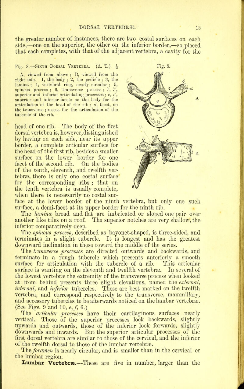 DOESAL VERTEBliiE. IS the greater number of instances, there are two costal surfaces on each side,—one on the superior, the other on the inferior border,—so placed that each completes, with that of the adjacent vertebra, a cavity for the Fig. 8.—Sixth Dorsal Vertebra. (A. T.) A A, viewed from above ; 15, viewed from the riglit side. 1, the body ; 2, the pedicle ; 3, the lamina ; 4, vertebral ring, nearly eircuhir ; 5, si^inous process ; 6, transverse process ; 7, 7', superior and inferior articulating processes ; c, c', superior and inferior facets on the body for the articulation of the head of the rib ; d, facet, on the transverse process for the articulation of the tubercle of the rib. head of one rib. The body of the first dorsal vertebra is, however, distinguished by having on each side, near its upper border, a complete articular surface for the head of the first rib, besides a smaller surface on the lower border for one facet of the second rib. On the bodies of the tenth, eleventh, and twelfth ver- tebrae, there is only one costal surface for the corresponding ribs ; that on the tenth vertebra is usually complete, when there is necessarily no costal sur- face at the lower border of the ninth vertebra, but only one such surface, a demi-facet at its upper border for the ninth rib. The Jaminm broad and flat are imbricated or slo]3ed one pair over another like tiles on a roof. The superior notches are very shallow, the inferior comparatively deep. The sjnnous process, described as bayonet-shaped, is three-sided, and terminates in a slight tubercle. It is longest and has the greatest downward inclination in those toward the middle of the series. The transverse jirocesses are directed outwards and backwards, and terminate in a rough tubercle which presents anteriorly a smooth surface for articulation with the tubercle of a rib. This articular surface is wanting on the eleventh and twelfth vertebra3. In several of the lowest vertebrai the extremity of the transverse process when looked at from behind presents three slight elevations, named the external, internal, and inferior tubercles. These are best marked on the twelfth vertebra, and correspond respectively to the transverse, mammillary, and accessory tubercles to be afterwards noticed on the lumbar vertebrae. (See Figs. 9 and 10, e,f, G.) The articular processes have their cartilaginous surfaces nearly vertical. Those of the superior processes look backwards, slightly upwards and outwards, those of the inferior look forwards, slightly downwards and inwards. But the superior articular processes of the first dorsal vertebra are similar to those of the cervical, and the inferior of the twelfth dorsal to those of the lumbar vertebrae. lihe foramen is nearly circular, and is smaller than in the cervical or the lumbar region. lumbar Vertebrae.—These are five in number, larger than the
