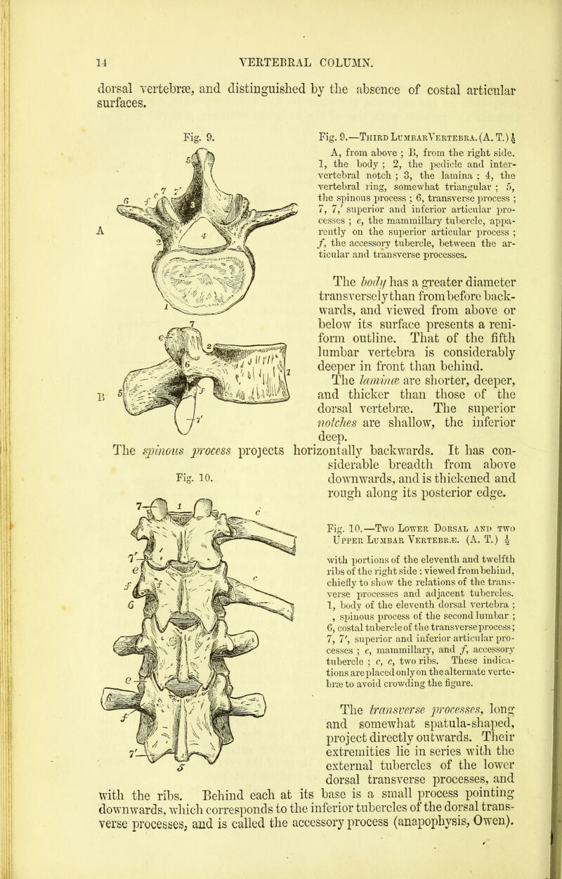 dorsal vertebrge, and distinguished by tlie absence of costal articular surfaces. Fig. 9.—Third Lumbar Vertebra. (A. T.) i A, from above ; B, from the right side. 1, the body ; 2, the pedicle and inter- vertebral notch ; 3, the lamina ; 4, the vertebral ring, somewhat triangular ; 5, the spinous process ; 6, transverse process ; 7, 7/ superior and inferior articular pro- cesses ; e, the mammillary tubercle, appa- rently on the superior articular process ; /, the accessory tubercle, between the ar- ticular and transverse processes. The dodi/ has a greater diameter transversciy than from before back- wards, and viewed from above or below its surface presents a reni- form outline. That of the fifth lumbar vertebra is considerably deeper in front than behind. The lamiiue are shorter, deeper, and thicker than those of the dorsal vertebrae. The superior notches are shallow, the inferior deep. The qrinous j'^'^^oms projects horizontally backwards. It has con- siderable breadth from above Fig. 10. downwards, and is thickened and rough along its posterior edge. Fig. 10.—Two Lower Dorsal and two Upper Lumbar Vertebrae. (A. T.) ^ with portions of the eleventh and twelfth ribs of the right side : viewed from behind, chiefly to show the relations of the trans- verse processes and adjacent tubercles. 1, body of the eleventh dorsal vertebra ; , spinous process of the second lumbar ; 6, costal tubercle of the transverse process; 7, 7', superior and inferior articular pro- cesses ; e, mammillary, and /, accessory tubercle ; c, c, two ribs. These indica- tions are placed only on the alternate verte- briB to avoid crowding the figure. The transverse processes, long and somewhat spatula-shaped, project directly outwards. Their extremities lie in series with the external tubercles of the lower dorsal transverse processes, and with the ribs. Behind each at its base is a small process pointing downwards, which corresponds to the inferior tubercles of the dorsal trans- verse processes, and is called the accessory process (anapophysis, Owen).