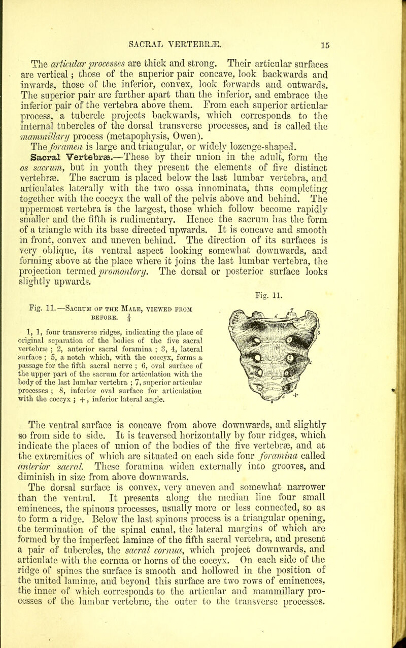 The articular processes are thick and strong. Their articular surfaces are vertical; those of the superior pair concave, look backwards and inwards, those of the inferior, convex, look forwards and outwards. The superior pair are further apart than the inferior, and embrace the inferior pair of the vertebra above them. From each superior articular process, a tubercle projects backwards, which corresponds to the internal tubercles of the dorsal transverse processes, and is called the mammillary process (metapophysis, Owen). The foramen is large and triangular, or widely lozenge-shaped. Sacral Vertebra.—These by their union in the adult, form the OS sacrum, but in youth they present the elements of five distinct vertebrse. The sacrum is placed below the last lumbar vertebra, and articulates laterally with the two ossa innominata, thus completing together with the coccyx the wall of the pelvis above and behind. The uppermost vertebra is the largest, those which follow become rapidly smaller and the fifth is rudimentary. Hence the sacrum has the form of a triangle with its base directed upwards. It is concave and smooth m front, convex and uneven behind. The direction of its surfaces is very oblique, its ventral aspect looking somewhat downwards, and forming above at the place where it joins the last lumbar vertebra, the projection tevmad 2^romo}ifori/. The dorsal or posterior surface looks slightly upwards. Fig. 11. Fig. 11.—Sacrum op the Male, viewed from BEFORE. I 1, 1, four transverse ridges, indicating the place of original separation of the bodies of the live sacral vertebrae ; 2, anterior sacral foramina ; 3, 4, lateral .surface ; 5, a notch which, with the coccyx, forms a passage for the fifth sacral nerve ; 6, oval surface of the upper part of the sacrum for articulation with the body of the last lumbar vertebra ; 7, superior articular processes ; 8, inferior oval surface for articulation with the coccyx ; +, inferior lateral angle. The ventral surface is concave from above downwards, and slightly so from side to side. It is traversed horizontally by four ridges, which indicate the places of union of the bodies of the five vertebrj©, and at the extremities of which are situated on each side four foramma called anterior sacral These foramina widen externally into grooves, and diminish in size from above downwards. The dorsal surface is convex, very uneven and somewhat narrower than the ventral. It presents along the median line four small eminences, the spinous processes, usually more or less connected, so as to form a ridge. Below the last spinous process is a triangular opening, the termination of the spinal canal, the lateral margins of which are formed by the imperfect lamiuis of the fifth sacral vertebra, and present a pair of tubercles, the sacral cornua, which project downwards, and articulate with the cornua or horns of the coccyx. On each side of the ridge of spines the surface is smooth and hollowed in the position of the united laminog, and beyond this surface are two rows of eminences, the inner of which corresponds to the articular and mammillary pro- cesses of the lumbar vertebra3, the outer to the transverse processes.
