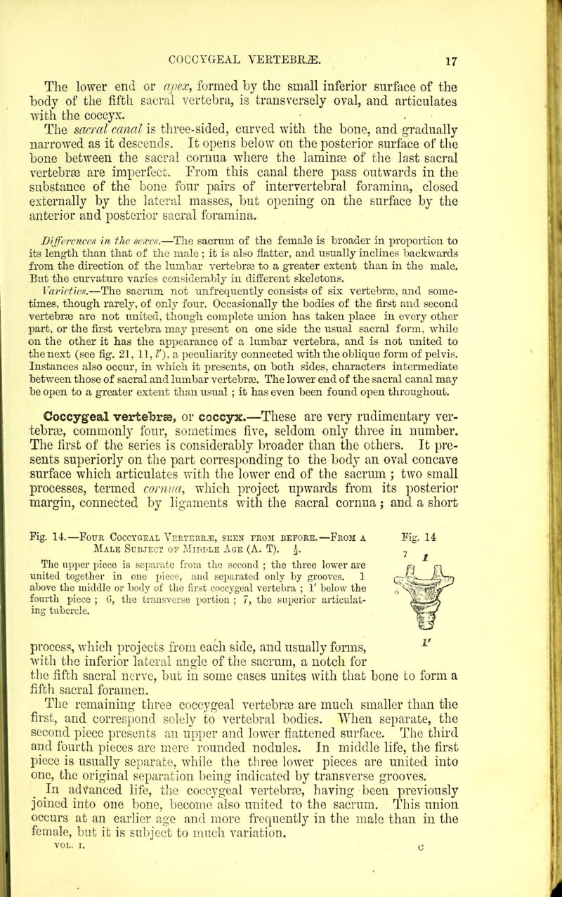 The lower end or apex, formed by the small inferior sm-face of the body of the fifth sacral vertebra, is transversely oval, and articulates with the coccyx. The sacral canal is three-sided, curved with the bone, and gradually narrowed as it descends. It opens below on the posterior surface of the bone between the sacral cornua where the laminse of the last sacral vertebrse are imperfect. From this canal there pass outwards in the substance of the bone four pairs of intervertebral foramina, closed externally by the lateral masses, but opening on the surface by the anterior and posterior sacral foramina. B\ffcrences in flie sexes.—The sacrum of the female is broader in proportion to its length than that of the male; it is also flatter, and usually inclines backwards from the direction of the lumbar vertebr83 to a greater extent than in the male. But the curvature varies considerably in different skeletons. Varieties.—The sacrum not mifrequently consists of six vertebra, and some- times, though rarely, of only four. Occasionally the bodies of the first and second vertebra are not united, though complete union has taken place in every other part, or the first vertebra may present on one side the usual sacral form, while on the other it has the appearance of a lumbar vertebra, and is not united to the next (see fig. 21, 11, Z'). a peculiarity connected with the oblique form of pelvis. Instances also occur, in which it presents, on both sides, characters intermediate betv/een those of sacral and lumbar vertebrae. The lower end of the sacral canal may be open to a greater extent than usual; it has even been found open throughout. Coccygeal vertebrss, or coccyx.—These are very rudimentary ver- tebrae, commonly four, sometimes five, seldom only three in number. The first of the series is considerably broader than the others. It pre- sents superiorly on the part corresponding to the body an oval concave surface which articulates with the lower end of the sacrum; two small processes, termed cornua, which project upwards from its posterior margin, connected by ligaments with the sacral cornua; and a short Fig. 14.—Four Coccygeal Vertebrae, seen from before.—From a Male Subject of iMiddle Age (A. T). |. The upper piece is separate from the second ; the three lower are united together in one piece, and separated only by grooves. 1 above the middle or body of the first coccygeal vertebra ; 1' below the fourth piece ; 6, tlie transverse portion ; 7, the superior articulat- ing tubercle. process, which projects from each side, and usually forms, with the inferior lateral angle of the sacrum, a notch for the fifth sacral nerve, but in some cases unites with that bone to form a fifth sacral foramen. The remaining three coccygeal vertebrae are much smaller than the first, and correspond solely to vertebral bodies. When separate, the second piece presents an upper and lower flattened surface. The third and fourth pieces are mere rounded nodules. In middle life, the first piece is usually separate, while the three lower pieces are united into one, the original separation being indicated by transverse grooves. In advanced life, the coccygeal vertebrae, having been previously joined into one bone, become also united to the sacrum. This union occurs at an earlier age and more frequently in the male than in the female, but it is subject to much variation. VOL. I. 0