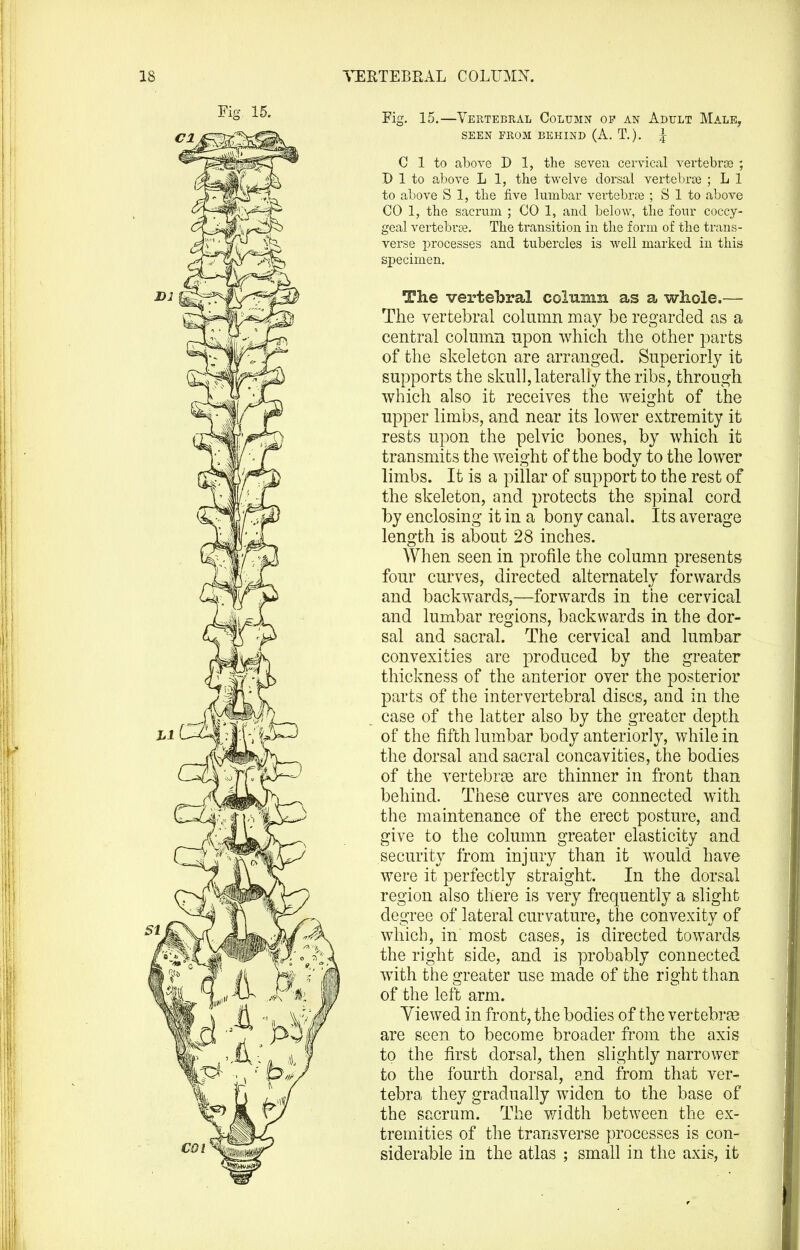 Fig. 15.—Vertebral Column op an Adult Male, SEEN FROM BEHIND (A. T.). | C 1 to above D 1, the seven cervical vertebrse ; D 1 to above L 1, the twelve dorsal vertebr£e ; L 1 to above S 1, the five lumbar vertebrae ; S 1 to above CO 1, the sacrum ; CO 1, and. below, the four coccy- geal vertebrce. The transition in the form of the trans- verse processes and tubercles is Avell marked in this specimen. The vertebral column as a whole.— The vertebral column may be regarded as a central colmnn npon which the other parts of the skeleton are arranged. Superiorly it supports the skull, laterally the ribs, through which also it receives the weight of the upper limbs, and near its lower extremity it rests upon the pelvic bones, by which it transmits the weight of the body to the lower limbs. It is a pillar of support to the rest of the skeleton, and protects the spinal cord by enclosing it in a bony canal. Its average length is about 28 inches. When seen in profile the column presents four curves, directed alternately forwards and backwards,—forwards in the cervical and lumbar regions, backwards in the dor- sal and sacral. The cervical and lumbar convexities are produced by the greater thickness of the anterior over the posterior parts of the intervertebral discs, and in the case of the latter also by the greater depth of the fifth lumbar body anteriorly, while in the dorsal and sacral concavities, the bodies of the vertebrse are thinner in front than behind. These curves are connected with the maintenance of the erect posture, and give to the column greater elasticity and security from injury than it would have were it perfectly straight. In the dorsal region also there is very frequently a slight degree of lateral curvature, the convexity of which, in most cases, is directed towards the right side, and is probably connected with the greater use made of the right than of the left arm. Viewed in front, the bodies of the vertebra are seen to become broader fi'om the axis to the first dorsal, then slightly narrower to the fourth dorsal, and from that ver- tebra they gradually widen to the base of the sacrum. The width between the ex- tremities of the transverse processes is con- siderable in the atlas ; small in the axis, it