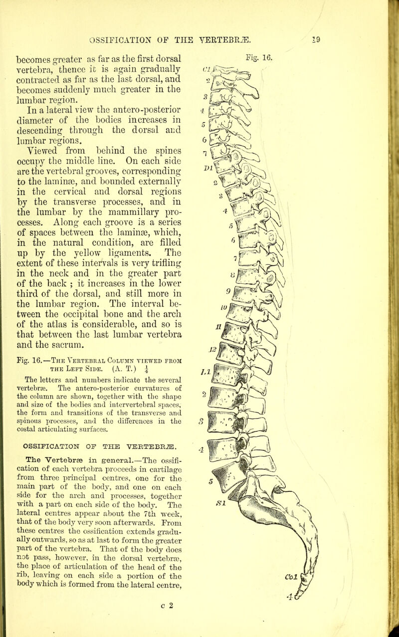 verte])ra,' thence it is again gradually contracted as far as the last dorsal, and becomes suddenly much greater in the lumbar region. In a lateral view the antero-posterior diameter of the bodies increases in descending through the dorsal and lumbar regions. Viewed from behind the spines occupy the middle line. On each side are the vertebral grooves, corresponding to the laminae, and bounded externally in the cervical and dorsal regions by the transverse processes, and in the lumbar by the mammillary pro- cesses. Along each groove is a series of spaces between the laminae, which, in the natural condition, are filled up by the yellow ligaments. The extent of these intervals is very trifling in the neck and in the greater part of the back ; it increases in the lower third of the dorsal, and still more in the lumbar region. The interval be- tween the occipital bone and the arch of the atlas is considerable, and so is that between the last lumbar vertebra and the sacrum. Fig. 16.—The Vertebral Column viewed from THE Left Side. (A. T.) | The letters and numbers indicate the several vertebrte. The antero-posterior curvatures of the column are shown, togetlier with tl]o shajje and size of the bodies and intervertebral spaces, the form and transitions of the transverse and spinous processes, and the differences in the costal articulating surfaces. OSSIFICATION OF THE VEBTEBRiS. The Vertebrse in general.—The ossifi- cation of each vertebra proceeds in cartilage from three principal centres, one for the main part of the body, and one on each side for the arch and processes, together with a part on each side of the body. The lateral centres appear about the 7th week, that of the body very soon afterwards. From these centres the ossification extends gradu- ally outwards, so as at last to form the greater part of the vertebra. That of the body does not pass, however, in the dorsal vei-tebras, the place of articulation of the head of the rib, leaving on each side a portion of the body which is formed from the lateral centre, c 2