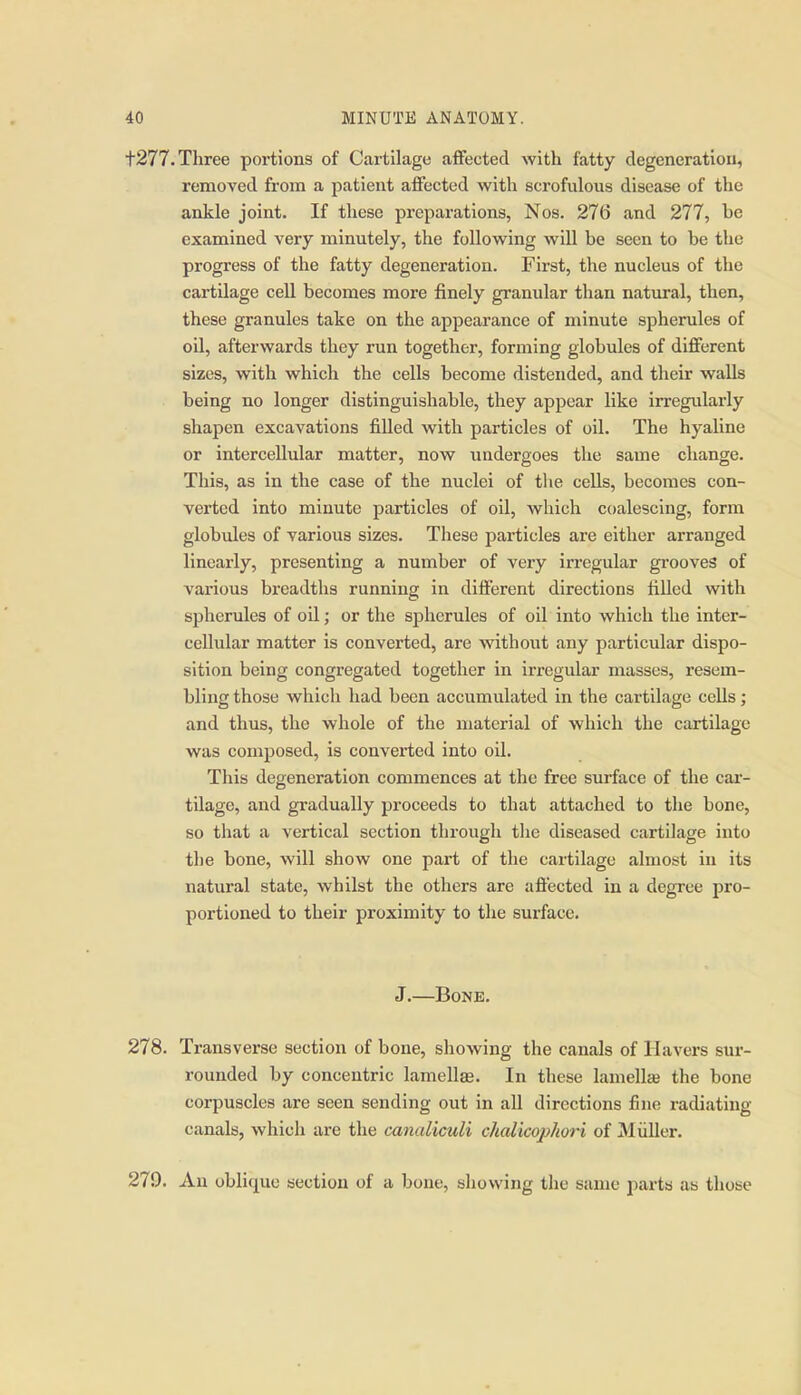 t277. Three portions of Cartilage aflfected with fatty degeneration, removed from a patient affected with scrofulous disease of the ankle joint. If these preparations, Nos. 276 and 277, be examined very minutely, the following will be seen to be the progress of the fatty degeneration. First, the nucleus of the cartilage cell becomes more finely granular than natural, then, these granules take on the appearance of minute spherules of oil, afterwards they run together, forming globules of different sizes, with which the cells become distended, and their walls being no longer distinguishable, they appear like irregularly shapen excavations filled with particles of oil. The hyaline or intercellular matter, now undergoes the same change. This, as in the case of the nuclei of tlie cells, becomes con- verted into minute particles of oil, which coalescing, form globules of various sizes. These particles are either arranged linearly, presenting a number of very irregular grooves of various breadths running in different directions filled with spherules of oil; or the spherules of oil into which the inter- cellular matter is converted, are without any particular dispo- sition being congregated together in irregular masses, resem- bling those which had been accumulated in the cartilage cells; and thus, the whole of the material of which the cartilage was composed, is converted into oil. This degeneration commences at the free surface of the car- tilage, and gradually proceeds to that attached to the bone, so that a vertical section through the diseased cartilage into the bone, will show one part of the cartilage almost in its natural state, whilst the others are affected in a degree pro- portioned to their proximity to the surface. J.—Bone. 278. Transverse section of bone, showing the canals of Havers sur- rounded by concentric lamellas. In these lamellce the bone corpuscles are seen sending out in all directions fine radiating canals, which are the canaliculi chalicophori of Miiller. 279. An oblique section of a bone, showing the same party as those