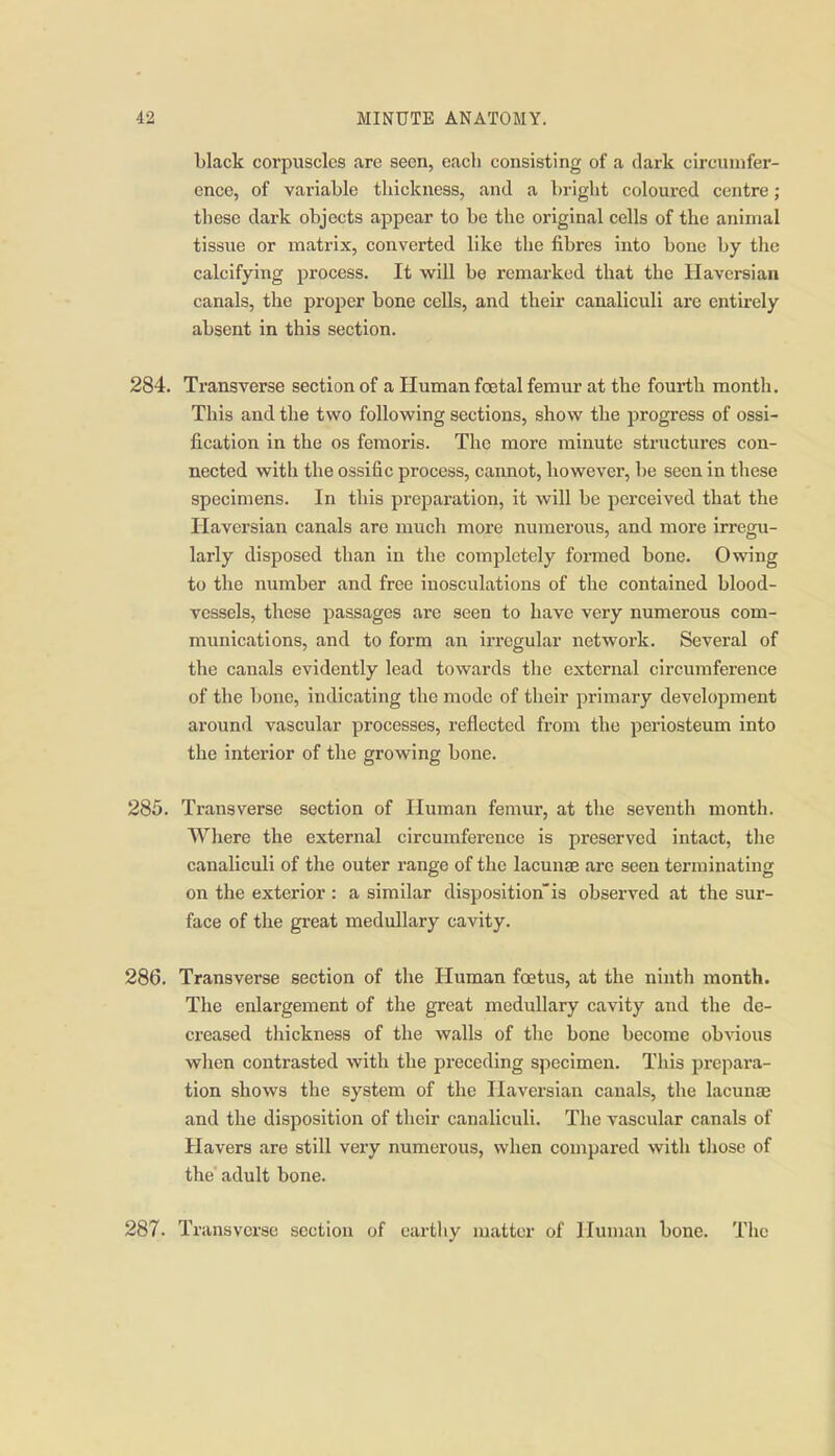 black corpuscles are seen, each consisting of a dark circumfer- ence, of variable thickness, and a bright coloured centre; these dark objects appear to be the original cells of the animal tissue or matrix, converted like the fibres into bone by the calcifying process. It will be remarked that the Haversian canals, the proper bone cells, and their canaliculi are entirely absent in this section. 284. Transverse section of a Human foetal femur at the fourth month. This and the two following sections, show the progress of ossi- fication in the os femoris. The more minute structures con- nected with the ossific process, cannot, however, be seen in these specimens. In this preparation, it will be perceived that the Haversian canals are much more numerous, and more irregu- larly disposed than in the completely foi-med bone. Owing to the number and free inosculations of the contained blood- vessels, these passages are seen to have very numerous com- munications, and to form an irregular network. Several of the canals evidently lead towards the external circumference of the bone, indicating the mode of their primary development around vascular processes, reflected from the periosteum into the interior of the growing bone. 285. Transverse section of Human femur, at the seventh month. Where the external circumference is preserved intact, the canaliculi of the outer range of the lacunae are seen terminating on the exterior : a similar disposition'is observed at the sur- face of the great medullary cavity. 286. Transverse section of the Human foetus, at the ninth month. The enlargement of the great medullary cavity and the de- creased thickness of the walls of the bone become ob'V'ious when contrasted with the preceding specimen. This prepara- tion shows the system of the Haversian canals, the lacunas and the disposition of their canaliculi. The vascular canals of Havers are still very numerous, when compared with those of the adult bone. 287. Transverse section of earthy matter of Human bone. The
