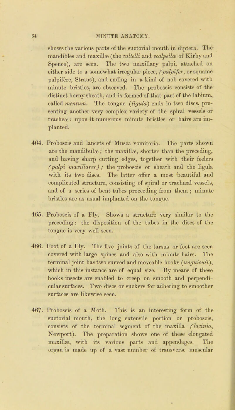 shows the various parts of the suctorial mouth in diptera. The mandibles and maxillse (the cultelli and scalpellcB of Kirby and Spence), are seen. The two maxillary palpi, attached on either side to a soTuewhat irregular piece, (palpifer, or squame palpifere, Straus), and ending in a kind of nob covered with minute bristles, aie observed. The proboscis consists of the distinct horny sheath, and is formed of that part of the labium, called mentum. The tongue {ligula) ends in two discs, pre- senting another very complex variety of the spiral vessels or trachege: upon it numerous minute bristles or hairs are im- planted. 464. Proboscis and lancets of Musca vomitoria. The parts shown are the mandibulse ; the maxillae, shorter than the preceding, and having sharp cutting edges, together with their feelers (palpi maxillares) ; the proboscis or sheath and the ligula with its two discs. The latter offer a most beautiful and complicated structure, consisting of spiral or trachaeal vessels, and of a series of bent tubes proceeding from them ; minute bristles are as usual implanted on the tongue. 465. Proboscis of a Fly. Shows a structure very similar to the preceding: the disposition of the tubes in the discs of the tongue is very well seen. 466. Foot of a Fly. The five joints of the tarsus or foot are seen covered with large spines and also with minute hairs. The terminal joint has two curved and moveable hooks (uiiguiculi)^ which in this instance are of equal size. By means of these hooks insects are enabled to creep on smooth and perpendi- cular surfaces. Two discs or suckers for adhering to smoother surfaces are likewise seen. 467. Proboscis of a Moth. This is an interesting form of tlie suctorial mouth, the long extensile portion or pi'oboscis, consists of the terminal segment of the maxilla (lacinia, Newport). The preparation shows one of these elongated maxillae, with its various parts and appendages. The organ is made up of a vast number of transverse muscular