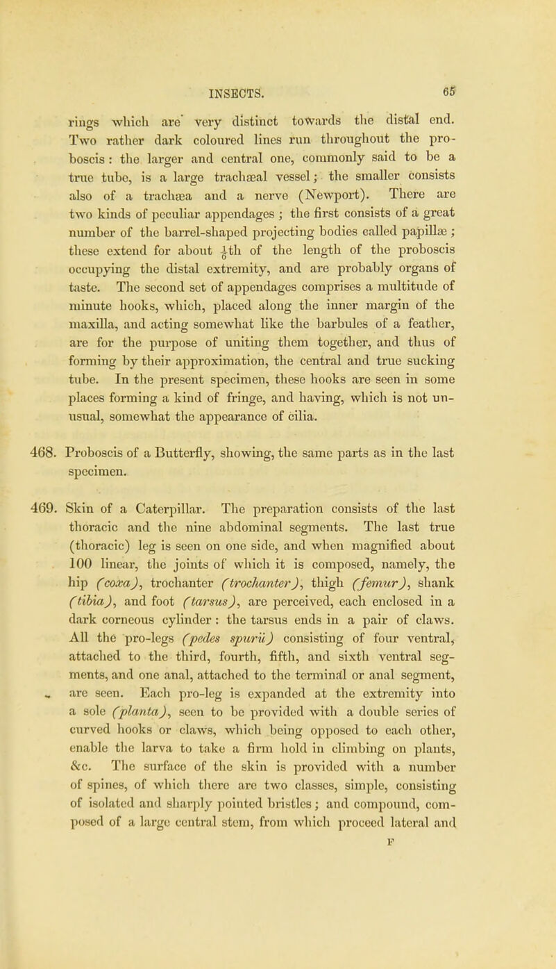 rings wliicli are' very distinct totvavds the distal end. Two rather dark coloured lines run throughout the pro- boscis : tlie larger and central one, commonly said to be a true tube, is a large trachaeal vessel; the smaller consists also of a trachaea and a nerve (Newport). There are two kinds of peculiar appendages ; the first consists of a great number of the barrel-shaped projecting bodies called papilla3; these extend for about ^th of the length of the proboscis occupying the distal extremity, and are probably organs of taste. The second set of appendages comprises a multitude of minute hooks, which, placed along the inner margin of the maxilla, and acting somewhat like the bai'biJes of a feather, are for the purpose of uniting them together, and thus of forming by their ajiproximation, the central and trae sucking tube. In the present specimen, these hooks are seen in some places forming a kind of fringe, and having, which is not un- usual, somewhat the appearance of cilia. 468. Proboscis of a Butterfly, showing, the same parts as in the last specimen, 469. Skin of a Caterpillar. Tlie preparation consists of the last thoracic and the nine abdominal segments. The last true (thoracic) leg is seen on one side, and when magnified about 100 linear, the joints of which it is composed, namely, the hip (com), trochanter (trochanterthigh (femur), shank (tibia), and foot (tarsus), are perceived, each enclosed in a dark corneous cylinder : the tarsus ends in a pair of claws. All the pro-legs (pedes spiiril) consisting of four ventral^ attached to the third, fourth, fifth, and sixth ventral seg- ments, and one anal, attached to the terminrtl or anal segment, are seen. Each pro-leg is expanded at the extremity into a sole (planta), seen to be provided with a double series of curved hooks or claws, which being opposed to each other, enable the larva to take a firm hold in climbing on plants, &c. The surface of the skin is provided with a number of spines, of whicli there arc two classes, simple, consisting of isolated and sliar))ly pointed bristles; and compound, com- posed of a large central stem, from which proceed lateral and F