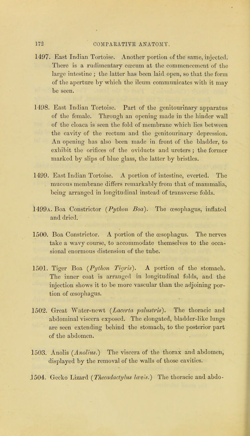 1497. East Indian Tortoise. Another portion of the same, injected. Tlierc is a rudimentary coecum at the commencement of tlie large intestine ; the latter has been laid ojien, so that the form of the aperture by which the ileum communicates with it may be seen. 1498. East Indian Tortoise. Part of the genitourinary apparatus of the female. Through an opening made in the hinder wall of the cloaca is seen the fold of membrane which lies between the cavity of the rectum and the genitourinary depression. An opening has also been made in front of the bladder, to exhibit the orifices of the oviducts and ureters ; the former marked by slips of blue glass, the latter by bristles. 1499. East Indian Tortoise. A portion of intestine, everted. The mucous membrane differs remarkably from that of mammalia, being arranged in longitudinal instead of transverse folds. 1499a. Boa Constrictor {Python Boa). The oesophagus, inflated and dried. 1500. Boa Constrictor. A portion of the cesophagus. The nerves take a wavy course, to accommodate themselves to the occa- sional enormous distension of the tube. 1501. Tiger Boa {Python Tir/ris). A portion of the stomach. The inner coat is arranged in longitudinal folds, and the injection shows it to be more vascular than the adjoining por- tion of oesophagus. 1502. Great Water-newt (Lacerta palustris). The thoracic and abdominal viscera exposed. The elongated, bladder-like lungs are seen extending behind the stomach, to the posterior part of the abdomen. 1503. Anolis {AnoHus.) The viscera of the thorax and abdomen, displayed by the removal of the walls of those cavities. J504. Gecko Lizard {Thecadactylus heois.) The thoracic and abdo-