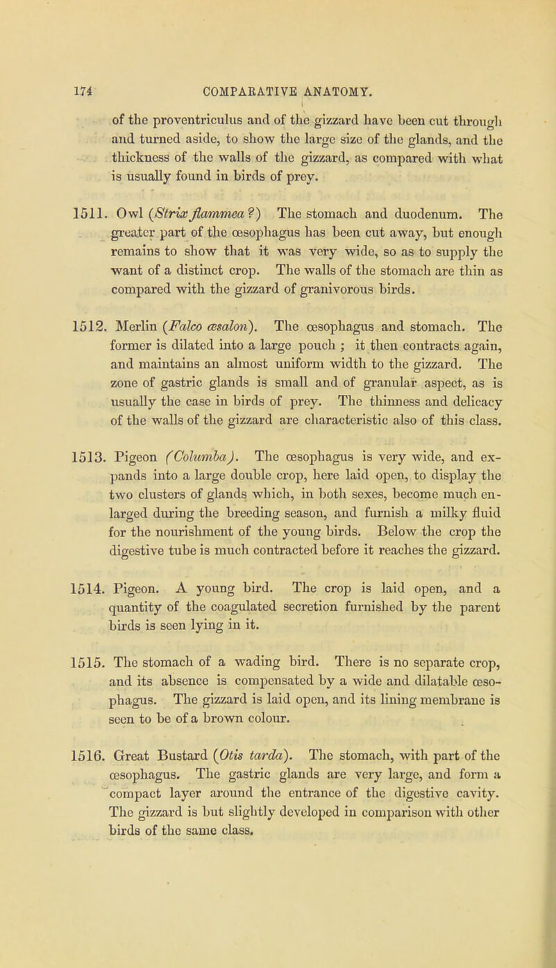 of the proventriculus and of the gizzard have been cut through and turned aside, to show the large size of the glands, and the thickness of the walls of the gizzard, as compared with what is usually found in birds of prey. 1511. Ovfl (Strixjlammea?) The stomach and duodenum. The greater part of the oesophagus has been cut away, but enough remains to show that it was very wide, so as to supply the want of a distinct crop. The walls of the stomach are thin as compared with the gizzard of granivorous birds. 1512. Merlin (^Falco cBsalon). The oesophagus and stomach. The former is dilated into a large pouch ; it then contracts again, and maintains an almost uniform width to the gizzard. The zone of gastric glands is small and of granular aspect, as is usually the case in birds of prey. The thinness and delicacy of the walls of the gizzard are characteristic also of this class. 1513. Pigeon (Colwmha). The oesophagus is very wide, and ex- pands into a large double crop, here laid open, to display the two clusters of glands which, in both sexes, become much en- larged during the breeding season, and furnish a milky fluid for the nourishment of the young birds. Below the crop the digestive tube is much contracted before it reaches the gizzard. 1514. Pigeon. A young bird. The crop is laid open, and a quantity of the coagulated secretion furnished by the parent birds is seen lying in it. 1515. The stomach of a wading bird. There is no separate crop, and its absence is compensated by a wide and dilatable oeso- phagus. The gizzard is laid open, and its lining membrane is seen to be of a brown colour. 1516. Great Bustard {Otis tarda). The stomach, with part of the oesophagus. The gastric glands are very large, and form a compact layer around the entrance of the digestive cavity. The gizzard is but slightly developed in comparison with other birds of the same class.