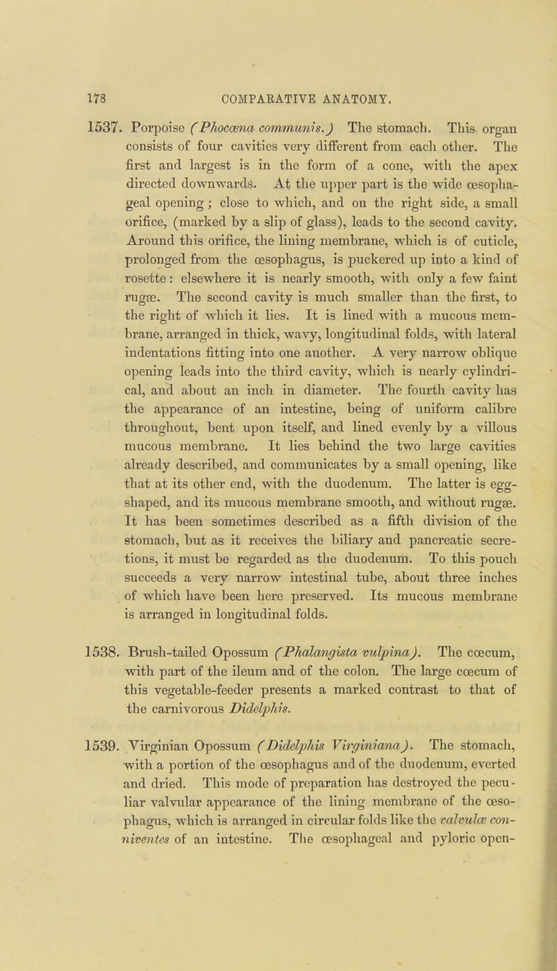 1537. FoT'poise CP/ioccena communis.J The stomach. This organ consists of four cavities very different from each other. The first and Largest is in the form of a cone, with the apex directed downv^'ards. At the ujiper part is the wide oesopha- geal opening; close to which, and on the right side, a small orifice, (marked by a slip of glass), leads to the second cavity. Around this orifice, the lining membrane, which is of cuticle, prolonged from the oesophagus, is j^uckered up into a kind of rosette: elsewhere it is nearly smooth, with only a few faint rugfB. The second cavity is much smaller than the first, to the right of which it lies. It is lined with a mucous mem- brane, arranged in thick, wavy, longitudinal folds, with lateral indentations fitting into one another. A very narrow oblique opening leads into the third cavity, which is nearly cylindri- cal, and about an inch in diameter. The fourth cavity has the appearance of an intestine, being of uniform calibre throughout, bent upon itself, and lined evenly by a villous mucous membrane. It lies behind the two large cavities already described, and communicates by a small opening, like that at its other end, with the duodenum. The latter is egg- shaped, and its mucous membrane smooth, and without rugge. It has been sometimes described as a fifth division of the stomach, but as it receives the biliary and pancreatic secre- tions, it must be regarded as the duodenum. To this pouch succeeds a very narrow intestinal tube, about three inches of which have been here preserved. Its mucous membrane is arranged in longitudinal folds. 1538. 'Brush-tailed Opossum CPhalanffista vulpi7iaJ. The coecum, with part of the ileum and of the colon. The large coecum of this vegetable-feeder presents a marked contrast to that of the carnivorous Dideljj/iis. 1539. Virginian Opossum (Didelphis Virginiana). The stomacli, with a portion of the oesophagus and of the duodenum, evei-ted and dried. This mode of preparation has destroyed the pecu- liar valvular appearance of the lining membi'ane of tlie oeso- phagus, which is arranged in circular folds like the vahuloe con- niventes of an intestine. The oesophageal and pyloric open-