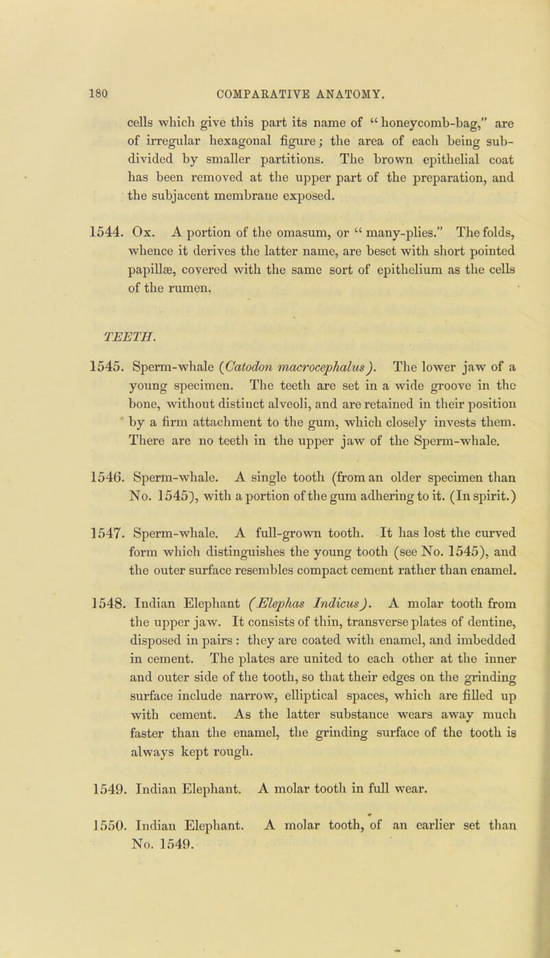 cells which give this part its name of  honeycomb-bag, are of irregular hexagonal figure; the area of each being sub- divided by smaller partitions. The brown epithelial coat has been removed at the upper part of the preparation, and the subjacent membrane exposed. 1544. Ox. A portion of the omasum, or  many-plies. The folds, whence it derives the latter name, are beset with short pointed papillas, covered with the same sort of epithelium as the cells of the rumen. TEETH. 1545. Sperm-whale {Catodon macrocephalus). The lower jaw of a young specimen. The teeth are set in a wide groove in the bone, without distinct alveoli, and are retained in their position by a firm attachment to the gum, which closely invests them. There are no teeth in the upper jaw of the Sperm-whale. 1546. Sperm-whale. A single tooth (from an older specimen than No. 1545), with a portion of the gum adhering to it. (In spirit.) 1547. Sperm-whale. A full-grown tooth. It has lost the curved form which distinguishes the young tooth (see No. 1545), and the outer surface resembles compact cement rather than enamel. 1548. Indian Elephant (Elephas IndicusJ. A molar tooth from the upper jaw. It consists of thin, transverse plates of dentine, disposed in pairs : they are coated with enamel, and imbedded in cement. The plates are united to each other at the inner and outer side of the tooth, so that their edges on the grinding surface include narrow, elliptical spaces, which are filled up with cement. As the latter substance wears away much faster than the enamel, the grinding surface of the tooth is always kept rough. 1549. Indian Elephant. A molar tooth in full wear. 1550. Indian Elephant. A molar tooth, of an earlier set than No. 1549.