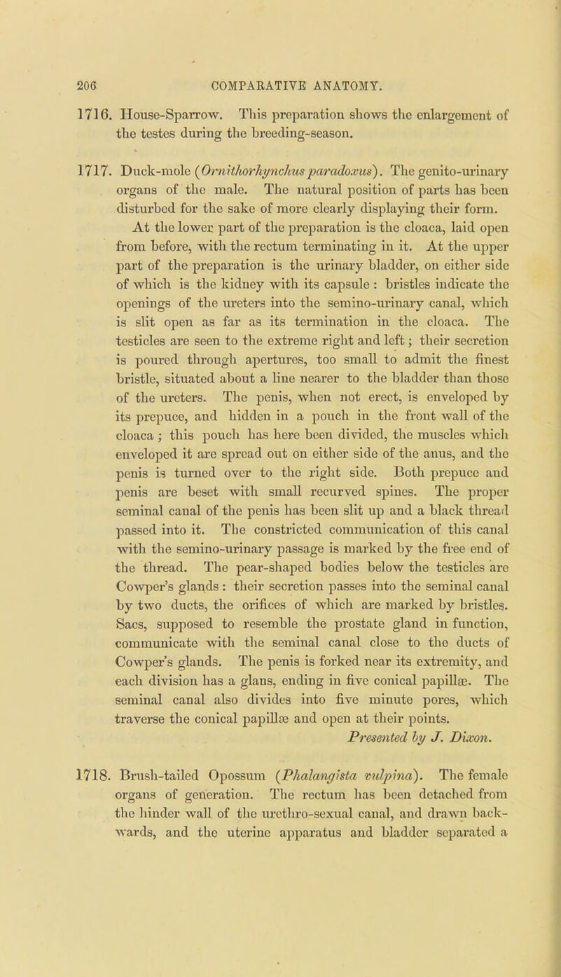 1716. House-Sparrow. This preparation shows the enlargement of the testes during the breeding-season. 1717. Duck-mole {Ormthorhynchusparadoxus). The genito-urinary organs of the male. The natural position of parts has been disturbed for the sake of more clearly displaying their form. At the lower part of the preparation is the cloaca, laid open from before, with tlie rectum terminating in it. At the upper part of the preparation is the urinary bladder, on either side of which is the kidney with its capsule : bristles indicate the openings of the ureters into the semino-urinary canal, which is slit open as far as its termination in the cloaca. The testicles are seen to the extreme right and left; their secretion is poured through apertures, too small to admit the finest bristle, situated about a line nearer to the bladder than those of the ureters. The penis, when not erect, is enveloped by its prepuce, and hidden in a pouch in the front wall of the cloaca ; this pouch has here been divided, the muscles which enveloped it are spread out on either side of the anus, and the penis is turned over to the right side. Both prepuce and penis are beset with small recurved spines. The proper seminal canal of the penis has been slit up and a black thread passed into it. The constricted communication of this canal with the semino-urinary passage is marked by the fi-ee end of the thread. The pear-shajDed bodies below the testicles are Cowper's glands : their secretion passes into the seminal canal by two ducts, the orifices of which are marked by bristles. Sacs, supposed to resemble the prostate gland in function, communicate with the seminal canal close to the diicts of Cowper's glands. The penis is forked near its extremity, and each division has a glans, ending in five conical papillae. The seminal canal also divides into five minute pores, which traverse the conical papillae and open at their points. Presented hy J. Dixon. 1718. Brush-tailed Opossum {Phalanghta vulpmd). The female organs of generation. The rectum has been detached from the liinder wall of the urctliro-sexual canal, and drawn back- wards, and the uterine apparatus and bladder separated a