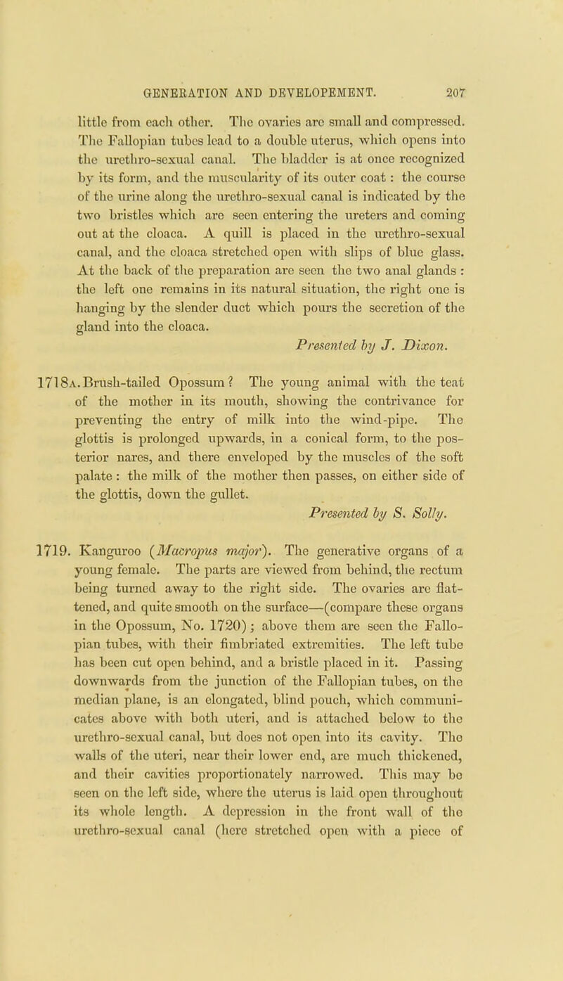 little from each other. The ovaries arc small and compressed. TIio Fallopian tubes lead to a double uterus, which opens into the urethro-sexual canal. The bladder is at once recognized by its form, and the muscularity of its outer coat: the course of the urine along the urethro-sexual canal is indicated by tlie two bristles which are seen entering the ureters and coming out at the cloaca. A quill is placed in the urethro-sexual canal, and the cloaca stretched open with slips of blue glass. At the back of the preparation are seen the two anal glands : the left one remains in its natural situation, the right one is hanging by tlie slender duct which pours the secretion of the gland into the cloaca. Presented hy J. Dixon. 171 8a.Brush-tailed Opossum? The young animal with the teat of the mother in its mouth, showing the contrivance for preventing the entry of milk into the wind-pipe. The glottis is prolonged upwards, in a conical form, to the pos- terior nares, and there enveloped by the muscles of the soft palate : the milk of the mother then passes, on either side of the glottis, down the gullet. Presented hy S. Solly. 1719. Kanguroo (^Macropus major'). The generative organs of a young female. The parts are viewed from behind, tlie rectimi being turned away to the right side. The ovaries are flat- tened, and quite smooth on the surface—(compare these organs in the Opossum, No. 1720) ; above them are seen the Fallo- pian tubes, with their fimbriated extremities. The left tube has been cut open behind, and a bristle placed in it. Passing downwards from the junction of the Fallopian tubes, on the median plane, is an elongated, blind pouch, which communi- cates above with both uteri, and is attached below to the urethi'O-scxual canal, but does not open into its cavity. The waDs of the uteri, near their lower end, are much thickened, and their cavities proportionately narrowed. This may bo seen on the left side, where the uterus is laid open throughout its wliole longtli. A depression in the front wall of tho uretliro-scxual canal (hero stretched open with a piece of