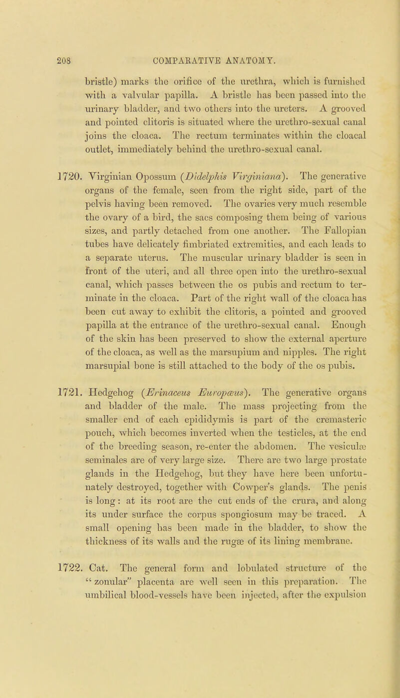 bristle) marks the orifice of the urethra, whicli is furnished with a valvular papilla. A bristle has been passed into the urinary bladder, and two others into the ureters. A grooved and pointed clitoris is situated where the urethro-sexual canal joins the cloaca. The rectum terminates within the cloacal outlet, immediately behind the urethro-sexual canal. 1720. Yirginian Opossum {D'ldelphis Virg'mxana). The generative organs of the female, seen from the right side, part of the pelvis having been removed. The ovaries very much resemble the ovary of a bird, the sacs composing them being of various sizes, and partly detached from one another. The Fallopian tubes have delicately fimbriated extremities, and each leads to a separate uterus. The muscular urinary bladder is seen in front of the uteri, and all three open into the urethro-sexual canal, which passes between tlie os pubis and rectum to ter- minate in the cloaca. Part of the right wall of the cloaca has been cut away to exhibit the clitoris, a pointed and grooved papilla at the entrance of the urethro-sexual canal. Enough of the skin has been preserved to show the external aperture of the cloaca, as well as the marsupium and nipples. The right marsujpial bone is still attached to the body of the os pubis. 1721. Hedgehog {Erinaceus Europaus). The generative organs and bladder of the male. The mass projecting from the smaller end of each epididymis is part of the cremasteric pouch, whicli becomes inverted when the testicles, at the end of the breeding season, re-enter the abdomen. The vesiculaj seminales are of very large size. There are two large prostate glands in the Hedgehog, but they have here been unfortu- nately destroyed, together with Cowper's glands. The penis is long: at its root are tlie cut ends of the crura, and along its under surface the corpus spongiosum may be traced. A small opening has been made in the bladder, to show the thickness of its walls and the rugae of its lining membrane. 1722. Cat. The general form and lobulated structure of the  zonular placenta are well seen in tliis preparation. Tiie lunbilical blood-vessels have been injected, after tlie exijulsion