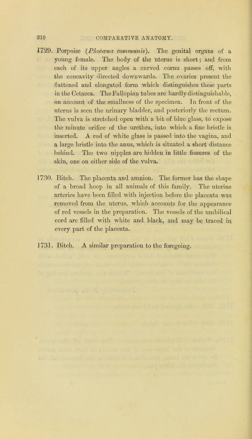 1729. Porpoise {Phocama communis). The genital organs of a young female. The body of the uterus is short; and from each of its upper angles a curved cornu passes off, with the concavity directed downwards. The ovaries present the flattened and elongated form which distinguishes these parts in the Cetacea. The Fallopian tubes are hardly distinguishable, on account of the smallness of the specimen. In front of the uterus is seen the urinary bladder, and i^osteriorly the rectum. The vulva is stretched open with a bit of blue glass, to expose the minute orifice of the urethra, into which a fine bristle is inserted. A rod of white glass is passed into the vagina, and a large bristle into the anus, which is situated a short distance behind. The two nipples aie hidden in little fissures of the skin, one on either side of the vulva. 1730. Bitcli. The placenta and amnion. The former has the shape of a broad hoop in all animals of this family. The uterine arteries have been filled with injection before the placenta was removed from the uterus, which accounts for the appearance of red vessels in the preparation. The vessels of the umbilical cord are filled with white and. black, and may be traced in every part of the placenta. 1731. Bitch. A similar preparation to the foregoing.