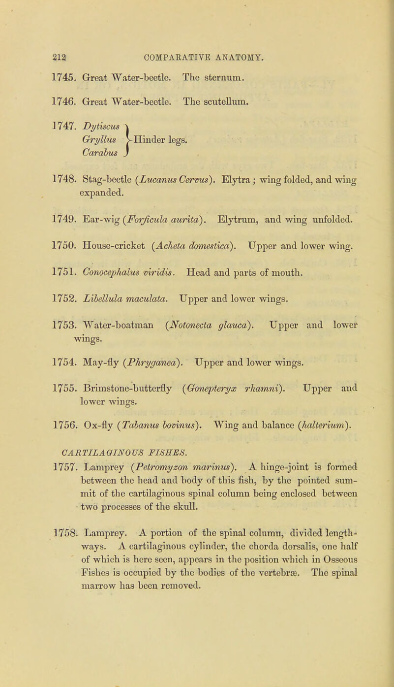 1745. Great Water-beetle. The sternum. 1746. Great Water-beetle. The scutellum. 1747. Dytiscus \ Gryllus V Hinder legs. Carahus J 1748. StsLg-heetle (Lucanm Cervics). Elytra; wing folded, and wing expanded. 1749. FiSLT - wig (For/icula aurita). Elytrum, and wing unfolded. 1750. House-cricket (Ac/ieta domestica). Upper and lower wing. 1751. Gonocephalus viridis. Head and parts of mouth. 1752. Libellula maculata. Upper and lower wings. 1753. Water-boatman (Notonecta glaucd). Upper and lower wings. 1754. May-fly {Phryganea). Upper and lower wings. 1755. Brimstone-butterfly {Gonepteryx rhamni). Upper and lower wings. 1756. Ox-fly {Tabanus bovinus). Wing and balance (Jialteriuvi). CARTILAGINOUS FISHES. 1757. Lamprey {Petromyzon marinus). A hinge-joint is formed between the head and body of this fish, by the pointed sum- mit of the cartilaginous spinal column being enclosed between two processes of the skull. 1758. Lamprey. A portion of the spinal column, divided length- ways. A cartilaginous cylinder, the chorda dorsalis, one half of which is here seen, appears in the position which in Osseous Fishes is occupied by the bodies of the A'ci'tebrce. The spinal marrow has been removed.