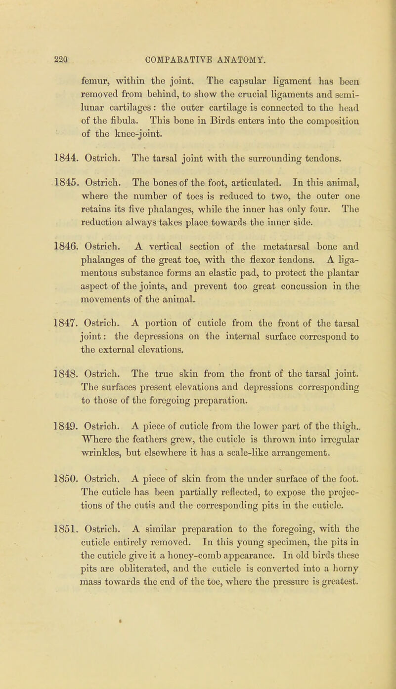 femur, within the joint. The capsular ligament has been removed from behind, to show the crucial ligaments and semi- lunar cartilages: the outer cartilage is connected to the head of the fibula. This bone in Birds enters into the composition of the knee-joint. 1844. Ostrich. The tarsal joint with the surrounding tendons. 1845. Ostrich. The bones of the foot, articulated. In this animal, where the number of toes is reduced to two, the outer one retains its five phalanges, whUe the inner has only four. The reduction always takes place towards the inner side. 1846. Ostrich. A vertical section of the metatarsal bone and phalanges of the great toe, with the flexor tendons, A liga- mentous substance forms an elastic pad, to protect the plantar aspect of the joints, and prevent too great concussion in the movements of the animal. 1847. Ostrich. A portion of cuticle from the front of the tarsal joint: the depressions on the internal surface correspond to the external elevations. 1848. Ostrich. The true skin from the front of the tarsal joint. The surfaces present elevations and depressions corresponding to those of the foregoing preparation. 1849. Ostrich. A piece of cuticle from the lower part of the thigh.. Where the feathers grew, the cuticle is thrown into irregular wrinkles, but elsewhere it has a scale-like arrangement. 1850. Ostrich. A piece of skin from the under surface of the foot. The cuticle has been partially reflected, to expose the projec- tions of the cutis and the corresponding pits in the cuticle. 1851. Ostrich. A similar preparation to the foregoing, with the cuticle entirely removed. In this young specimen, the pits in the cuticle give it a honey-comb appearance. In old birds tlicsc pits are obliterated, and the cuticle is converted into a horny mass towards the end of the toe, where the pressure is greatest.